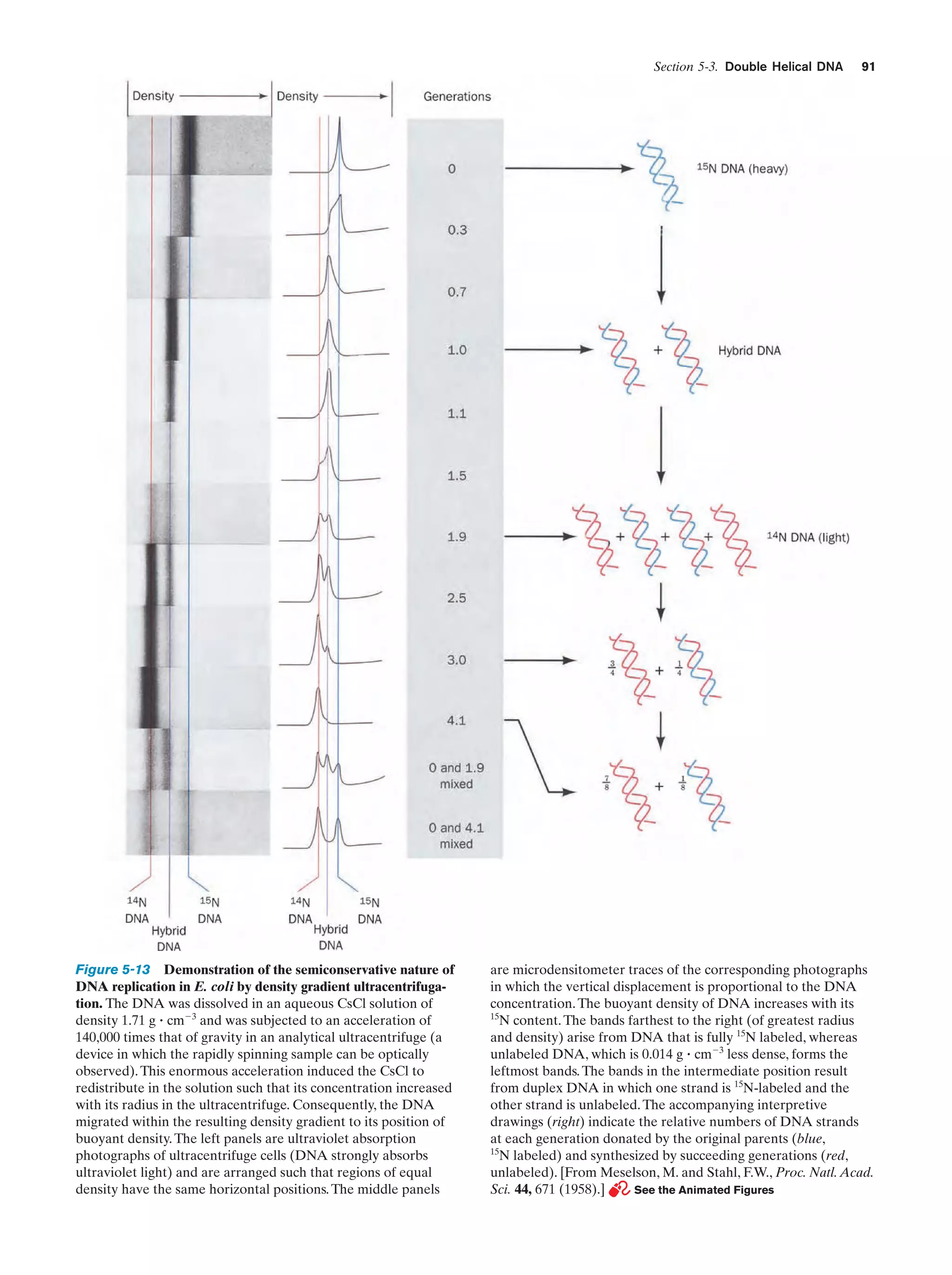 Section 5-3. Double Helical DNA

Figure 5-13 Demonstration of the semiconservative nature of
DNA replication in E. coli by density gradient ultracentrifugation. The DNA was dissolved in an aqueous CsCl solution of
density 1.71 g ؒ cmϪ3 and was subjected to an acceleration of
140,000 times that of gravity in an analytical ultracentrifuge (a
device in which the rapidly spinning sample can be optically
observed). This enormous acceleration induced the CsCl to
redistribute in the solution such that its concentration increased
with its radius in the ultracentrifuge. Consequently, the DNA
migrated within the resulting density gradient to its position of
buoyant density. The left panels are ultraviolet absorption
photographs of ultracentrifuge cells (DNA strongly absorbs
ultraviolet light) and are arranged such that regions of equal
density have the same horizontal positions. The middle panels

91

are microdensitometer traces of the corresponding photographs
in which the vertical displacement is proportional to the DNA
concentration. The buoyant density of DNA increases with its
15
N content. The bands farthest to the right (of greatest radius
and density) arise from DNA that is fully 15N labeled, whereas
unlabeled DNA, which is 0.014 g ؒ cmϪ3 less dense, forms the
leftmost bands. The bands in the intermediate position result
from duplex DNA in which one strand is 15N-labeled and the
other strand is unlabeled. The accompanying interpretive
drawings (right) indicate the relative numbers of DNA strands
at each generation donated by the original parents (blue,
15
N labeled) and synthesized by succeeding generations (red,
unlabeled). [From Meselson, M. and Stahl, F.W., Proc. Natl. Acad.
Sci. 44, 671 (1958).]
See the Animated Figures

 