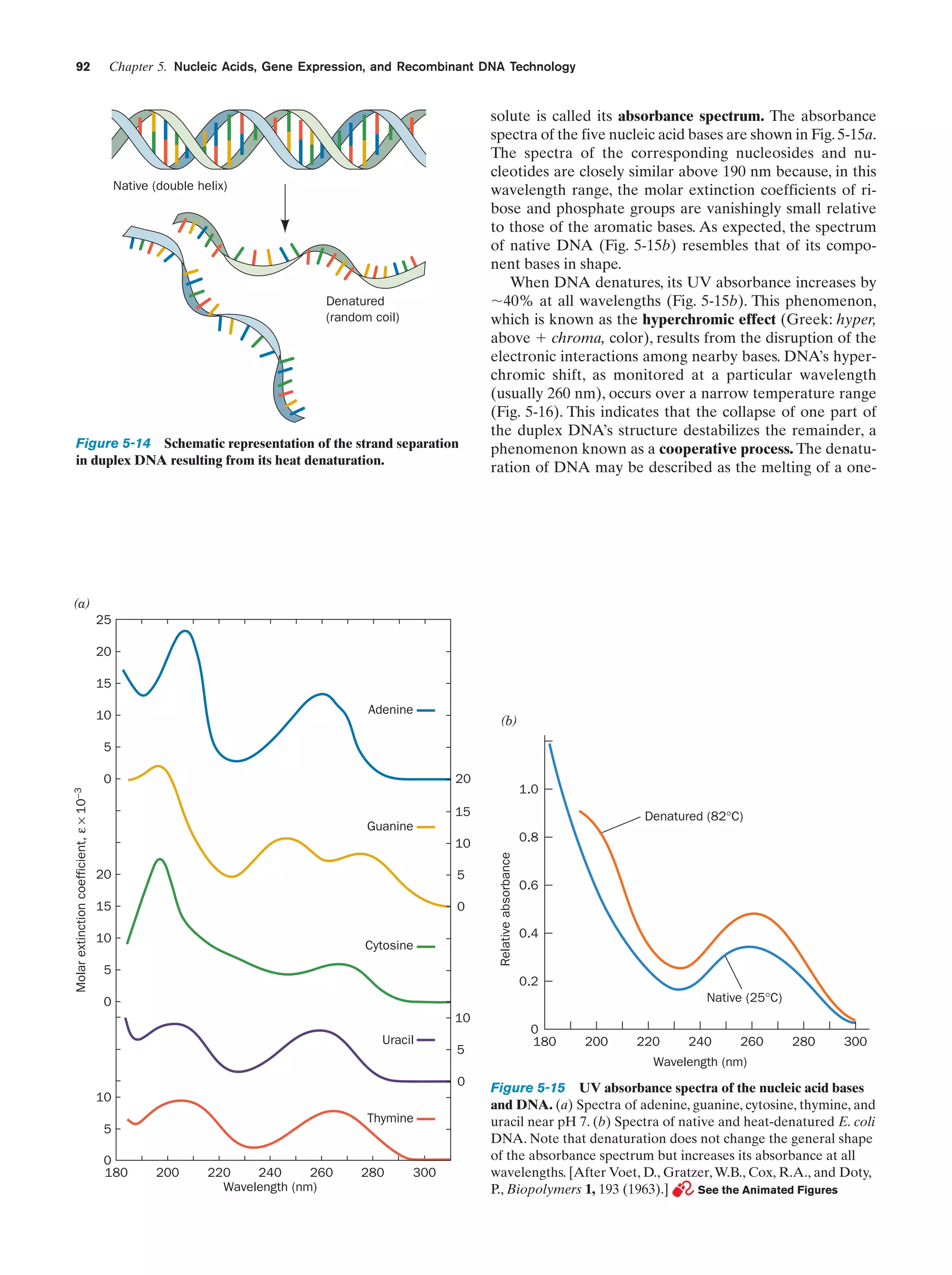 92

Chapter 5. Nucleic Acids, Gene Expression, and Recombinant DNA Technology

Native (double helix)

Denatured
(random coil)

Figure 5-14 Schematic representation of the strand separation
in duplex DNA resulting from its heat denaturation.

solute is called its absorbance spectrum. The absorbance
spectra of the five nucleic acid bases are shown in Fig. 5-15a.
The spectra of the corresponding nucleosides and nucleotides are closely similar above 190 nm because, in this
wavelength range, the molar extinction coefficients of ribose and phosphate groups are vanishingly small relative
to those of the aromatic bases. As expected, the spectrum
of native DNA (Fig. 5-15b) resembles that of its component bases in shape.
When DNA denatures, its UV absorbance increases by
ϳ40% at all wavelengths (Fig. 5-15b). This phenomenon,
which is known as the hyperchromic effect (Greek: hyper,
above ϩ chroma, color), results from the disruption of the
electronic interactions among nearby bases. DNA’s hyperchromic shift, as monitored at a particular wavelength
(usually 260 nm), occurs over a narrow temperature range
(Fig. 5-16). This indicates that the collapse of one part of
the duplex DNA’s structure destabilizes the remainder, a
phenomenon known as a cooperative process. The denaturation of DNA may be described as the melting of a one-

(a)
25
20
15
Adenine

10

(b)

5
20

1.0

15

Denatured (82°C)

Guanine

0.8

10
20

5

15

0

10

Cytosine

5

Relative absorbance

Molar extinction coefficient, ε × 10−3

0

0.6

0.4

0.2
Native (25°C)

0
10
Uracil

5

0
180

200

220

240

260

280

300

Wavelength (nm)
0
10
Thymine

5
0
180

200

220
240
260
Wavelength (nm)

280

300

Figure 5-15 UV absorbance spectra of the nucleic acid bases
and DNA. (a) Spectra of adenine, guanine, cytosine, thymine, and
uracil near pH 7. (b) Spectra of native and heat-denatured E. coli
DNA. Note that denaturation does not change the general shape
of the absorbance spectrum but increases its absorbance at all
wavelengths. [After Voet, D., Gratzer, W.B., Cox, R.A., and Doty,
P., Biopolymers 1, 193 (1963).]
See the Animated Figures

 