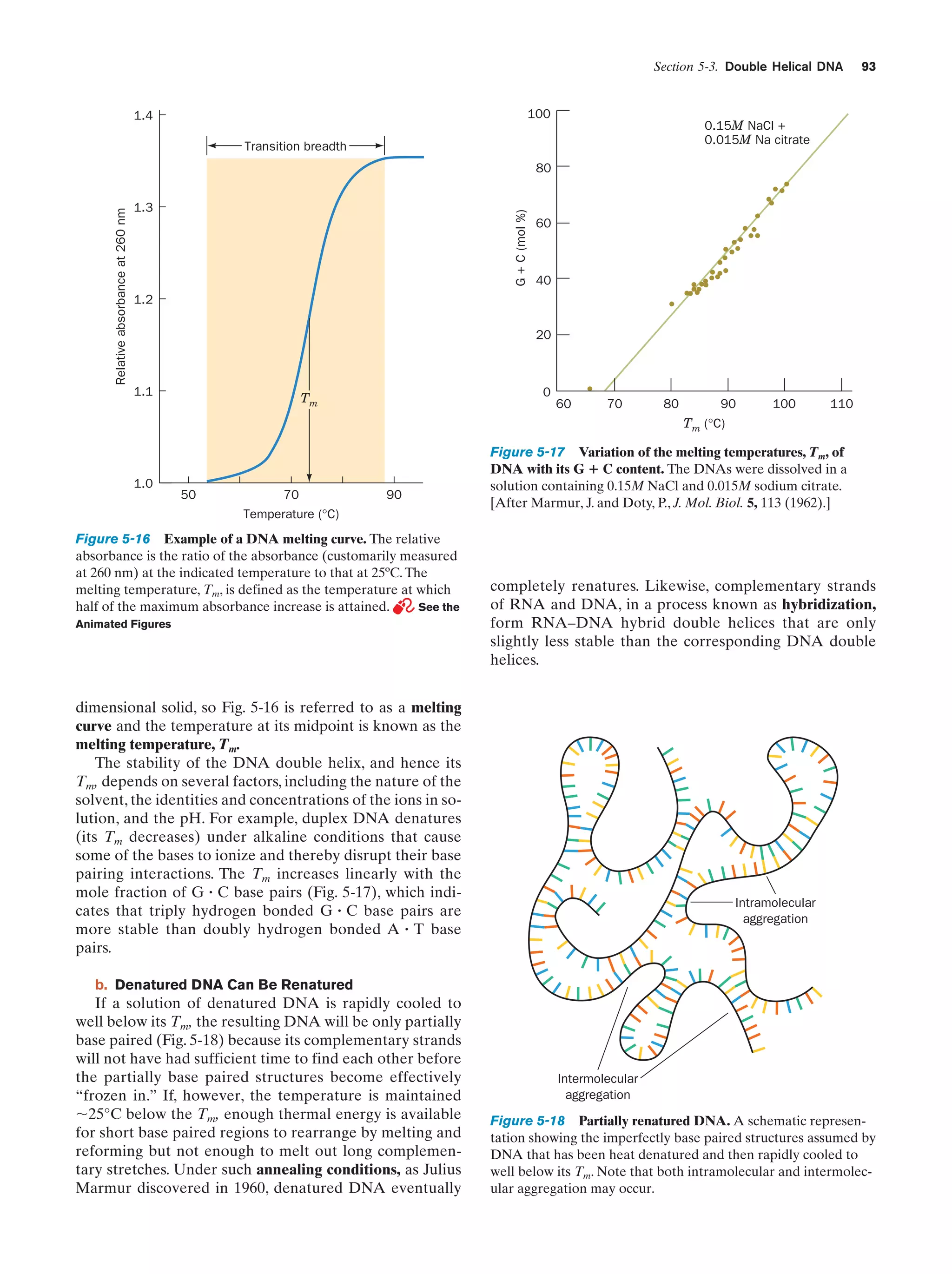 Section 5-3. Double Helical DNA

93

100

1.4

0.15M NaCl +
0.015M Na citrate

Transition breadth

1.3

G + C (mol %)

Relative absorbance at 260 nm

80

60

40

1.2
20

1.1

0

Tm

60

70

80

90

100

110

Tm (°C)

1.0

50

70
Temperature (°C)

90

Figure 5-16 Example of a DNA melting curve. The relative
absorbance is the ratio of the absorbance (customarily measured
at 260 nm) at the indicated temperature to that at 25ºC. The
melting temperature, Tm, is defined as the temperature at which
half of the maximum absorbance increase is attained.
See the
Animated Figures

Figure 5-17 Variation of the melting temperatures, Tm, of
DNA with its G ؉ C content. The DNAs were dissolved in a
solution containing 0.15M NaCl and 0.015M sodium citrate.
[After Marmur, J. and Doty, P., J. Mol. Biol. 5, 113 (1962).]

completely renatures. Likewise, complementary strands
of RNA and DNA, in a process known as hybridization,
form RNA–DNA hybrid double helices that are only
slightly less stable than the corresponding DNA double
helices.

dimensional solid, so Fig. 5-16 is referred to as a melting
curve and the temperature at its midpoint is known as the
melting temperature, Tm.
The stability of the DNA double helix, and hence its
Tm, depends on several factors, including the nature of the
solvent, the identities and concentrations of the ions in solution, and the pH. For example, duplex DNA denatures
(its Tm decreases) under alkaline conditions that cause
some of the bases to ionize and thereby disrupt their base
pairing interactions. The Tm increases linearly with the
mole fraction of G ؒ C base pairs (Fig. 5-17), which indicates that triply hydrogen bonded G ؒ C base pairs are
more stable than doubly hydrogen bonded A ؒ T base
pairs.

Intramolecular
aggregation

b. Denatured DNA Can Be Renatured

If a solution of denatured DNA is rapidly cooled to
well below its Tm, the resulting DNA will be only partially
base paired (Fig. 5-18) because its complementary strands
will not have had sufficient time to find each other before
the partially base paired structures become effectively
“frozen in.” If, however, the temperature is maintained
ϳ25°C below the Tm, enough thermal energy is available
for short base paired regions to rearrange by melting and
reforming but not enough to melt out long complementary stretches. Under such annealing conditions, as Julius
Marmur discovered in 1960, denatured DNA eventually

Intermolecular
aggregation

Figure 5-18 Partially renatured DNA. A schematic representation showing the imperfectly base paired structures assumed by
DNA that has been heat denatured and then rapidly cooled to
well below its Tm. Note that both intramolecular and intermolecular aggregation may occur.

 