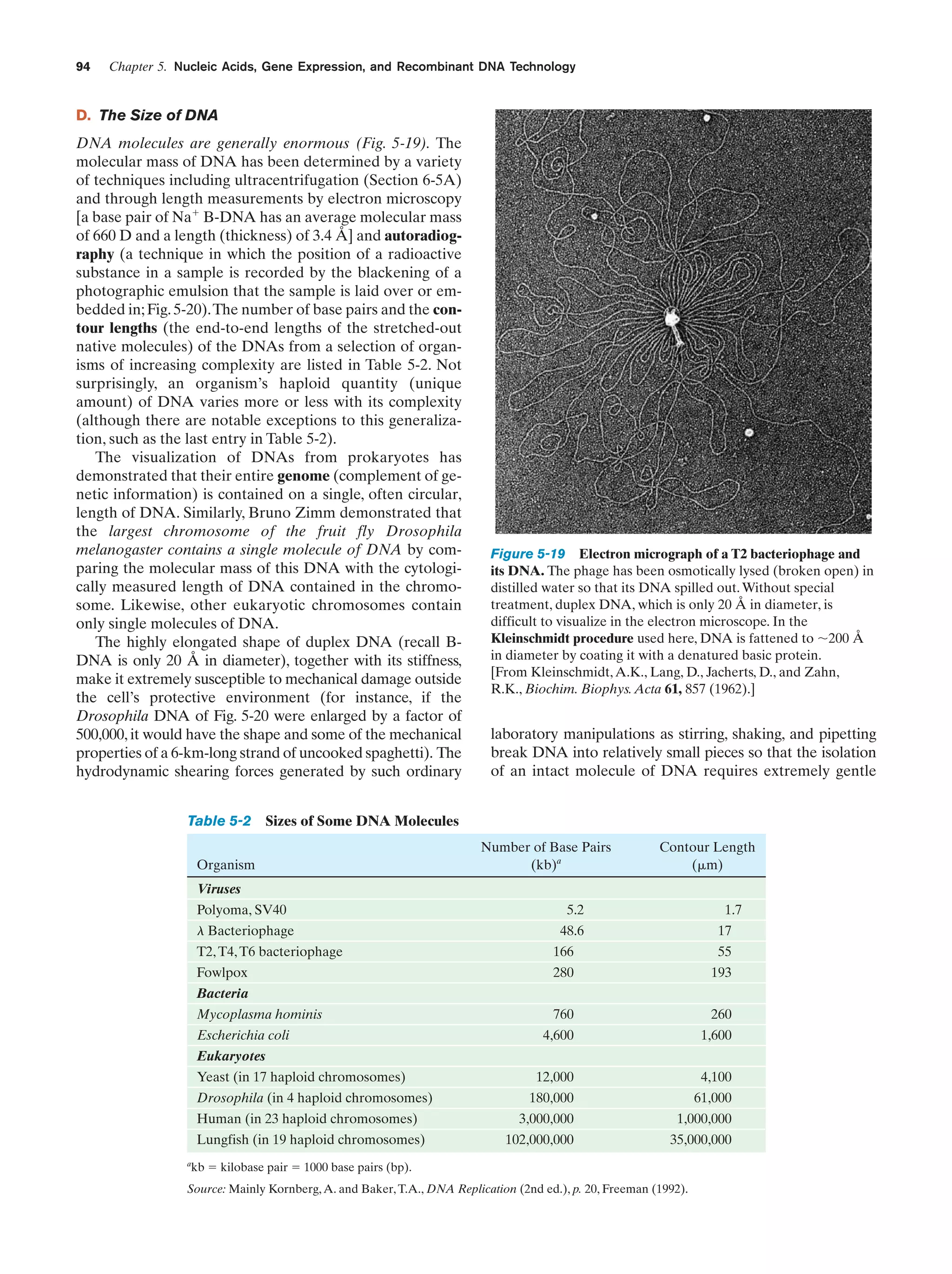 94

Chapter 5. Nucleic Acids, Gene Expression, and Recombinant DNA Technology

D. The Size of DNA
DNA molecules are generally enormous (Fig. 5-19). The
molecular mass of DNA has been determined by a variety
of techniques including ultracentrifugation (Section 6-5A)
and through length measurements by electron microscopy
[a base pair of Naϩ B-DNA has an average molecular mass
of 660 D and a length (thickness) of 3.4 Å] and autoradiography (a technique in which the position of a radioactive
substance in a sample is recorded by the blackening of a
photographic emulsion that the sample is laid over or embedded in; Fig. 5-20).The number of base pairs and the contour lengths (the end-to-end lengths of the stretched-out
native molecules) of the DNAs from a selection of organisms of increasing complexity are listed in Table 5-2. Not
surprisingly, an organism’s haploid quantity (unique
amount) of DNA varies more or less with its complexity
(although there are notable exceptions to this generalization, such as the last entry in Table 5-2).
The visualization of DNAs from prokaryotes has
demonstrated that their entire genome (complement of genetic information) is contained on a single, often circular,
length of DNA. Similarly, Bruno Zimm demonstrated that
the largest chromosome of the fruit fly Drosophila
melanogaster contains a single molecule of DNA by comparing the molecular mass of this DNA with the cytologically measured length of DNA contained in the chromosome. Likewise, other eukaryotic chromosomes contain
only single molecules of DNA.
The highly elongated shape of duplex DNA (recall BDNA is only 20 Å in diameter), together with its stiffness,
make it extremely susceptible to mechanical damage outside
the cell’s protective environment (for instance, if the
Drosophila DNA of Fig. 5-20 were enlarged by a factor of
500,000, it would have the shape and some of the mechanical
properties of a 6-km-long strand of uncooked spaghetti). The
hydrodynamic shearing forces generated by such ordinary
Table 5-2

Figure 5-19 Electron micrograph of a T2 bacteriophage and
its DNA. The phage has been osmotically lysed (broken open) in
distilled water so that its DNA spilled out. Without special
treatment, duplex DNA, which is only 20 Å in diameter, is
difficult to visualize in the electron microscope. In the
Kleinschmidt procedure used here, DNA is fattened to ϳ200 Å
in diameter by coating it with a denatured basic protein.
[From Kleinschmidt, A.K., Lang, D., Jacherts, D., and Zahn,
R.K., Biochim. Biophys. Acta 61, 857 (1962).]

laboratory manipulations as stirring, shaking, and pipetting
break DNA into relatively small pieces so that the isolation
of an intact molecule of DNA requires extremely gentle

Sizes of Some DNA Molecules

Organism

Number of Base Pairs
(kb)a

Contour Length
(␮m)

Viruses
Polyoma, SV40

5.2

l Bacteriophage

48.6

1.7
17

T2, T4, T6 bacteriophage

166

55

Fowlpox

280

193

Bacteria
Mycoplasma hominis
Escherichia coli

760

260

4,600

1,600

Eukaryotes
Yeast (in 17 haploid chromosomes)
Drosophila (in 4 haploid chromosomes)
Human (in 23 haploid chromosomes)
Lungfish (in 19 haploid chromosomes)
a

12,000

4,100

180,000

61,000

3,000,000

1,000,000

102,000,000

35,000,000

kb ϭ kilobase pair ϭ 1000 base pairs (bp).

Source: Mainly Kornberg, A. and Baker, T.A., DNA Replication (2nd ed.), p. 20, Freeman (1992).

 