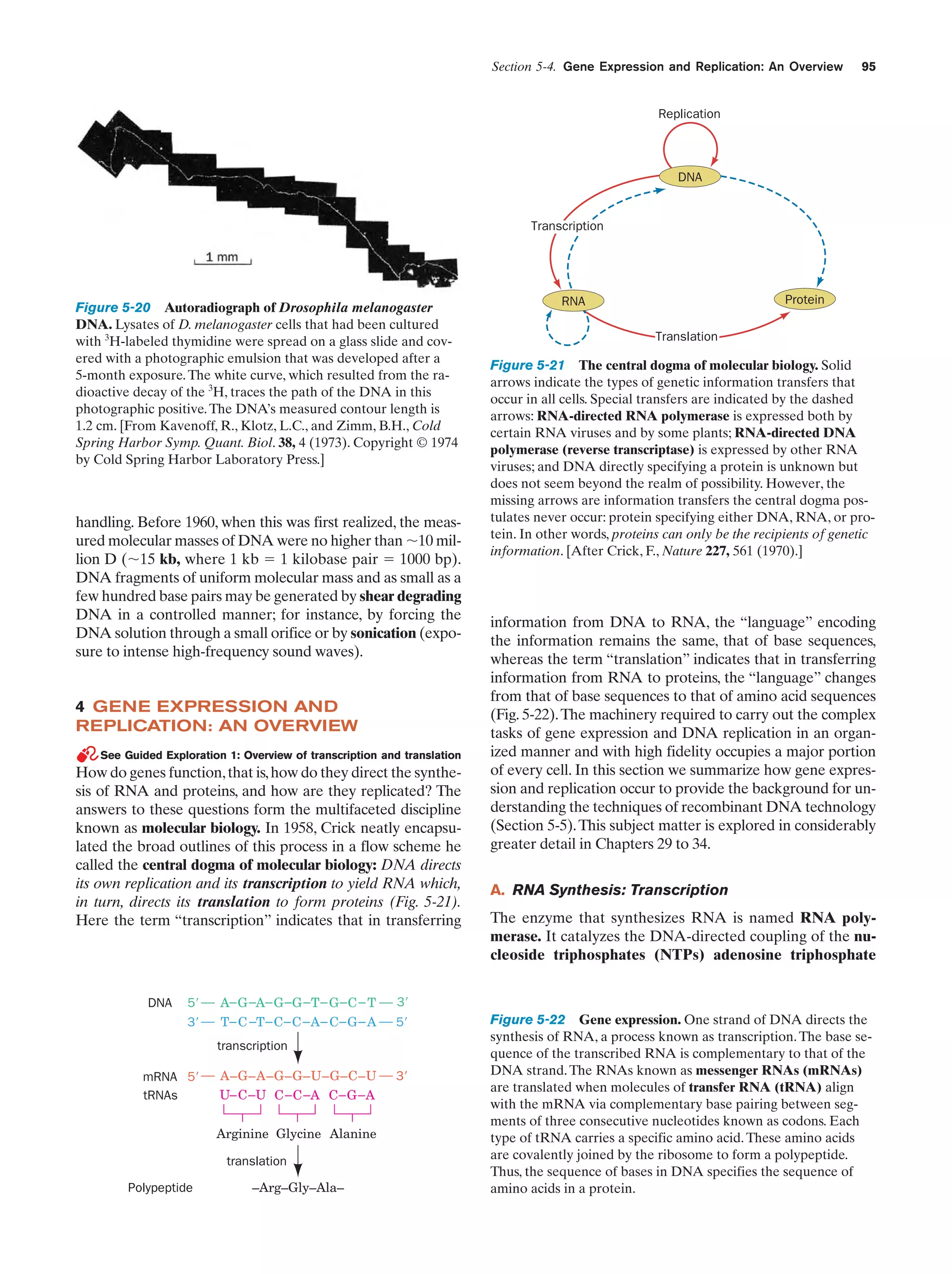 Section 5-4. Gene Expression and Replication: An Overview

95

Replication

DNA

Transcription

Figure 5-20 Autoradiograph of Drosophila melanogaster
DNA. Lysates of D. melanogaster cells that had been cultured
with 3H-labeled thymidine were spread on a glass slide and covered with a photographic emulsion that was developed after a
5-month exposure. The white curve, which resulted from the radioactive decay of the 3H, traces the path of the DNA in this
photographic positive. The DNA’s measured contour length is
1.2 cm. [From Kavenoff, R., Klotz, L.C., and Zimm, B.H., Cold
Spring Harbor Symp. Quant. Biol. 38, 4 (1973). Copyright © 1974
by Cold Spring Harbor Laboratory Press.]

handling. Before 1960, when this was first realized, the measured molecular masses of DNA were no higher than ϳ10 million D (ϳ15 kb, where 1 kb ϭ 1 kilobase pair ϭ 1000 bp).
DNA fragments of uniform molecular mass and as small as a
few hundred base pairs may be generated by shear degrading
DNA in a controlled manner; for instance, by forcing the
DNA solution through a small orifice or by sonication (exposure to intense high-frequency sound waves).

4 GENE EXPRESSION AND
REPLICATION: AN OVERVIEW
See Guided Exploration 1: Overview of transcription and translation

How do genes function, that is, how do they direct the synthesis of RNA and proteins, and how are they replicated? The
answers to these questions form the multifaceted discipline
known as molecular biology. In 1958, Crick neatly encapsulated the broad outlines of this process in a flow scheme he
called the central dogma of molecular biology: DNA directs
its own replication and its transcription to yield RNA which,
in turn, directs its translation to form proteins (Fig. 5-21).
Here the term “transcription” indicates that in transferring

DNA

5Ј
3Ј

A– G –A– G –G – T – G – C – T
T– C –T – C – C – A – C – G – A

A–G–A–G–G–U–G–C–U
U– C –U C – C –A C – G –A
Arginine Glycine Alanine
translation

Polypeptide

–Arg–Gly–Ala–

Translation

Figure 5-21 The central dogma of molecular biology. Solid
arrows indicate the types of genetic information transfers that
occur in all cells. Special transfers are indicated by the dashed
arrows: RNA-directed RNA polymerase is expressed both by
certain RNA viruses and by some plants; RNA-directed DNA
polymerase (reverse transcriptase) is expressed by other RNA
viruses; and DNA directly specifying a protein is unknown but
does not seem beyond the realm of possibility. However, the
missing arrows are information transfers the central dogma postulates never occur: protein specifying either DNA, RNA, or protein. In other words, proteins can only be the recipients of genetic
information. [After Crick, F., Nature 227, 561 (1970).]

information from DNA to RNA, the “language” encoding
the information remains the same, that of base sequences,
whereas the term “translation” indicates that in transferring
information from RNA to proteins, the “language” changes
from that of base sequences to that of amino acid sequences
(Fig. 5-22). The machinery required to carry out the complex
tasks of gene expression and DNA replication in an organized manner and with high fidelity occupies a major portion
of every cell. In this section we summarize how gene expression and replication occur to provide the background for understanding the techniques of recombinant DNA technology
(Section 5-5). This subject matter is explored in considerably
greater detail in Chapters 29 to 34.
A. RNA Synthesis: Transcription
The enzyme that synthesizes RNA is named RNA polymerase. It catalyzes the DNA-directed coupling of the nucleoside triphosphates (NTPs) adenosine triphosphate

3Ј
5Ј

transcription
mRNA 5Ј
tRNAs

Protein

RNA

3Ј

Figure 5-22 Gene expression. One strand of DNA directs the
synthesis of RNA, a process known as transcription. The base sequence of the transcribed RNA is complementary to that of the
DNA strand. The RNAs known as messenger RNAs (mRNAs)
are translated when molecules of transfer RNA (tRNA) align
with the mRNA via complementary base pairing between segments of three consecutive nucleotides known as codons. Each
type of tRNA carries a specific amino acid. These amino acids
are covalently joined by the ribosome to form a polypeptide.
Thus, the sequence of bases in DNA specifies the sequence of
amino acids in a protein.

 
