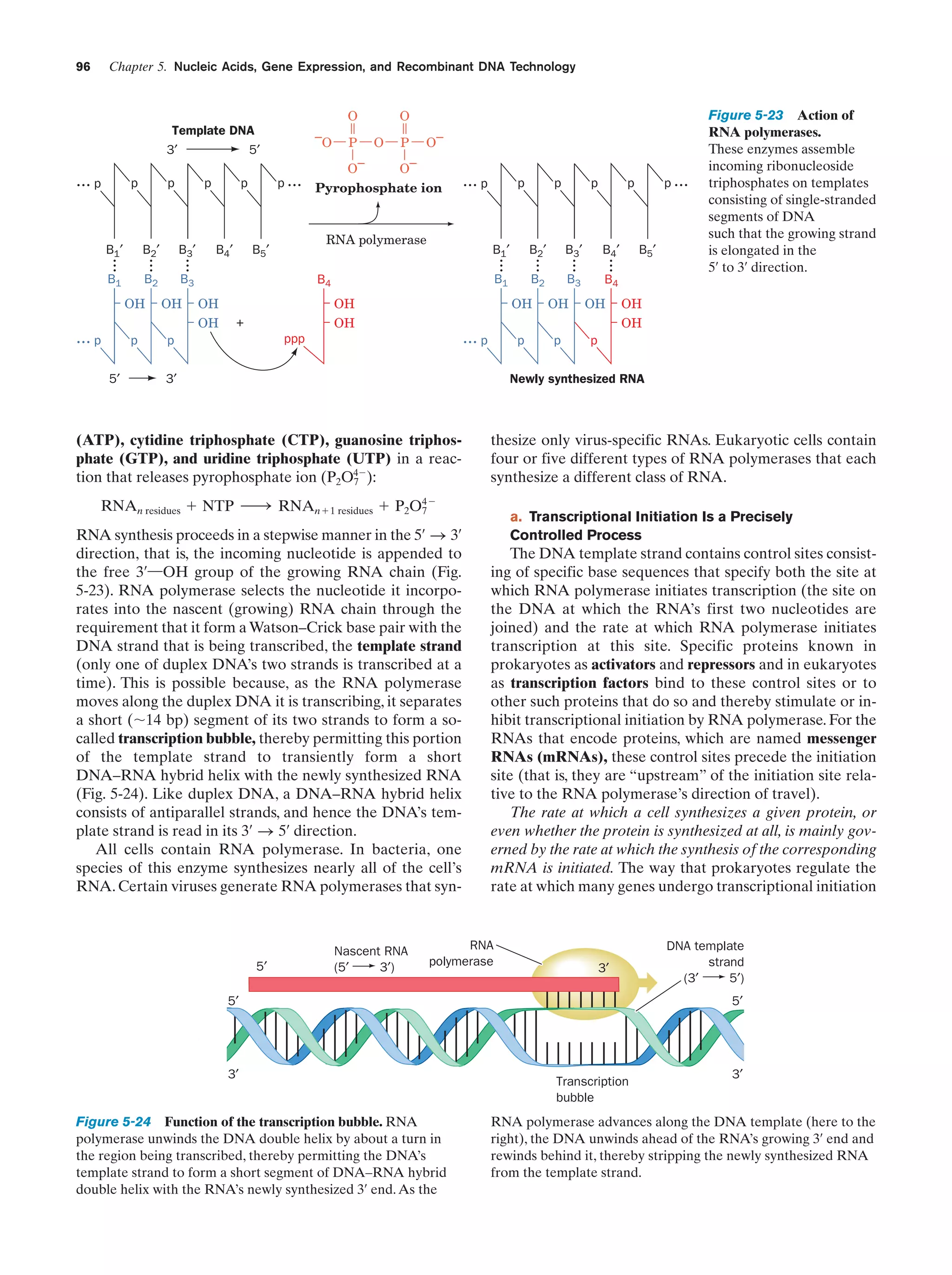 Chapter 5. Nucleic Acids, Gene Expression, and Recombinant DNA Technology

96

O

Template DNA
3′

... p

p

–
O

5′

p

p

B1′

B2′

B3′

B1

B2

p ...

p

.
.
.

OH

... p

p
5′

.
.
.

OH

B4′

O

P

O–

O–

O–
Pyrophosphate ion

... p

RNA polymerase

B3

.
.
.

P

O

B5′

p

B2′

B 3′

B1

B2

B3

.
.
.

OH
OH

+

.
.
.

B4′

.
.
.

B 5′

.
.
.

B4

OH

OH

p

... p

p ...

p

OH

ppp

p

p

B1′

B4
OH
OH

p

p

Figure 5-23 Action of
RNA polymerases.
These enzymes assemble
incoming ribonucleoside
triphosphates on templates
consisting of single-stranded
segments of DNA
such that the growing strand
is elongated in the
5¿ to 3¿ direction.

OH
OH

p

Newly synthesized RNA

3′

(ATP), cytidine triphosphate (CTP), guanosine triphosphate (GTP), and uridine triphosphate (UTP) in a reaction that releases pyrophosphate ion (P2O4Ϫ):
7

thesize only virus-specific RNAs. Eukaryotic cells contain
four or five different types of RNA polymerases that each
synthesize a different class of RNA.

RNAn residues ϩ NTP ¡ RNAnϩ1 residues ϩ P2O4Ϫ
7
RNA synthesis proceeds in a stepwise manner in the 5¿ S 3¿
direction, that is, the incoming nucleotide is appended to
the free 3¿¬OH group of the growing RNA chain (Fig.
5-23). RNA polymerase selects the nucleotide it incorporates into the nascent (growing) RNA chain through the
requirement that it form a Watson–Crick base pair with the
DNA strand that is being transcribed, the template strand
(only one of duplex DNA’s two strands is transcribed at a
time). This is possible because, as the RNA polymerase
moves along the duplex DNA it is transcribing, it separates
a short (ϳ14 bp) segment of its two strands to form a socalled transcription bubble, thereby permitting this portion
of the template strand to transiently form a short
DNA–RNA hybrid helix with the newly synthesized RNA
(Fig. 5-24). Like duplex DNA, a DNA–RNA hybrid helix
consists of antiparallel strands, and hence the DNA’s template strand is read in its 3¿ S 5¿ direction.
All cells contain RNA polymerase. In bacteria, one
species of this enzyme synthesizes nearly all of the cell’s
RNA. Certain viruses generate RNA polymerases that syn-

5′

Nascent RNA
(5′
3′)

a. Transcriptional Initiation Is a Precisely
Controlled Process

The DNA template strand contains control sites consisting of specific base sequences that specify both the site at
which RNA polymerase initiates transcription (the site on
the DNA at which the RNA’s first two nucleotides are
joined) and the rate at which RNA polymerase initiates
transcription at this site. Specific proteins known in
prokaryotes as activators and repressors and in eukaryotes
as transcription factors bind to these control sites or to
other such proteins that do so and thereby stimulate or inhibit transcriptional initiation by RNA polymerase. For the
RNAs that encode proteins, which are named messenger
RNAs (mRNAs), these control sites precede the initiation
site (that is, they are “upstream” of the initiation site relative to the RNA polymerase’s direction of travel).
The rate at which a cell synthesizes a given protein, or
even whether the protein is synthesized at all, is mainly governed by the rate at which the synthesis of the corresponding
mRNA is initiated. The way that prokaryotes regulate the
rate at which many genes undergo transcriptional initiation

RNA
polymerase

3′

5′

5′

3′

Figure 5-24 Function of the transcription bubble. RNA
polymerase unwinds the DNA double helix by about a turn in
the region being transcribed, thereby permitting the DNA’s
template strand to form a short segment of DNA–RNA hybrid
double helix with the RNA’s newly synthesized 3¿ end. As the

DNA template
strand
(3′
5′)

Transcription
bubble

3′

RNA polymerase advances along the DNA template (here to the
right), the DNA unwinds ahead of the RNA’s growing 3¿ end and
rewinds behind it, thereby stripping the newly synthesized RNA
from the template strand.

 