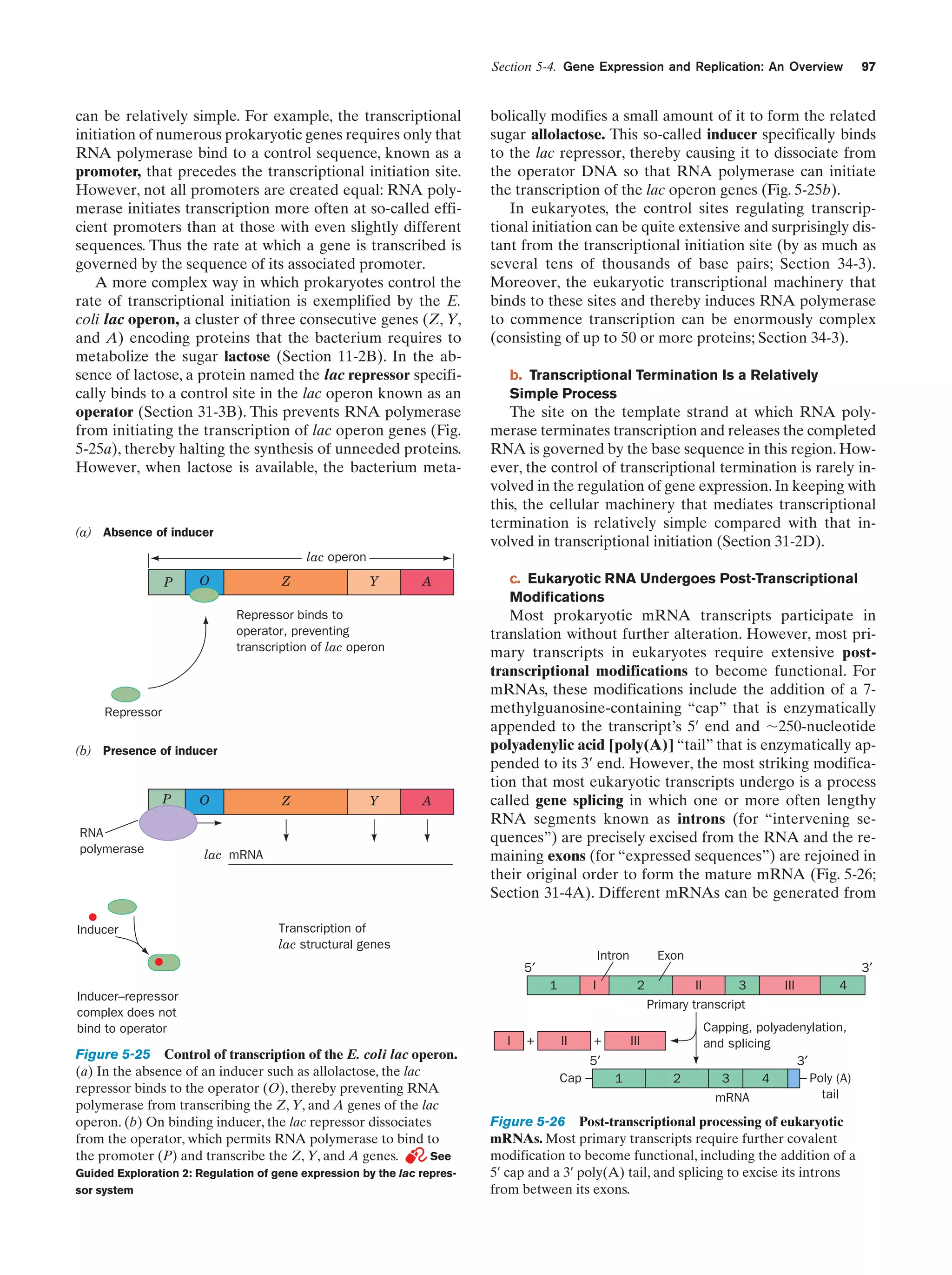Section 5-4. Gene Expression and Replication: An Overview

can be relatively simple. For example, the transcriptional
initiation of numerous prokaryotic genes requires only that
RNA polymerase bind to a control sequence, known as a
promoter, that precedes the transcriptional initiation site.
However, not all promoters are created equal: RNA polymerase initiates transcription more often at so-called efficient promoters than at those with even slightly different
sequences. Thus the rate at which a gene is transcribed is
governed by the sequence of its associated promoter.
A more complex way in which prokaryotes control the
rate of transcriptional initiation is exemplified by the E.
coli lac operon, a cluster of three consecutive genes (Z, Y,
and A) encoding proteins that the bacterium requires to
metabolize the sugar lactose (Section 11-2B). In the absence of lactose, a protein named the lac repressor specifically binds to a control site in the lac operon known as an
operator (Section 31-3B). This prevents RNA polymerase
from initiating the transcription of lac operon genes (Fig.
5-25a), thereby halting the synthesis of unneeded proteins.
However, when lactose is available, the bacterium meta-

(a) Absence of inducer

97

bolically modifies a small amount of it to form the related
sugar allolactose. This so-called inducer specifically binds
to the lac repressor, thereby causing it to dissociate from
the operator DNA so that RNA polymerase can initiate
the transcription of the lac operon genes (Fig. 5-25b).
In eukaryotes, the control sites regulating transcriptional initiation can be quite extensive and surprisingly distant from the transcriptional initiation site (by as much as
several tens of thousands of base pairs; Section 34-3).
Moreover, the eukaryotic transcriptional machinery that
binds to these sites and thereby induces RNA polymerase
to commence transcription can be enormously complex
(consisting of up to 50 or more proteins; Section 34-3).
b. Transcriptional Termination Is a Relatively
Simple Process

The site on the template strand at which RNA polymerase terminates transcription and releases the completed
RNA is governed by the base sequence in this region. However, the control of transcriptional termination is rarely involved in the regulation of gene expression. In keeping with
this, the cellular machinery that mediates transcriptional
termination is relatively simple compared with that involved in transcriptional initiation (Section 31-2D).

lac operon
P

O

Z

Y

A

Repressor binds to
operator, preventing
transcription of lac operon

Repressor
(b) Presence of inducer

P
RNA
polymerase

Inducer

O

Z

Y

A

lac mRNA

c. Eukaryotic RNA Undergoes Post-Transcriptional
Modifications

Most prokaryotic mRNA transcripts participate in
translation without further alteration. However, most primary transcripts in eukaryotes require extensive posttranscriptional modifications to become functional. For
mRNAs, these modifications include the addition of a 7methylguanosine-containing “cap” that is enzymatically
appended to the transcript’s 5¿ end and ϳ250-nucleotide
polyadenylic acid [poly(A)] “tail” that is enzymatically appended to its 3¿ end. However, the most striking modification that most eukaryotic transcripts undergo is a process
called gene splicing in which one or more often lengthy
RNA segments known as introns (for “intervening sequences”) are precisely excised from the RNA and the remaining exons (for “expressed sequences”) are rejoined in
their original order to form the mature mRNA (Fig. 5-26;
Section 31-4A). Different mRNAs can be generated from

Transcription of
lac structural genes

Intron

Exon

5′
Inducer–repressor
complex does not
bind to operator
I

Figure 5-25 Control of transcription of the E. coli lac operon.
(a) In the absence of an inducer such as allolactose, the lac
repressor binds to the operator (O), thereby preventing RNA
polymerase from transcribing the Z, Y, and A genes of the lac
operon. (b) On binding inducer, the lac repressor dissociates
from the operator, which permits RNA polymerase to bind to
the promoter (P) and transcribe the Z, Y, and A genes.
See
Guided Exploration 2: Regulation of gene expression by the lac repressor system

3′
I

1

+

II

2

+

II
3
Primary transcript

III

5′
Cap

1

2

III

4

Capping, polyadenylation,
and splicing
3′
Poly (A)
3
4
tail
mRNA

Figure 5-26 Post-transcriptional processing of eukaryotic
mRNAs. Most primary transcripts require further covalent
modification to become functional, including the addition of a
5¿ cap and a 3¿ poly(A) tail, and splicing to excise its introns
from between its exons.

 