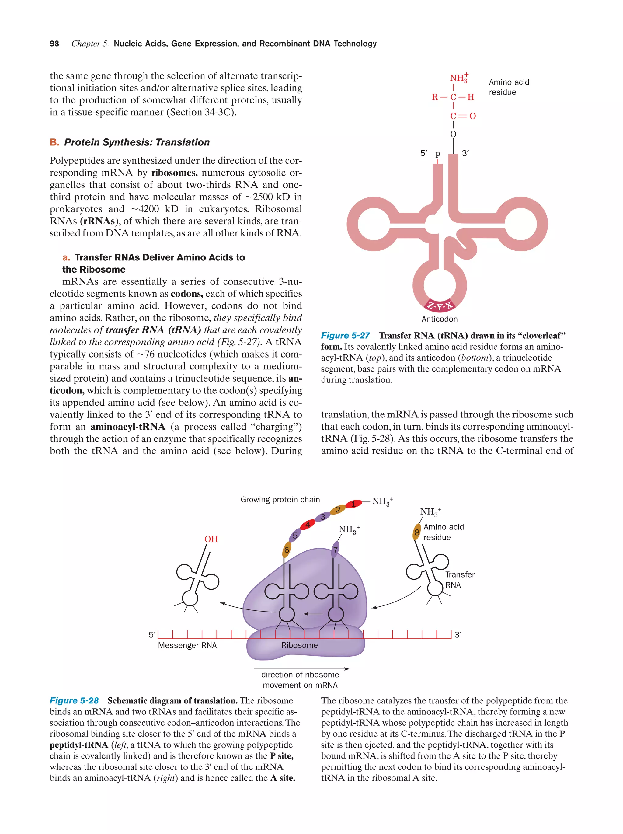 98

Chapter 5. Nucleic Acids, Gene Expression, and Recombinant DNA Technology
NH+
3

the same gene through the selection of alternate transcriptional initiation sites and/or alternative splice sites, leading
to the production of somewhat different proteins, usually
in a tissue-specific manner (Section 34-3C).

R

C

H

C

Amino acid
residue

O

O

B. Protein Synthesis: Translation
5′ p

Polypeptides are synthesized under the direction of the corresponding mRNA by ribosomes, numerous cytosolic organelles that consist of about two-thirds RNA and onethird protein and have molecular masses of ϳ2500 kD in
prokaryotes and ϳ4200 kD in eukaryotes. Ribosomal
RNAs (rRNAs), of which there are several kinds, are transcribed from DNA templates, as are all other kinds of RNA.

3′

a. Transfer RNAs Deliver Amino Acids to
the Ribosome

mRNAs are essentially a series of consecutive 3-nucleotide segments known as codons, each of which specifies
a particular amino acid. However, codons do not bind
amino acids. Rather, on the ribosome, they specifically bind
molecules of transfer RNA (tRNA) that are each covalently
linked to the corresponding amino acid (Fig. 5-27). A tRNA
typically consists of ϳ76 nucleotides (which makes it comparable in mass and structural complexity to a mediumsized protein) and contains a trinucleotide sequence, its anticodon, which is complementary to the codon(s) specifying
its appended amino acid (see below). An amino acid is covalently linked to the 3¿ end of its corresponding tRNA to
form an aminoacyl-tRNA (a process called “charging”)
through the action of an enzyme that specifically recognizes
both the tRNA and the amino acid (see below). During

Z -Y- X

Anticodon

Figure 5-27 Transfer RNA (tRNA) drawn in its “cloverleaf”
form. Its covalently linked amino acid residue forms an aminoacyl-tRNA (top), and its anticodon (bottom), a trinucleotide
segment, base pairs with the complementary codon on mRNA
during translation.

translation, the mRNA is passed through the ribosome such
that each codon, in turn, binds its corresponding aminoacyltRNA (Fig. 5-28). As this occurs, the ribosome transfers the
amino acid residue on the tRNA to the C-terminal end of

Growing protein chain
4

3

2

NH3+

5

OH

6

1

NH3+

NH3+

8

Amino acid
residue

7
Transfer
RNA

5′

3′
Messenger RNA

Ribosome

direction of ribosome
movement on mRNA

Figure 5-28 Schematic diagram of translation. The ribosome
binds an mRNA and two tRNAs and facilitates their specific association through consecutive codon–anticodon interactions. The
ribosomal binding site closer to the 5¿ end of the mRNA binds a
peptidyl-tRNA (left, a tRNA to which the growing polypeptide
chain is covalently linked) and is therefore known as the P site,
whereas the ribosomal site closer to the 3¿ end of the mRNA
binds an aminoacyl-tRNA (right) and is hence called the A site.

The ribosome catalyzes the transfer of the polypeptide from the
peptidyl-tRNA to the aminoacyl-tRNA, thereby forming a new
peptidyl-tRNA whose polypeptide chain has increased in length
by one residue at its C-terminus. The discharged tRNA in the P
site is then ejected, and the peptidyl-tRNA, together with its
bound mRNA, is shifted from the A site to the P site, thereby
permitting the next codon to bind its corresponding aminoacyltRNA in the ribosomal A site.

 