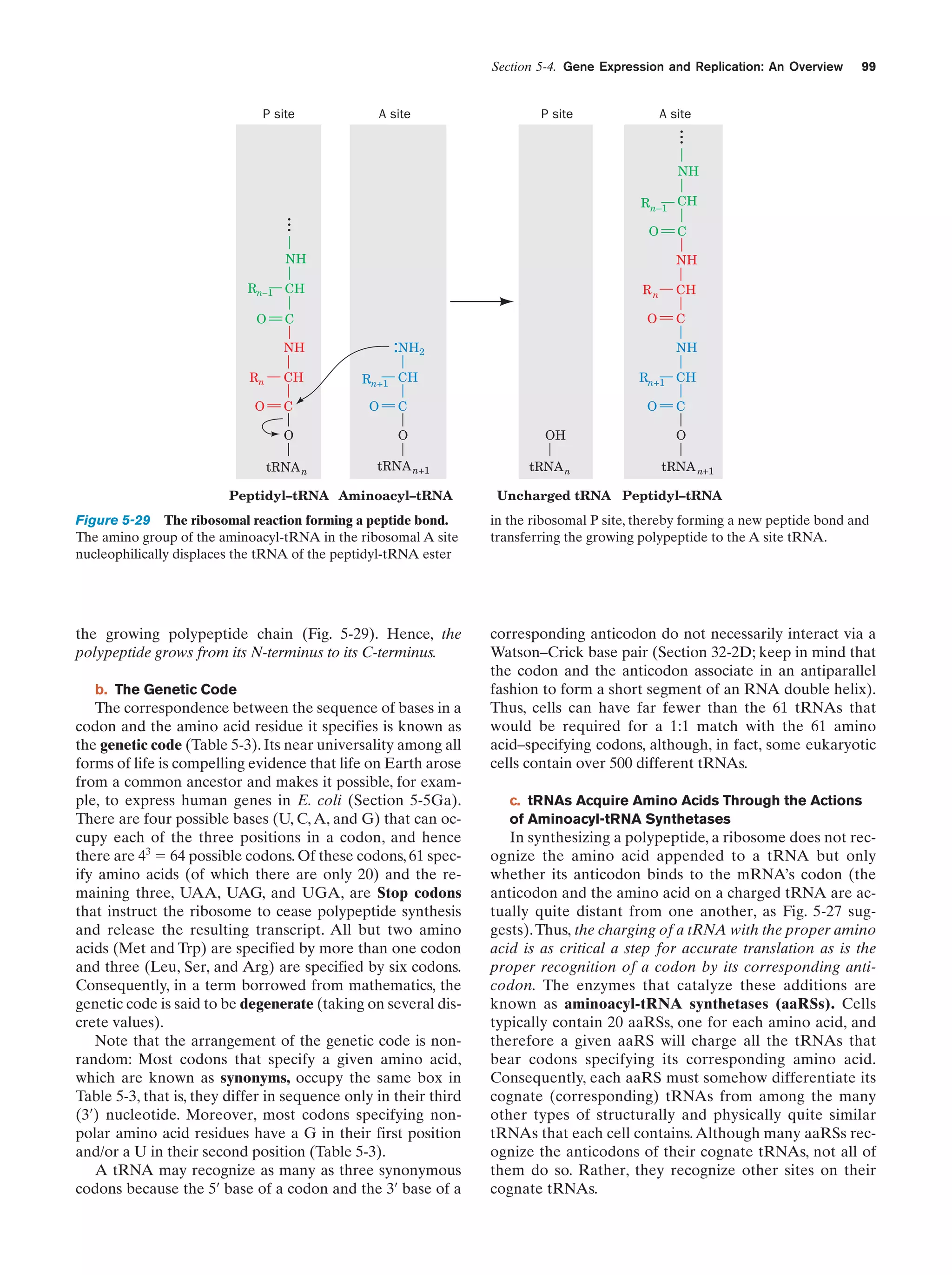 Section 5-4. Gene Expression and Replication: An Overview

A site

P site

A site

...

P site

99

NH

...

Rn–1 CH
O

NH

NH

Rn–1 CH
O

Rn
O

C

:NH2

NH

Rn
O

CH
C

C

Rn+1 CH

C

O

O

tRNA n

tRNA n+1

Peptidyl–tRNA Aminoacyl–tRNA

C
NH

Rn+1 CH
O

CH

O
OH
tRNA n

C
O
tRNA n+1

Uncharged tRNA Peptidyl–tRNA

Figure 5-29 The ribosomal reaction forming a peptide bond.
The amino group of the aminoacyl-tRNA in the ribosomal A site
nucleophilically displaces the tRNA of the peptidyl-tRNA ester

in the ribosomal P site, thereby forming a new peptide bond and
transferring the growing polypeptide to the A site tRNA.

the growing polypeptide chain (Fig. 5-29). Hence, the
polypeptide grows from its N-terminus to its C-terminus.

corresponding anticodon do not necessarily interact via a
Watson–Crick base pair (Section 32-2D; keep in mind that
the codon and the anticodon associate in an antiparallel
fashion to form a short segment of an RNA double helix).
Thus, cells can have far fewer than the 61 tRNAs that
would be required for a 1:1 match with the 61 amino
acid–specifying codons, although, in fact, some eukaryotic
cells contain over 500 different tRNAs.

b. The Genetic Code

The correspondence between the sequence of bases in a
codon and the amino acid residue it specifies is known as
the genetic code (Table 5-3). Its near universality among all
forms of life is compelling evidence that life on Earth arose
from a common ancestor and makes it possible, for example, to express human genes in E. coli (Section 5-5Ga).
There are four possible bases (U, C, A, and G) that can occupy each of the three positions in a codon, and hence
there are 43 ϭ 64 possible codons. Of these codons, 61 specify amino acids (of which there are only 20) and the remaining three, UAA, UAG, and UGA, are Stop codons
that instruct the ribosome to cease polypeptide synthesis
and release the resulting transcript. All but two amino
acids (Met and Trp) are specified by more than one codon
and three (Leu, Ser, and Arg) are specified by six codons.
Consequently, in a term borrowed from mathematics, the
genetic code is said to be degenerate (taking on several discrete values).
Note that the arrangement of the genetic code is nonrandom: Most codons that specify a given amino acid,
which are known as synonyms, occupy the same box in
Table 5-3, that is, they differ in sequence only in their third
(3¿) nucleotide. Moreover, most codons specifying nonpolar amino acid residues have a G in their first position
and/or a U in their second position (Table 5-3).
A tRNA may recognize as many as three synonymous
codons because the 5¿ base of a codon and the 3¿ base of a

c. tRNAs Acquire Amino Acids Through the Actions
of Aminoacyl-tRNA Synthetases

In synthesizing a polypeptide, a ribosome does not recognize the amino acid appended to a tRNA but only
whether its anticodon binds to the mRNA’s codon (the
anticodon and the amino acid on a charged tRNA are actually quite distant from one another, as Fig. 5-27 suggests). Thus, the charging of a tRNA with the proper amino
acid is as critical a step for accurate translation as is the
proper recognition of a codon by its corresponding anticodon. The enzymes that catalyze these additions are
known as aminoacyl-tRNA synthetases (aaRSs). Cells
typically contain 20 aaRSs, one for each amino acid, and
therefore a given aaRS will charge all the tRNAs that
bear codons specifying its corresponding amino acid.
Consequently, each aaRS must somehow differentiate its
cognate (corresponding) tRNAs from among the many
other types of structurally and physically quite similar
tRNAs that each cell contains. Although many aaRSs recognize the anticodons of their cognate tRNAs, not all of
them do so. Rather, they recognize other sites on their
cognate tRNAs.

 