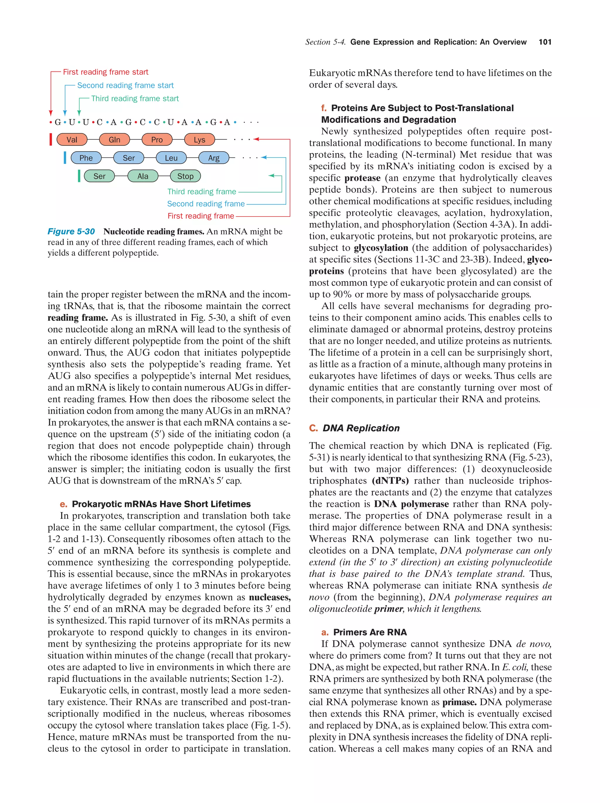 Section 5-4. Gene Expression and Replication: An Overview

First reading frame start

101

Eukaryotic mRNAs therefore tend to have lifetimes on the
order of several days.

Second reading frame start
Third reading frame start
G U U C A
Val

G C

Gln
Phe

Pro
Ser

Ser

C U A A

Ala

. . .

Lys
Leu

. . .

G A

Arg

. . .

Stop
Third reading frame
Second reading frame
First reading frame

Figure 5-30 Nucleotide reading frames. An mRNA might be
read in any of three different reading frames, each of which
yields a different polypeptide.

tain the proper register between the mRNA and the incoming tRNAs, that is, that the ribosome maintain the correct
reading frame. As is illustrated in Fig. 5-30, a shift of even
one nucleotide along an mRNA will lead to the synthesis of
an entirely different polypeptide from the point of the shift
onward. Thus, the AUG codon that initiates polypeptide
synthesis also sets the polypeptide’s reading frame. Yet
AUG also specifies a polypeptide’s internal Met residues,
and an mRNA is likely to contain numerous AUGs in different reading frames. How then does the ribosome select the
initiation codon from among the many AUGs in an mRNA?
In prokaryotes, the answer is that each mRNA contains a sequence on the upstream (5¿) side of the initiating codon (a
region that does not encode polypeptide chain) through
which the ribosome identifies this codon. In eukaryotes, the
answer is simpler; the initiating codon is usually the first
AUG that is downstream of the mRNA’s 5¿ cap.
e. Prokaryotic mRNAs Have Short Lifetimes

In prokaryotes, transcription and translation both take
place in the same cellular compartment, the cytosol (Figs.
1-2 and 1-13). Consequently ribosomes often attach to the
5¿ end of an mRNA before its synthesis is complete and
commence synthesizing the corresponding polypeptide.
This is essential because, since the mRNAs in prokaryotes
have average lifetimes of only 1 to 3 minutes before being
hydrolytically degraded by enzymes known as nucleases,
the 5¿ end of an mRNA may be degraded before its 3¿ end
is synthesized. This rapid turnover of its mRNAs permits a
prokaryote to respond quickly to changes in its environment by synthesizing the proteins appropriate for its new
situation within minutes of the change (recall that prokaryotes are adapted to live in environments in which there are
rapid fluctuations in the available nutrients; Section 1-2).
Eukaryotic cells, in contrast, mostly lead a more sedentary existence. Their RNAs are transcribed and post-transcriptionally modified in the nucleus, whereas ribosomes
occupy the cytosol where translation takes place (Fig. 1-5).
Hence, mature mRNAs must be transported from the nucleus to the cytosol in order to participate in translation.

f. Proteins Are Subject to Post-Translational
Modifications and Degradation

Newly synthesized polypeptides often require posttranslational modifications to become functional. In many
proteins, the leading (N-terminal) Met residue that was
specified by its mRNA’s initiating codon is excised by a
specific protease (an enzyme that hydrolytically cleaves
peptide bonds). Proteins are then subject to numerous
other chemical modifications at specific residues, including
specific proteolytic cleavages, acylation, hydroxylation,
methylation, and phosphorylation (Section 4-3A). In addition, eukaryotic proteins, but not prokaryotic proteins, are
subject to glycosylation (the addition of polysaccharides)
at specific sites (Sections 11-3C and 23-3B). Indeed, glycoproteins (proteins that have been glycosylated) are the
most common type of eukaryotic protein and can consist of
up to 90% or more by mass of polysaccharide groups.
All cells have several mechanisms for degrading proteins to their component amino acids. This enables cells to
eliminate damaged or abnormal proteins, destroy proteins
that are no longer needed, and utilize proteins as nutrients.
The lifetime of a protein in a cell can be surprisingly short,
as little as a fraction of a minute, although many proteins in
eukaryotes have lifetimes of days or weeks. Thus cells are
dynamic entities that are constantly turning over most of
their components, in particular their RNA and proteins.
C. DNA Replication
The chemical reaction by which DNA is replicated (Fig.
5-31) is nearly identical to that synthesizing RNA (Fig. 5-23),
but with two major differences: (1) deoxynucleoside
triphosphates (dNTPs) rather than nucleoside triphosphates are the reactants and (2) the enzyme that catalyzes
the reaction is DNA polymerase rather than RNA polymerase. The properties of DNA polymerase result in a
third major difference between RNA and DNA synthesis:
Whereas RNA polymerase can link together two nucleotides on a DNA template, DNA polymerase can only
extend (in the 5¿ to 3¿ direction) an existing polynucleotide
that is base paired to the DNA’s template strand. Thus,
whereas RNA polymerase can initiate RNA synthesis de
novo (from the beginning), DNA polymerase requires an
oligonucleotide primer, which it lengthens.
a. Primers Are RNA

If DNA polymerase cannot synthesize DNA de novo,
where do primers come from? It turns out that they are not
DNA, as might be expected, but rather RNA. In E. coli, these
RNA primers are synthesized by both RNA polymerase (the
same enzyme that synthesizes all other RNAs) and by a special RNA polymerase known as primase. DNA polymerase
then extends this RNA primer, which is eventually excised
and replaced by DNA, as is explained below. This extra complexity in DNA synthesis increases the fidelity of DNA replication. Whereas a cell makes many copies of an RNA and

 