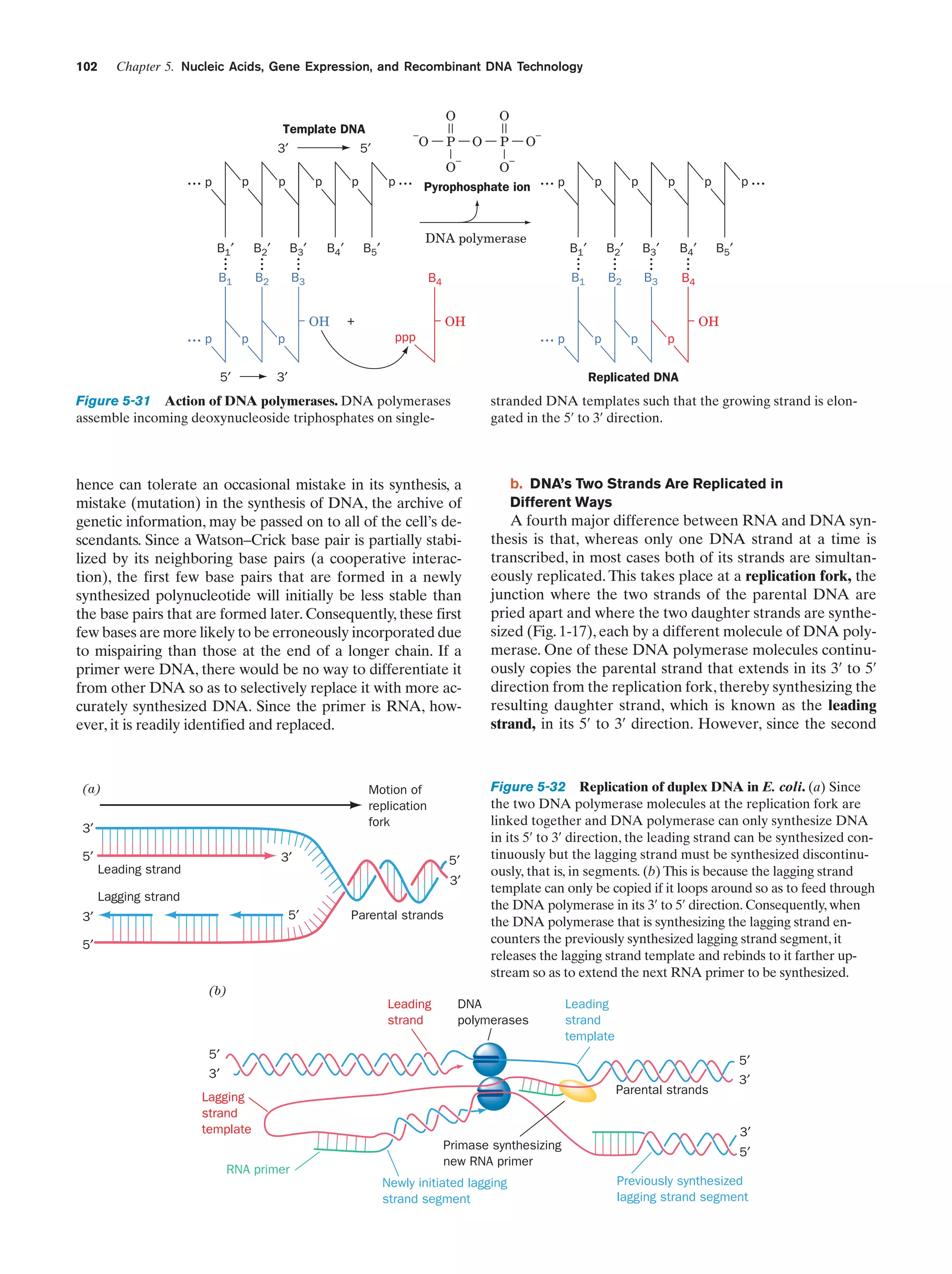 Chapter 5. Nucleic Acids, Gene Expression, and Recombinant DNA Technology

102

O

Template DNA
3′

... p

p

–

O

5′

p

p

B1′

B2′

B3′

B1

B2

.
.
.

.
.
.

B4′

p
5′

O
–

+

OH

p

p

p

p ...

p

B1′

B2′

B3′

B4′

B2

B3

B4

.
.
.

... p

ppp

p

... p

B1

.
.
.

.
.
.

B 5′

.
.
.

OH
p

p

p

Replicated DNA

3′

stranded DNA templates such that the growing strand is elongated in the 5¿ to 3¿ direction.

hence can tolerate an occasional mistake in its synthesis, a
mistake (mutation) in the synthesis of DNA, the archive of
genetic information, may be passed on to all of the cell’s descendants. Since a Watson–Crick base pair is partially stabilized by its neighboring base pairs (a cooperative interaction), the first few base pairs that are formed in a newly
synthesized polynucleotide will initially be less stable than
the base pairs that are formed later. Consequently, these first
few bases are more likely to be erroneously incorporated due
to mispairing than those at the end of a longer chain. If a
primer were DNA, there would be no way to differentiate it
from other DNA so as to selectively replace it with more accurately synthesized DNA. Since the primer is RNA, however, it is readily identified and replaced.

(a)

Motion of
replication
fork

3′
3′

5′

Leading strand

3′

Lagging strand
5′

3′

–

DNA polymerase

B5′

Figure 5-31 Action of DNA polymerases. DNA polymerases
assemble incoming deoxynucleoside triphosphates on single-

5′

–

O

P

B4
OH

... p

P

O
O
p ... Pyrophosphate ion

p

B3

.
.
.

O

Parental strands

5′

(b)

Leading
strand

b. DNA’s Two Strands Are Replicated in
Different Ways

A fourth major difference between RNA and DNA synthesis is that, whereas only one DNA strand at a time is
transcribed, in most cases both of its strands are simultaneously replicated. This takes place at a replication fork, the
junction where the two strands of the parental DNA are
pried apart and where the two daughter strands are synthesized (Fig. 1-17), each by a different molecule of DNA polymerase. One of these DNA polymerase molecules continuously copies the parental strand that extends in its 3¿ to 5¿
direction from the replication fork, thereby synthesizing the
resulting daughter strand, which is known as the leading
strand, in its 5¿ to 3¿ direction. However, since the second

Figure 5-32 Replication of duplex DNA in E. coli. (a) Since
the two DNA polymerase molecules at the replication fork are
linked together and DNA polymerase can only synthesize DNA
in its 5¿ to 3¿ direction, the leading strand can be synthesized continuously but the lagging strand must be synthesized discontinuously, that is, in segments. (b) This is because the lagging strand
template can only be copied if it loops around so as to feed through
the DNA polymerase in its 3¿ to 5¿ direction. Consequently, when
the DNA polymerase that is synthesizing the lagging strand encounters the previously synthesized lagging strand segment, it
releases the lagging strand template and rebinds to it farther upstream so as to extend the next RNA primer to be synthesized.

DNA
polymerases

Leading
strand
template

5′

5′

3′

Parental strands

Lagging
strand
template
RNA primer

3′

3′

Primase synthesizing
new RNA primer
Newly initiated lagging
strand segment

5′

Previously synthesized
lagging strand segment

 