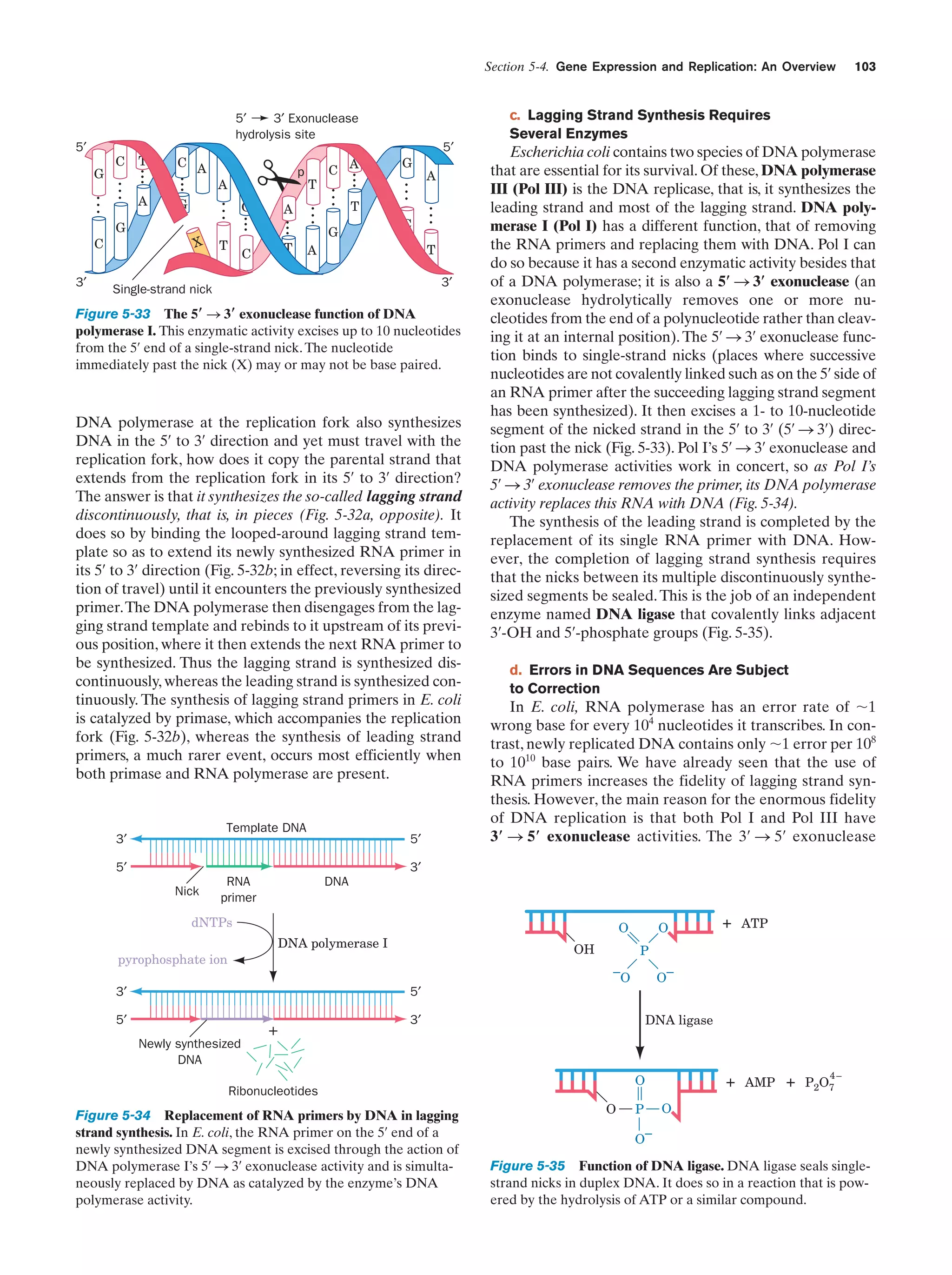 Section 5-4. Gene Expression and Replication: An Overview

c. Lagging Strand Synthesis Requires
Several Enzymes

5′
3′ Exonuclease
hydrolysis site

5′

T

A

X

T

T

A
T

C

G

C

A

...

G

T

G

...

3′

G

C A

...
...
...
...

C

G

p

...
...

A

5′

C A

...

...
...
...

G

C

T

A

3′

Single-strand nick

Figure 5-33 The 5؅ S 3؅ exonuclease function of DNA
polymerase I. This enzymatic activity excises up to 10 nucleotides
from the 5¿ end of a single-strand nick. The nucleotide
immediately past the nick (X) may or may not be base paired.

DNA polymerase at the replication fork also synthesizes
DNA in the 5¿ to 3¿ direction and yet must travel with the
replication fork, how does it copy the parental strand that
extends from the replication fork in its 5¿ to 3¿ direction?
The answer is that it synthesizes the so-called lagging strand
discontinuously, that is, in pieces (Fig. 5-32a, opposite). It
does so by binding the looped-around lagging strand template so as to extend its newly synthesized RNA primer in
its 5¿ to 3¿ direction (Fig. 5-32b; in effect, reversing its direction of travel) until it encounters the previously synthesized
primer.The DNA polymerase then disengages from the lagging strand template and rebinds to it upstream of its previous position, where it then extends the next RNA primer to
be synthesized. Thus the lagging strand is synthesized discontinuously, whereas the leading strand is synthesized continuously. The synthesis of lagging strand primers in E. coli
is catalyzed by primase, which accompanies the replication
fork (Fig. 5-32b), whereas the synthesis of leading strand
primers, a much rarer event, occurs most efficiently when
both primase and RNA polymerase are present.

Template DNA

3′

5′

5′

103

Escherichia coli contains two species of DNA polymerase
that are essential for its survival. Of these, DNA polymerase
III (Pol III) is the DNA replicase, that is, it synthesizes the
leading strand and most of the lagging strand. DNA polymerase I (Pol I) has a different function, that of removing
the RNA primers and replacing them with DNA. Pol I can
do so because it has a second enzymatic activity besides that
of a DNA polymerase; it is also a 5؅ S 3؅ exonuclease (an
exonuclease hydrolytically removes one or more nucleotides from the end of a polynucleotide rather than cleaving it at an internal position). The 5¿ S 3¿ exonuclease function binds to single-strand nicks (places where successive
nucleotides are not covalently linked such as on the 5¿ side of
an RNA primer after the succeeding lagging strand segment
has been synthesized). It then excises a 1- to 10-nucleotide
segment of the nicked strand in the 5¿ to 3¿ (5¿ S 3¿) direction past the nick (Fig. 5-33). Pol I’s 5¿ S 3¿ exonuclease and
DNA polymerase activities work in concert, so as Pol I’s
5¿ S 3¿ exonuclease removes the primer, its DNA polymerase
activity replaces this RNA with DNA (Fig. 5-34).
The synthesis of the leading strand is completed by the
replacement of its single RNA primer with DNA. However, the completion of lagging strand synthesis requires
that the nicks between its multiple discontinuously synthesized segments be sealed. This is the job of an independent
enzyme named DNA ligase that covalently links adjacent
3¿-OH and 5¿-phosphate groups (Fig. 5-35).
d. Errors in DNA Sequences Are Subject
to Correction

In E. coli, RNA polymerase has an error rate of ϳ1
wrong base for every 104 nucleotides it transcribes. In contrast, newly replicated DNA contains only ϳ1 error per 108
to 1010 base pairs. We have already seen that the use of
RNA primers increases the fidelity of lagging strand synthesis. However, the main reason for the enormous fidelity
of DNA replication is that both Pol I and Pol III have
3؅ S 5؅ exonuclease activities. The 3¿ S 5¿ exonuclease

3′
Nick

RNA
primer

DNA

dNTPs

O

DNA polymerase I

pyrophosphate ion

OH

+

ATP

+

O

AMP

P

O–

–O
5′

3′
5′

+

DNA ligase

3′

Newly synthesized
DNA

O

Ribonucleotides

Figure 5-34 Replacement of RNA primers by DNA in lagging
strand synthesis. In E. coli, the RNA primer on the 5¿ end of a
newly synthesized DNA segment is excised through the action of
DNA polymerase I’s 5¿ S 3¿ exonuclease activity and is simultaneously replaced by DNA as catalyzed by the enzyme’s DNA
polymerase activity.

O

P

+

4–

P2O7

O

O–

Figure 5-35 Function of DNA ligase. DNA ligase seals singlestrand nicks in duplex DNA. It does so in a reaction that is powered by the hydrolysis of ATP or a similar compound.

 