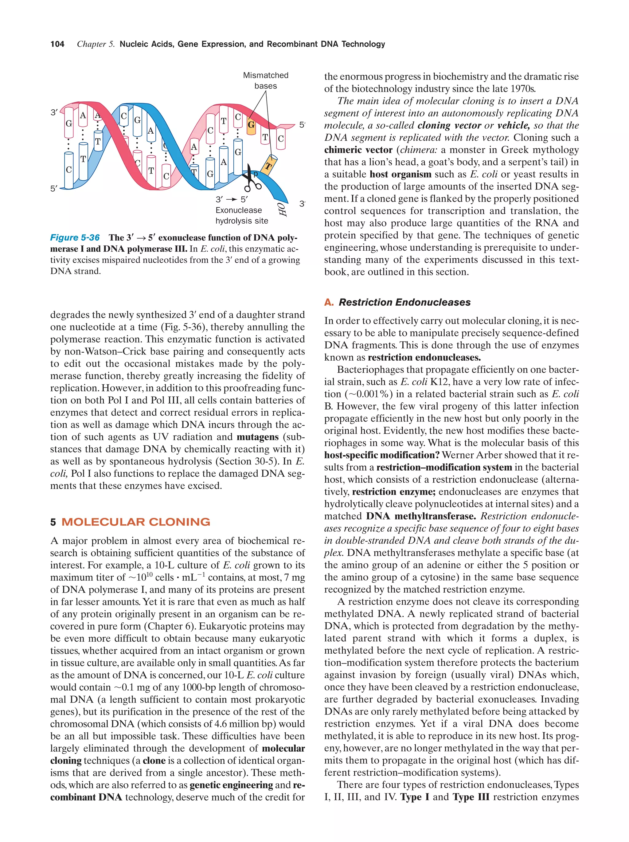 Chapter 5. Nucleic Acids, Gene Expression, and Recombinant DNA Technology

104

Mismatched
bases
3′

A

A

G

C

T

C

T C G

...
...
...
...

C

T

G

C

A

...
...
...

T

C G

...

...
...
...

G

A
T

A

G

5′

T

C

G

T
p

5′

OH

3′
5′
Exonuclease
hydrolysis site

3′

Figure 5-36 The 3؅ S 5؅ exonuclease function of DNA polymerase I and DNA polymerase III. In E. coli, this enzymatic activity excises mispaired nucleotides from the 3¿ end of a growing
DNA strand.

the enormous progress in biochemistry and the dramatic rise
of the biotechnology industry since the late 1970s.
The main idea of molecular cloning is to insert a DNA
segment of interest into an autonomously replicating DNA
molecule, a so-called cloning vector or vehicle, so that the
DNA segment is replicated with the vector. Cloning such a
chimeric vector (chimera: a monster in Greek mythology
that has a lion’s head, a goat’s body, and a serpent’s tail) in
a suitable host organism such as E. coli or yeast results in
the production of large amounts of the inserted DNA segment. If a cloned gene is flanked by the properly positioned
control sequences for transcription and translation, the
host may also produce large quantities of the RNA and
protein specified by that gene. The techniques of genetic
engineering, whose understanding is prerequisite to understanding many of the experiments discussed in this textbook, are outlined in this section.
A. Restriction Endonucleases

degrades the newly synthesized 3¿ end of a daughter strand
one nucleotide at a time (Fig. 5-36), thereby annulling the
polymerase reaction. This enzymatic function is activated
by non-Watson–Crick base pairing and consequently acts
to edit out the occasional mistakes made by the polymerase function, thereby greatly increasing the fidelity of
replication. However, in addition to this proofreading function on both Pol I and Pol III, all cells contain batteries of
enzymes that detect and correct residual errors in replication as well as damage which DNA incurs through the action of such agents as UV radiation and mutagens (substances that damage DNA by chemically reacting with it)
as well as by spontaneous hydrolysis (Section 30-5). In E.
coli, Pol I also functions to replace the damaged DNA segments that these enzymes have excised.

5 MOLECULAR CLONING
A major problem in almost every area of biochemical research is obtaining sufficient quantities of the substance of
interest. For example, a 10-L culture of E. coli grown to its
maximum titer of ϳ1010 cells ؒ mLϪ1 contains, at most, 7 mg
of DNA polymerase I, and many of its proteins are present
in far lesser amounts. Yet it is rare that even as much as half
of any protein originally present in an organism can be recovered in pure form (Chapter 6). Eukaryotic proteins may
be even more difficult to obtain because many eukaryotic
tissues, whether acquired from an intact organism or grown
in tissue culture, are available only in small quantities. As far
as the amount of DNA is concerned, our 10-L E. coli culture
would contain ϳ0.1 mg of any 1000-bp length of chromosomal DNA (a length sufficient to contain most prokaryotic
genes), but its purification in the presence of the rest of the
chromosomal DNA (which consists of 4.6 million bp) would
be an all but impossible task. These difficulties have been
largely eliminated through the development of molecular
cloning techniques (a clone is a collection of identical organisms that are derived from a single ancestor). These methods, which are also referred to as genetic engineering and recombinant DNA technology, deserve much of the credit for

In order to effectively carry out molecular cloning, it is necessary to be able to manipulate precisely sequence-defined
DNA fragments. This is done through the use of enzymes
known as restriction endonucleases.
Bacteriophages that propagate efficiently on one bacterial strain, such as E. coli K12, have a very low rate of infection (ϳ0.001%) in a related bacterial strain such as E. coli
B. However, the few viral progeny of this latter infection
propagate efficiently in the new host but only poorly in the
original host. Evidently, the new host modifies these bacteriophages in some way. What is the molecular basis of this
host-specific modification? Werner Arber showed that it results from a restriction–modification system in the bacterial
host, which consists of a restriction endonuclease (alternatively, restriction enzyme; endonucleases are enzymes that
hydrolytically cleave polynucleotides at internal sites) and a
matched DNA methyltransferase. Restriction endonucleases recognize a specific base sequence of four to eight bases
in double-stranded DNA and cleave both strands of the duplex. DNA methyltransferases methylate a specific base (at
the amino group of an adenine or either the 5 position or
the amino group of a cytosine) in the same base sequence
recognized by the matched restriction enzyme.
A restriction enzyme does not cleave its corresponding
methylated DNA. A newly replicated strand of bacterial
DNA, which is protected from degradation by the methylated parent strand with which it forms a duplex, is
methylated before the next cycle of replication. A restriction–modification system therefore protects the bacterium
against invasion by foreign (usually viral) DNAs which,
once they have been cleaved by a restriction endonuclease,
are further degraded by bacterial exonucleases. Invading
DNAs are only rarely methylated before being attacked by
restriction enzymes. Yet if a viral DNA does become
methylated, it is able to reproduce in its new host. Its progeny, however, are no longer methylated in the way that permits them to propagate in the original host (which has different restriction–modification systems).
There are four types of restriction endonucleases, Types
I, II, III, and IV. Type I and Type III restriction enzymes

 