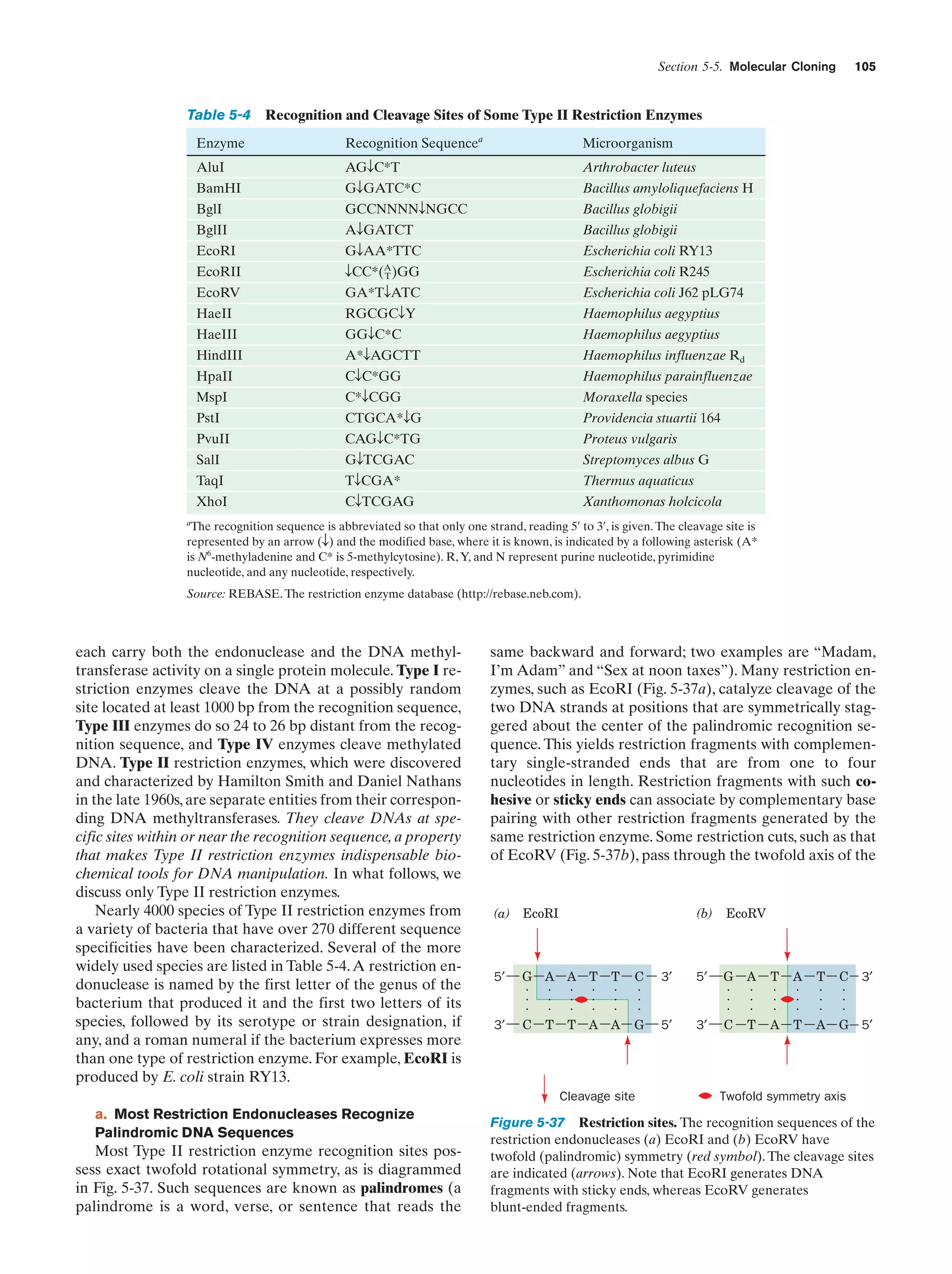 Section 5-5. Molecular Cloning

Table 5-4
Enzyme

105

Recognition and Cleavage Sites of Some Type II Restriction Enzymes
Recognition Sequencea

Microorganism

AluI

AGTC*T

Arthrobacter luteus

BamHI

GTGATC*C

Bacillus amyloliquefaciens H

BglI

GCCNNNNTNGCC

Bacillus globigii

BglII

ATGATCT

Bacillus globigii

EcoRI

GTAA*TTC

Escherichia coli RY13

EcoRII

TCC*(A )GG
T

Escherichia coli R245

EcoRV

GA*TTATC

Escherichia coli J62 pLG74

HaeII

RGCGCTY

Haemophilus aegyptius

HaeIII

GGTC*C

Haemophilus aegyptius

HindIII

A*TAGCTT

Haemophilus influenzae Rd

HpaII

CTC*GG

Haemophilus parainfluenzae

MspI

C*TCGG

Moraxella species

PstI

CTGCA*TG

Providencia stuartii 164

PvuII

CAGTC*TG

Proteus vulgaris
Streptomyces albus G

SalI

GTTCGAC

TaqI

TTCGA*

Thermus aquaticus

XhoI

CTTCGAG

Xanthomonas holcicola

a
The recognition sequence is abbreviated so that only one strand, reading 5¿ to 3¿, is given. The cleavage site is
represented by an arrow (T) and the modified base, where it is known, is indicated by a following asterisk (A*
is N6-methyladenine and C* is 5-methylcytosine). R, Y, and N represent purine nucleotide, pyrimidine
nucleotide, and any nucleotide, respectively.

Source: REBASE. The restriction enzyme database (http://rebase.neb.com).

each carry both the endonuclease and the DNA methyltransferase activity on a single protein molecule. Type I restriction enzymes cleave the DNA at a possibly random
site located at least 1000 bp from the recognition sequence,
Type III enzymes do so 24 to 26 bp distant from the recognition sequence, and Type IV enzymes cleave methylated
DNA. Type II restriction enzymes, which were discovered
and characterized by Hamilton Smith and Daniel Nathans
in the late 1960s, are separate entities from their corresponding DNA methyltransferases. They cleave DNAs at specific sites within or near the recognition sequence, a property
that makes Type II restriction enzymes indispensable biochemical tools for DNA manipulation. In what follows, we
discuss only Type II restriction enzymes.
Nearly 4000 species of Type II restriction enzymes from
a variety of bacteria that have over 270 different sequence
specificities have been characterized. Several of the more
widely used species are listed in Table 5-4. A restriction endonuclease is named by the first letter of the genus of the
bacterium that produced it and the first two letters of its
species, followed by its serotype or strain designation, if
any, and a roman numeral if the bacterium expresses more
than one type of restriction enzyme. For example, EcoRI is
produced by E. coli strain RY13.

same backward and forward; two examples are “Madam,
I’m Adam” and “Sex at noon taxes”). Many restriction enzymes, such as EcoRI (Fig. 5-37a), catalyze cleavage of the
two DNA strands at positions that are symmetrically staggered about the center of the palindromic recognition sequence. This yields restriction fragments with complementary single-stranded ends that are from one to four
nucleotides in length. Restriction fragments with such cohesive or sticky ends can associate by complementary base
pairing with other restriction fragments generated by the
same restriction enzyme. Some restriction cuts, such as that
of EcoRV (Fig. 5-37b), pass through the twofold axis of the

(a)

EcoRI

5′

G A A T T
. . . . .
. . . . .
. . . . .
C T T A A

3′

(b)

C
.
.
.
G

Cleavage site

a. Most Restriction Endonucleases Recognize
Palindromic DNA Sequences

Most Type II restriction enzyme recognition sites possess exact twofold rotational symmetry, as is diagrammed
in Fig. 5-37. Such sequences are known as palindromes (a
palindrome is a word, verse, or sentence that reads the

EcoRV

3′

5′

5′

3′

G
.
.
.
C

A
.
.
.
T

T
.
.
.
A

A
.
.
.
T

T
.
.
.
A

C 3′
.
.
.
G 5′

Twofold symmetry axis

Figure 5-37 Restriction sites. The recognition sequences of the
restriction endonucleases (a) EcoRI and (b) EcoRV have
twofold (palindromic) symmetry (red symbol). The cleavage sites
are indicated (arrows). Note that EcoRI generates DNA
fragments with sticky ends, whereas EcoRV generates
blunt-ended fragments.

 