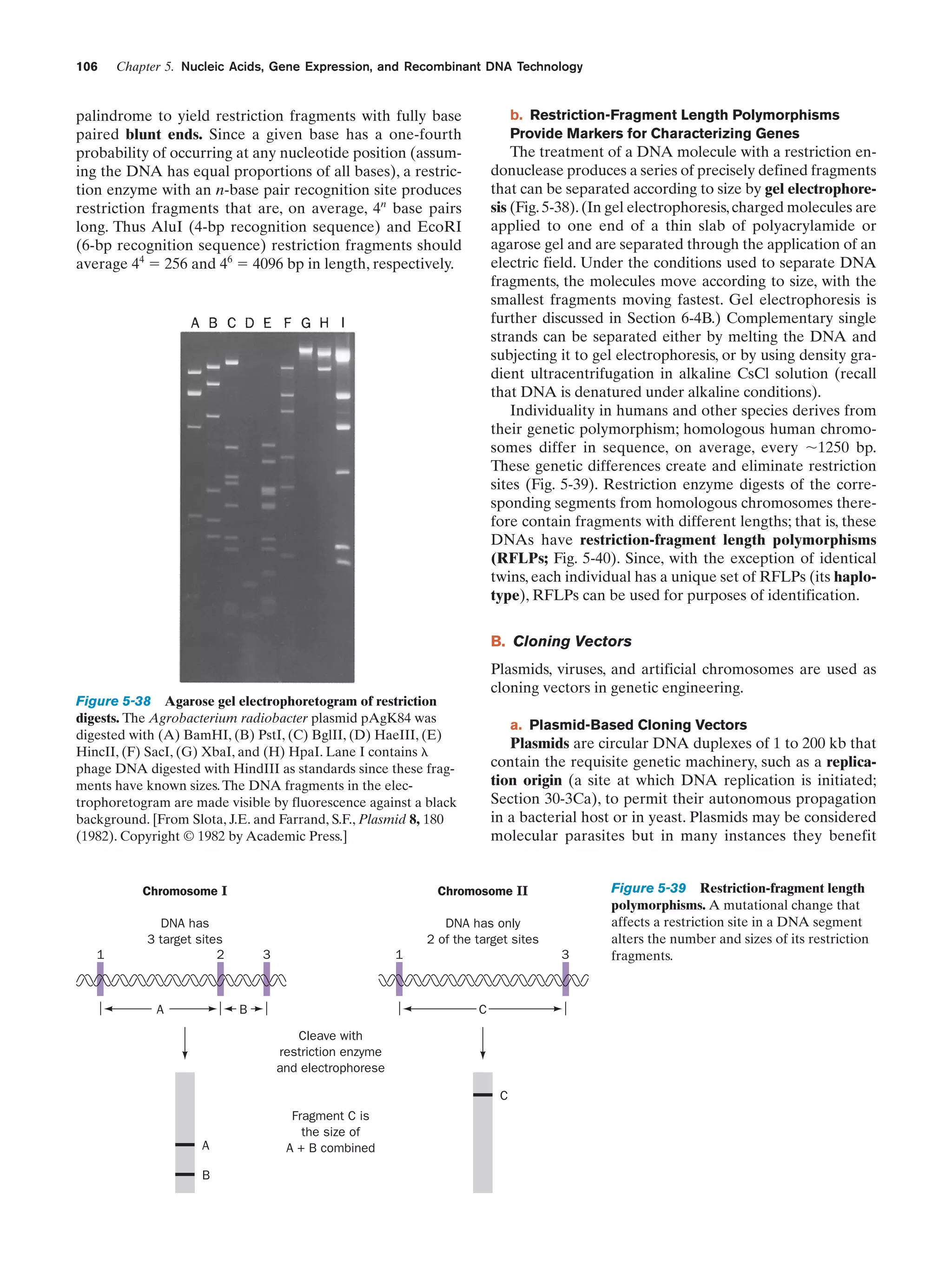 106

Chapter 5. Nucleic Acids, Gene Expression, and Recombinant DNA Technology

b. Restriction-Fragment Length Polymorphisms
Provide Markers for Characterizing Genes

palindrome to yield restriction fragments with fully base
paired blunt ends. Since a given base has a one-fourth
probability of occurring at any nucleotide position (assuming the DNA has equal proportions of all bases), a restriction enzyme with an n-base pair recognition site produces
restriction fragments that are, on average, 4n base pairs
long. Thus AluI (4-bp recognition sequence) and EcoRI
(6-bp recognition sequence) restriction fragments should
average 44 ϭ 256 and 46 ϭ 4096 bp in length, respectively.

The treatment of a DNA molecule with a restriction endonuclease produces a series of precisely defined fragments
that can be separated according to size by gel electrophoresis (Fig. 5-38). (In gel electrophoresis, charged molecules are
applied to one end of a thin slab of polyacrylamide or
agarose gel and are separated through the application of an
electric field. Under the conditions used to separate DNA
fragments, the molecules move according to size, with the
smallest fragments moving fastest. Gel electrophoresis is
further discussed in Section 6-4B.) Complementary single
strands can be separated either by melting the DNA and
subjecting it to gel electrophoresis, or by using density gradient ultracentrifugation in alkaline CsCl solution (recall
that DNA is denatured under alkaline conditions).
Individuality in humans and other species derives from
their genetic polymorphism; homologous human chromosomes differ in sequence, on average, every ϳ1250 bp.
These genetic differences create and eliminate restriction
sites (Fig. 5-39). Restriction enzyme digests of the corresponding segments from homologous chromosomes therefore contain fragments with different lengths; that is, these
DNAs have restriction-fragment length polymorphisms
(RFLPs; Fig. 5-40). Since, with the exception of identical
twins, each individual has a unique set of RFLPs (its haplotype), RFLPs can be used for purposes of identification.
B. Cloning Vectors
Plasmids, viruses, and artificial chromosomes are used as
cloning vectors in genetic engineering.

Figure 5-38 Agarose gel electrophoretogram of restriction
digests. The Agrobacterium radiobacter plasmid pAgK84 was
digested with (A) BamHI, (B) PstI, (C) BglII, (D) HaeIII, (E)
HincII, (F) SacI, (G) XbaI, and (H) HpaI. Lane I contains ␭
phage DNA digested with HindIII as standards since these fragments have known sizes. The DNA fragments in the electrophoretogram are made visible by fluorescence against a black
background. [From Slota, J.E. and Farrand, S.F., Plasmid 8, 180
(1982). Copyright © 1982 by Academic Press.]

a. Plasmid-Based Cloning Vectors

Plasmids are circular DNA duplexes of 1 to 200 kb that
contain the requisite genetic machinery, such as a replication origin (a site at which DNA replication is initiated;
Section 30-3Ca), to permit their autonomous propagation
in a bacterial host or in yeast. Plasmids may be considered
molecular parasites but in many instances they benefit

Chromosome I

1

Chromosome II

DNA has
3 target sites
2

DNA has only
2 of the target sites

A

3

1

B

3

C
Cleave with
restriction enzyme
and electrophorese
C

A
B

Fragment C is
the size of
A + B combined

Figure 5-39 Restriction-fragment length
polymorphisms. A mutational change that
affects a restriction site in a DNA segment
alters the number and sizes of its restriction
fragments.

 