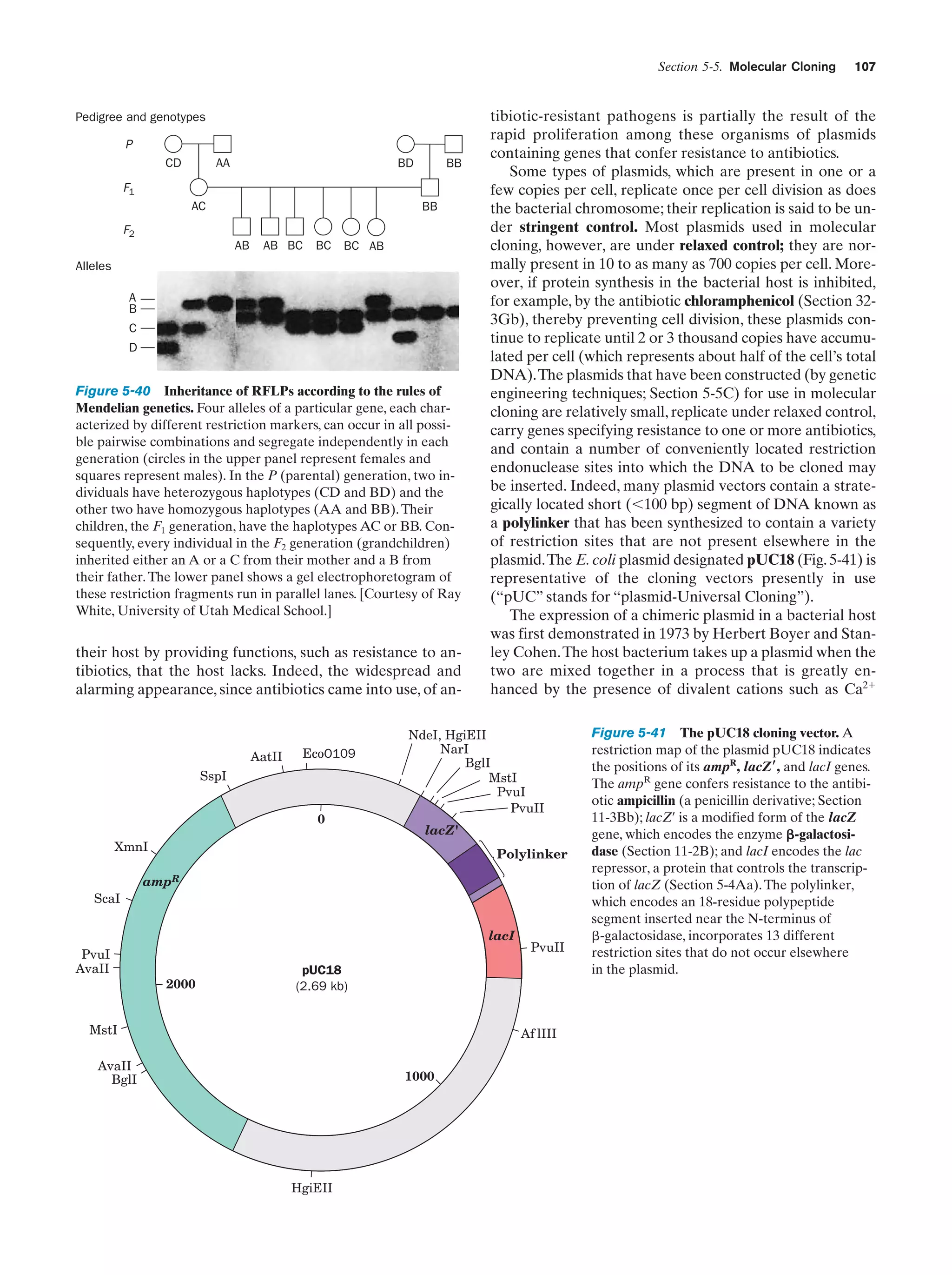 Section 5-5. Molecular Cloning

Pedigree and genotypes
P
CD

AA

BD

BB

F1
AC

BB

F2
AB

AB BC

BC BC AB

Alleles
A
B
C
D

Figure 5-40 Inheritance of RFLPs according to the rules of
Mendelian genetics. Four alleles of a particular gene, each characterized by different restriction markers, can occur in all possible pairwise combinations and segregate independently in each
generation (circles in the upper panel represent females and
squares represent males). In the P (parental) generation, two individuals have heterozygous haplotypes (CD and BD) and the
other two have homozygous haplotypes (AA and BB). Their
children, the F1 generation, have the haplotypes AC or BB. Consequently, every individual in the F2 generation (grandchildren)
inherited either an A or a C from their mother and a B from
their father. The lower panel shows a gel electrophoretogram of
these restriction fragments run in parallel lanes. [Courtesy of Ray
White, University of Utah Medical School.]

their host by providing functions, such as resistance to antibiotics, that the host lacks. Indeed, the widespread and
alarming appearance, since antibiotics came into use, of an-

AatII

EcoO109

SspI
0
XmnI

tibiotic-resistant pathogens is partially the result of the
rapid proliferation among these organisms of plasmids
containing genes that confer resistance to antibiotics.
Some types of plasmids, which are present in one or a
few copies per cell, replicate once per cell division as does
the bacterial chromosome; their replication is said to be under stringent control. Most plasmids used in molecular
cloning, however, are under relaxed control; they are normally present in 10 to as many as 700 copies per cell. Moreover, if protein synthesis in the bacterial host is inhibited,
for example, by the antibiotic chloramphenicol (Section 323Gb), thereby preventing cell division, these plasmids continue to replicate until 2 or 3 thousand copies have accumulated per cell (which represents about half of the cell’s total
DNA).The plasmids that have been constructed (by genetic
engineering techniques; Section 5-5C) for use in molecular
cloning are relatively small, replicate under relaxed control,
carry genes specifying resistance to one or more antibiotics,
and contain a number of conveniently located restriction
endonuclease sites into which the DNA to be cloned may
be inserted. Indeed, many plasmid vectors contain a strategically located short (Ͻ100 bp) segment of DNA known as
a polylinker that has been synthesized to contain a variety
of restriction sites that are not present elsewhere in the
plasmid.The E. coli plasmid designated pUC18 (Fig. 5-41) is
representative of the cloning vectors presently in use
(“pUC” stands for “plasmid-Universal Cloning”).
The expression of a chimeric plasmid in a bacterial host
was first demonstrated in 1973 by Herbert Boyer and Stanley Cohen.The host bacterium takes up a plasmid when the
two are mixed together in a process that is greatly enhanced by the presence of divalent cations such as Ca2ϩ

NdeI, HgiEII
NarI
BglI
MstI
PvuI
PvuII
lacZ'
Polylinker

ampR
ScaI
lacI
PvuI
AvaII
2000

PvuII

pUC18
(2.69 kb)

MstI

Af lIII

AvaII
BglI

1000

HgiEII

107

Figure 5-41 The pUC18 cloning vector. A
restriction map of the plasmid pUC18 indicates
the positions of its ampR, lacZ؅, and lacI genes.
The ampR gene confers resistance to the antibiotic ampicillin (a penicillin derivative; Section
11-3Bb); lacZ¿ is a modified form of the lacZ
gene, which encodes the enzyme ␤-galactosidase (Section 11-2B); and lacI encodes the lac
repressor, a protein that controls the transcription of lacZ (Section 5-4Aa). The polylinker,
which encodes an 18-residue polypeptide
segment inserted near the N-terminus of
␤-galactosidase, incorporates 13 different
restriction sites that do not occur elsewhere
in the plasmid.

 