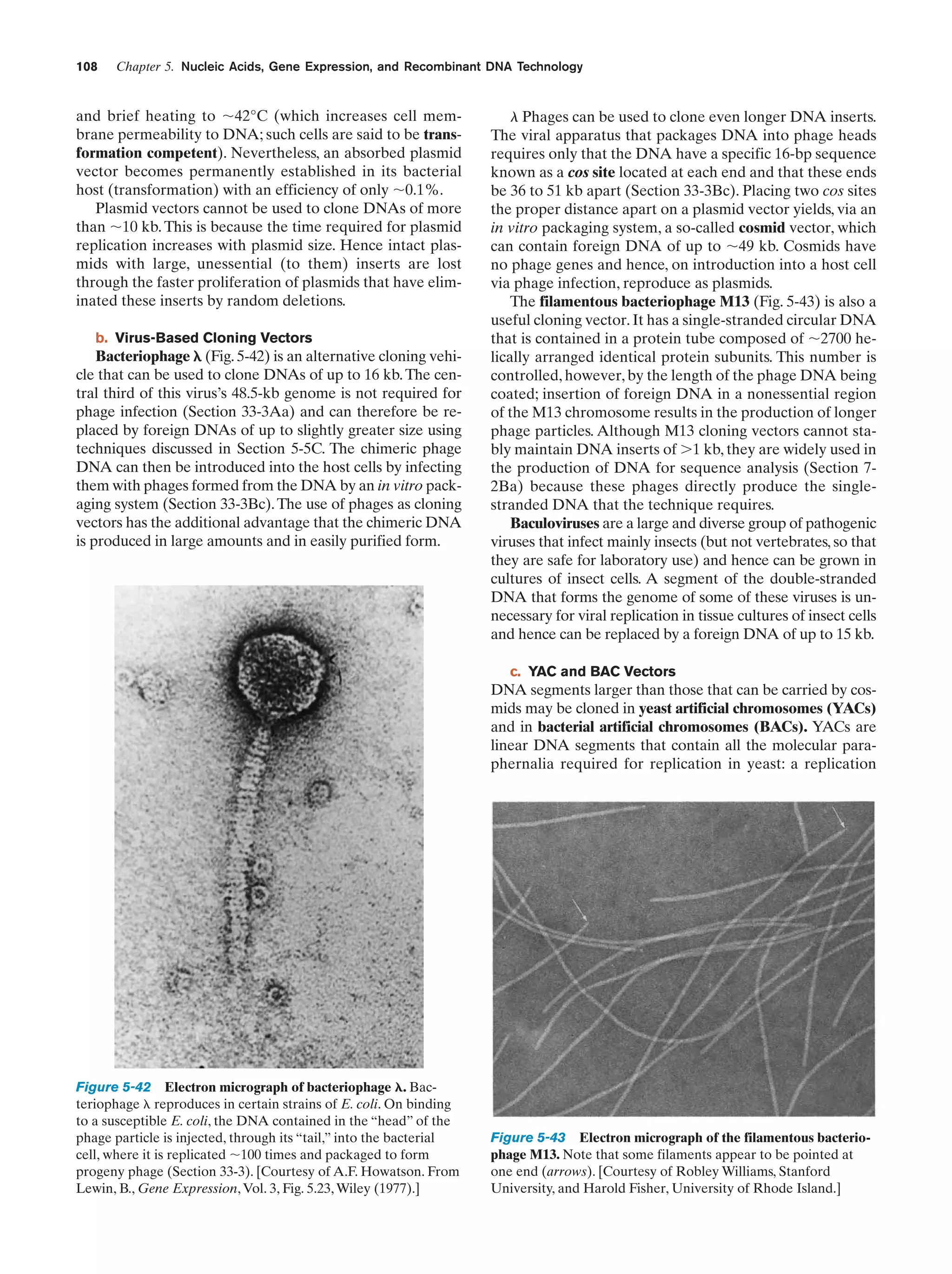 108

Chapter 5. Nucleic Acids, Gene Expression, and Recombinant DNA Technology

and brief heating to ϳ42°C (which increases cell membrane permeability to DNA; such cells are said to be transformation competent). Nevertheless, an absorbed plasmid
vector becomes permanently established in its bacterial
host (transformation) with an efficiency of only ϳ0.1%.
Plasmid vectors cannot be used to clone DNAs of more
than ϳ10 kb. This is because the time required for plasmid
replication increases with plasmid size. Hence intact plasmids with large, unessential (to them) inserts are lost
through the faster proliferation of plasmids that have eliminated these inserts by random deletions.
b. Virus-Based Cloning Vectors

Bacteriophage ␭ (Fig. 5-42) is an alternative cloning vehicle that can be used to clone DNAs of up to 16 kb. The central third of this virus’s 48.5-kb genome is not required for
phage infection (Section 33-3Aa) and can therefore be replaced by foreign DNAs of up to slightly greater size using
techniques discussed in Section 5-5C. The chimeric phage
DNA can then be introduced into the host cells by infecting
them with phages formed from the DNA by an in vitro packaging system (Section 33-3Bc). The use of phages as cloning
vectors has the additional advantage that the chimeric DNA
is produced in large amounts and in easily purified form.

l Phages can be used to clone even longer DNA inserts.
The viral apparatus that packages DNA into phage heads
requires only that the DNA have a specific 16-bp sequence
known as a cos site located at each end and that these ends
be 36 to 51 kb apart (Section 33-3Bc). Placing two cos sites
the proper distance apart on a plasmid vector yields, via an
in vitro packaging system, a so-called cosmid vector, which
can contain foreign DNA of up to ϳ49 kb. Cosmids have
no phage genes and hence, on introduction into a host cell
via phage infection, reproduce as plasmids.
The filamentous bacteriophage M13 (Fig. 5-43) is also a
useful cloning vector. It has a single-stranded circular DNA
that is contained in a protein tube composed of ϳ2700 helically arranged identical protein subunits. This number is
controlled, however, by the length of the phage DNA being
coated; insertion of foreign DNA in a nonessential region
of the M13 chromosome results in the production of longer
phage particles. Although M13 cloning vectors cannot stably maintain DNA inserts of Ͼ1 kb, they are widely used in
the production of DNA for sequence analysis (Section 72Ba) because these phages directly produce the singlestranded DNA that the technique requires.
Baculoviruses are a large and diverse group of pathogenic
viruses that infect mainly insects (but not vertebrates, so that
they are safe for laboratory use) and hence can be grown in
cultures of insect cells. A segment of the double-stranded
DNA that forms the genome of some of these viruses is unnecessary for viral replication in tissue cultures of insect cells
and hence can be replaced by a foreign DNA of up to 15 kb.
c. YAC and BAC Vectors

DNA segments larger than those that can be carried by cosmids may be cloned in yeast artificial chromosomes (YACs)
and in bacterial artificial chromosomes (BACs). YACs are
linear DNA segments that contain all the molecular paraphernalia required for replication in yeast: a replication

Figure 5-42 Electron micrograph of bacteriophage ␭. Bacteriophage ␭ reproduces in certain strains of E. coli. On binding
to a susceptible E. coli, the DNA contained in the “head” of the
phage particle is injected, through its “tail,” into the bacterial
cell, where it is replicated ϳ100 times and packaged to form
progeny phage (Section 33-3). [Courtesy of A.F. Howatson. From
Lewin, B., Gene Expression, Vol. 3, Fig. 5.23, Wiley (1977).]

Figure 5-43 Electron micrograph of the filamentous bacteriophage M13. Note that some filaments appear to be pointed at
one end (arrows). [Courtesy of Robley Williams, Stanford
University, and Harold Fisher, University of Rhode Island.]

 