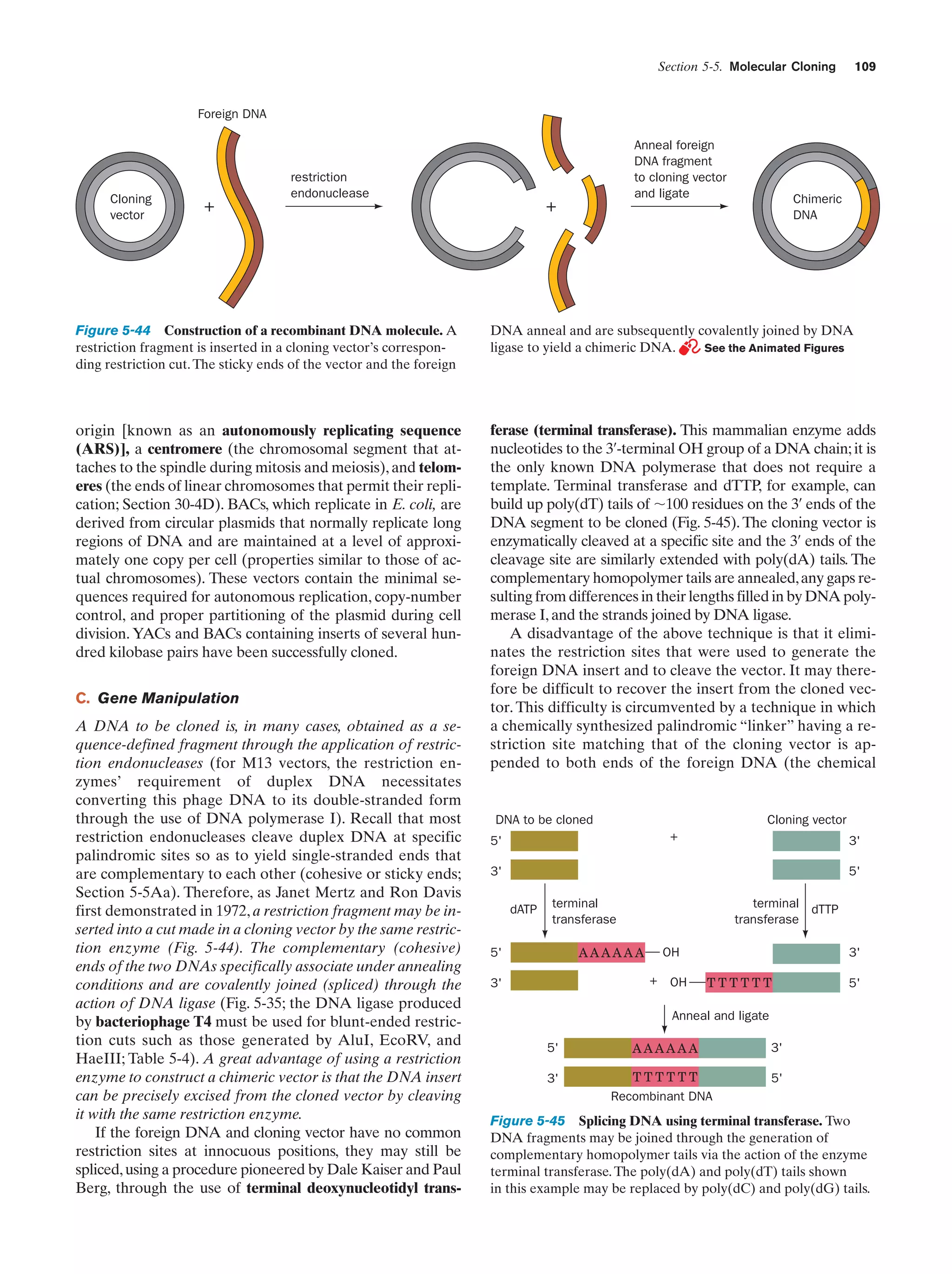 Section 5-5. Molecular Cloning

109

Foreign DNA

Cloning
vector

+

restriction
endonuclease

Anneal foreign
DNA fragment
to cloning vector
and ligate

+

Chimeric
DNA

Figure 5-44 Construction of a recombinant DNA molecule. A
restriction fragment is inserted in a cloning vector’s corresponding restriction cut. The sticky ends of the vector and the foreign

DNA anneal and are subsequently covalently joined by DNA
ligase to yield a chimeric DNA.
See the Animated Figures

origin [known as an autonomously replicating sequence
(ARS)], a centromere (the chromosomal segment that attaches to the spindle during mitosis and meiosis), and telomeres (the ends of linear chromosomes that permit their replication; Section 30-4D). BACs, which replicate in E. coli, are
derived from circular plasmids that normally replicate long
regions of DNA and are maintained at a level of approximately one copy per cell (properties similar to those of actual chromosomes). These vectors contain the minimal sequences required for autonomous replication, copy-number
control, and proper partitioning of the plasmid during cell
division. YACs and BACs containing inserts of several hundred kilobase pairs have been successfully cloned.

ferase (terminal transferase). This mammalian enzyme adds
nucleotides to the 3¿-terminal OH group of a DNA chain; it is
the only known DNA polymerase that does not require a
template. Terminal transferase and dTTP, for example, can
build up poly(dT) tails of ϳ100 residues on the 3¿ ends of the
DNA segment to be cloned (Fig. 5-45). The cloning vector is
enzymatically cleaved at a specific site and the 3¿ ends of the
cleavage site are similarly extended with poly(dA) tails. The
complementary homopolymer tails are annealed, any gaps resulting from differences in their lengths filled in by DNA polymerase I, and the strands joined by DNA ligase.
A disadvantage of the above technique is that it eliminates the restriction sites that were used to generate the
foreign DNA insert and to cleave the vector. It may therefore be difficult to recover the insert from the cloned vector. This difficulty is circumvented by a technique in which
a chemically synthesized palindromic “linker” having a restriction site matching that of the cloning vector is appended to both ends of the foreign DNA (the chemical

C. Gene Manipulation
A DNA to be cloned is, in many cases, obtained as a sequence-defined fragment through the application of restriction endonucleases (for M13 vectors, the restriction enzymes’ requirement of duplex DNA necessitates
converting this phage DNA to its double-stranded form
through the use of DNA polymerase I). Recall that most
restriction endonucleases cleave duplex DNA at specific
palindromic sites so as to yield single-stranded ends that
are complementary to each other (cohesive or sticky ends;
Section 5-5Aa). Therefore, as Janet Mertz and Ron Davis
first demonstrated in 1972, a restriction fragment may be inserted into a cut made in a cloning vector by the same restriction enzyme (Fig. 5-44). The complementary (cohesive)
ends of the two DNAs specifically associate under annealing
conditions and are covalently joined (spliced) through the
action of DNA ligase (Fig. 5-35; the DNA ligase produced
by bacteriophage T4 must be used for blunt-ended restriction cuts such as those generated by AluI, EcoRV, and
HaeIII; Table 5-4). A great advantage of using a restriction
enzyme to construct a chimeric vector is that the DNA insert
can be precisely excised from the cloned vector by cleaving
it with the same restriction enzyme.
If the foreign DNA and cloning vector have no common
restriction sites at innocuous positions, they may still be
spliced, using a procedure pioneered by Dale Kaiser and Paul
Berg, through the use of terminal deoxynucleotidyl trans-

DNA to be cloned

Cloning vector
+

5'

3'
5'

3'
dATP

terminal
transferase

terminal dTTP
transferase

AAAAAA

5'

OH
+ OH

3'

3'
TTTTTT

5'

Anneal and ligate
5'

AAAAAA

3'

3'

TTTTTT
Recombinant DNA

5'

Figure 5-45 Splicing DNA using terminal transferase. Two
DNA fragments may be joined through the generation of
complementary homopolymer tails via the action of the enzyme
terminal transferase. The poly(dA) and poly(dT) tails shown
in this example may be replaced by poly(dC) and poly(dG) tails.

 