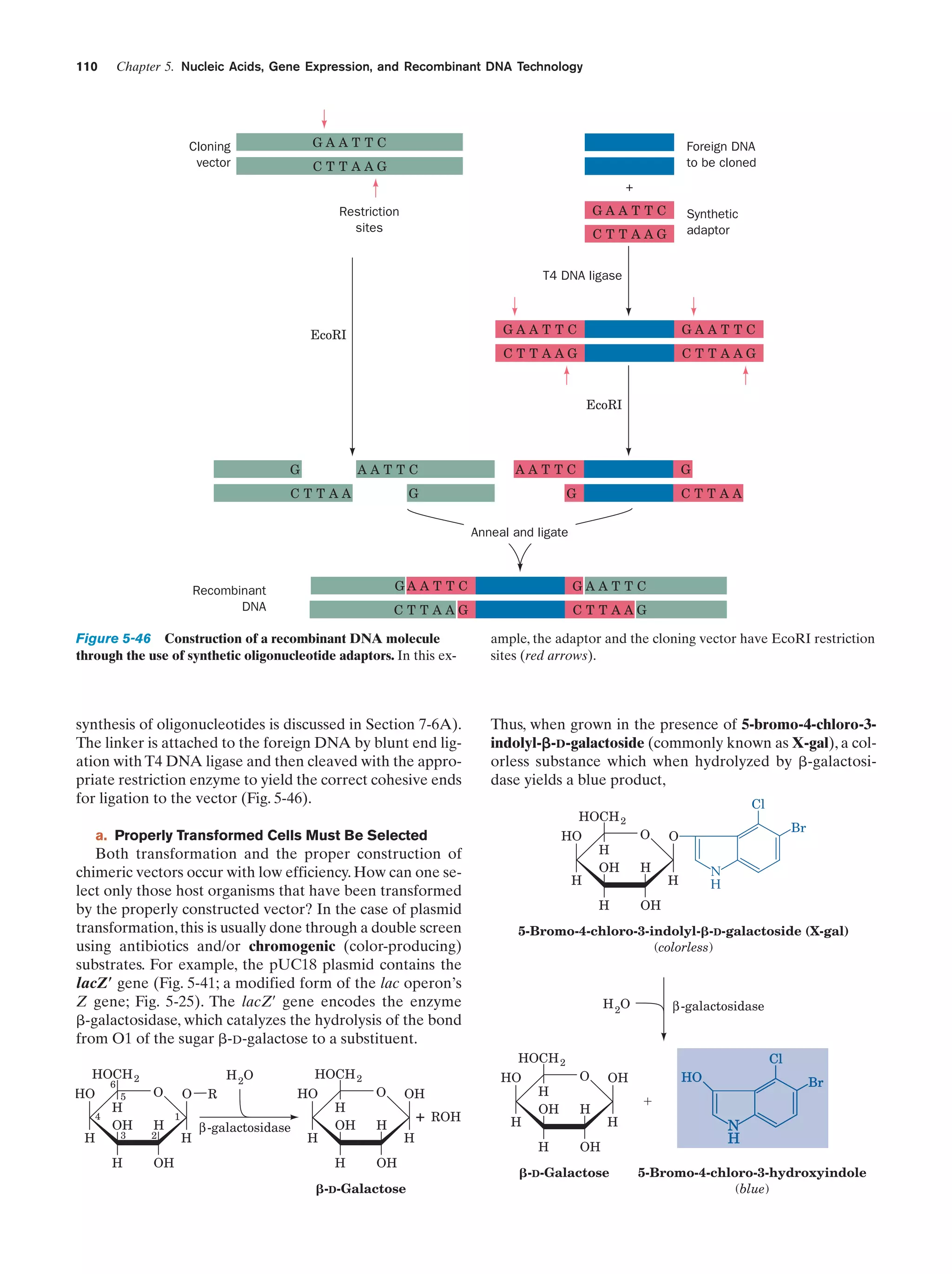 Chapter 5. Nucleic Acids, Gene Expression, and Recombinant DNA Technology

110

GAAT TC

Cloning
vector

Foreign DNA
to be cloned

CT TAAG
+
GAAT TC

Restriction
sites

Synthetic
adaptor

CT TAAG
T4 DNA ligase

GAAT TC

GAAT TC

CT TAAG

EcoRI

CT TAAG

EcoRI

AATTC

G

AATTC

G

G

CTTAA

G
CTTAA

Anneal and ligate

GA A T T C

GAAT TC

CTTAAG

Recombinant
DNA

CT TAAG

Figure 5-46 Construction of a recombinant DNA molecule
through the use of synthetic oligonucleotide adaptors. In this ex-

ample, the adaptor and the cloning vector have EcoRI restriction
sites (red arrows).

synthesis of oligonucleotides is discussed in Section 7-6A).
The linker is attached to the foreign DNA by blunt end ligation with T4 DNA ligase and then cleaved with the appropriate restriction enzyme to yield the correct cohesive ends
for ligation to the vector (Fig. 5-46).

Thus, when grown in the presence of 5-bromo-4-chloro-3indolyl-␤-D-galactoside (commonly known as X-gal), a colorless substance which when hydrolyzed by ␤-galactosidase yields a blue product,
HOCH 2
HO

a. Properly Transformed Cells Must Be Selected

Both transformation and the proper construction of
chimeric vectors occur with low efficiency. How can one select only those host organisms that have been transformed
by the properly constructed vector? In the case of plasmid
transformation, this is usually done through a double screen
using antibiotics and/or chromogenic (color-producing)
substrates. For example, the pUC18 plasmid contains the
lacZ؅ gene (Fig. 5-41; a modified form of the lac operon’s
Z gene; Fig. 5-25). The lacZ¿ gene encodes the enzyme
␤-galactosidase, which catalyzes the hydrolysis of the bond
from O1 of the sugar ␤-D-galactose to a substituent.
HOCH 2
6

HO
4

H

5

H
OH
3

H

O
H

2

OH

O
1

H

R

H 2O

β -galactosidase

HOCH 2
HO
H

H
OH
H

H

H

H

+
H

OH

␤-D-Galactose

ROH

H

Br

O

N
H

H

OH

H 2O

HO

OH

O

5-Bromo-4-chloro-3-indolyl-␤-D-galactoside (X-gal)
(colorless)

HOCH 2
O

H
OH

Cl

H

H
OH
H

β -galactosidase

Cl
O
H

HO

OH

Br

ϩ
H

OH

␤-D-Galactose

N
H
5-Bromo-4-chloro-3-hydroxyindole
(blue)

 