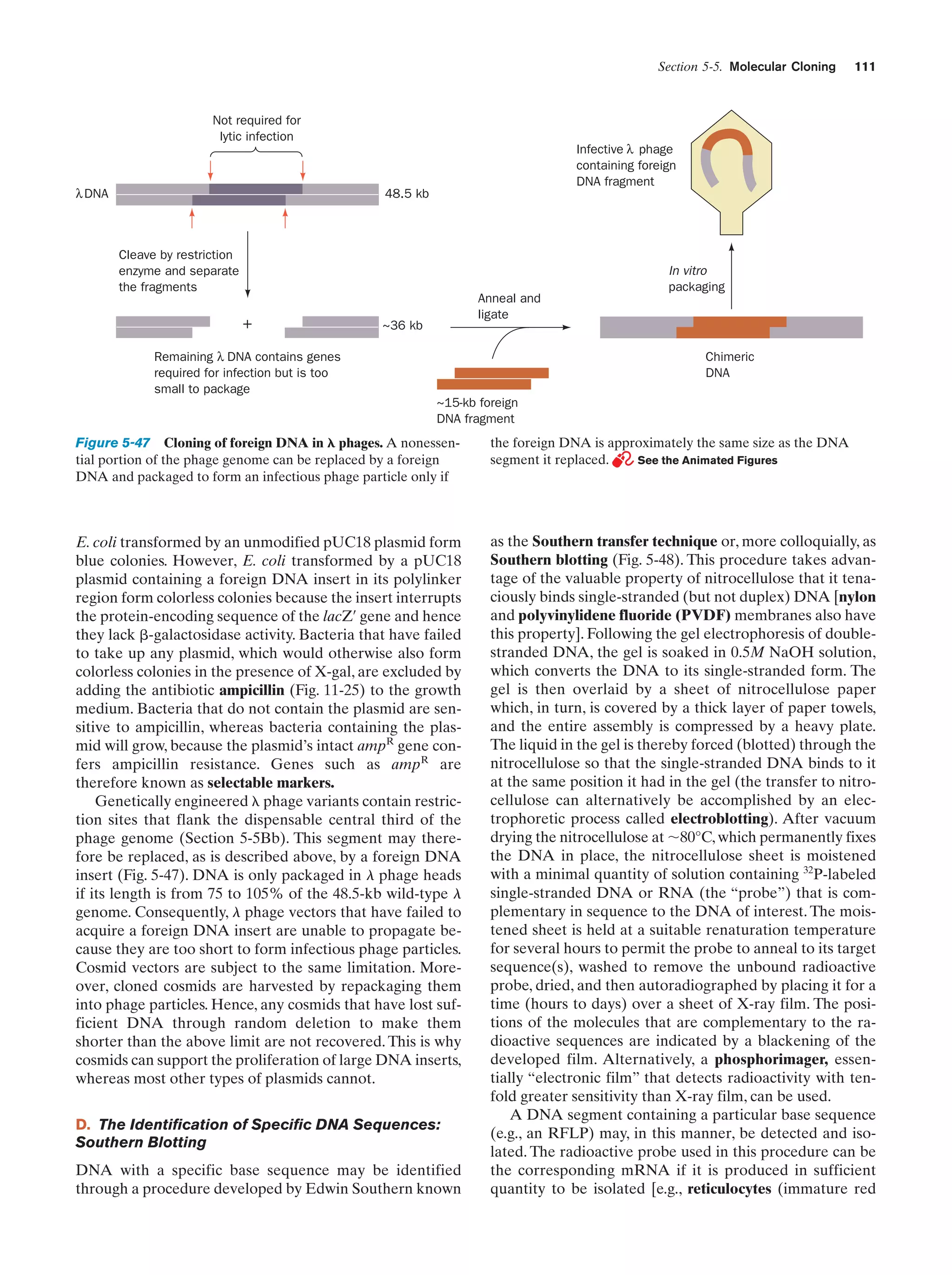 Section 5-5. Molecular Cloning

Not required for
lytic infection

λ DNA

111

Infective λ phage
containing foreign
DNA fragment
48.5 kb

Cleave by restriction
enzyme and separate
the fragments

+

Anneal and
ligate

~36 kb

Remaining λ DNA contains genes
required for infection but is too
small to package

In vitro
packaging

Chimeric
DNA
~15-kb foreign
DNA fragment

Figure 5-47 Cloning of foreign DNA in ␭ phages. A nonessential portion of the phage genome can be replaced by a foreign
DNA and packaged to form an infectious phage particle only if

the foreign DNA is approximately the same size as the DNA
segment it replaced.
See the Animated Figures

E. coli transformed by an unmodified pUC18 plasmid form
blue colonies. However, E. coli transformed by a pUC18
plasmid containing a foreign DNA insert in its polylinker
region form colorless colonies because the insert interrupts
the protein-encoding sequence of the lacZ¿ gene and hence
they lack ␤-galactosidase activity. Bacteria that have failed
to take up any plasmid, which would otherwise also form
colorless colonies in the presence of X-gal, are excluded by
adding the antibiotic ampicillin (Fig. 11-25) to the growth
medium. Bacteria that do not contain the plasmid are sensitive to ampicillin, whereas bacteria containing the plasmid will grow, because the plasmid’s intact ampR gene confers ampicillin resistance. Genes such as ampR are
therefore known as selectable markers.
Genetically engineered ␭ phage variants contain restriction sites that flank the dispensable central third of the
phage genome (Section 5-5Bb). This segment may therefore be replaced, as is described above, by a foreign DNA
insert (Fig. 5-47). DNA is only packaged in l phage heads
if its length is from 75 to 105% of the 48.5-kb wild-type l
genome. Consequently, l phage vectors that have failed to
acquire a foreign DNA insert are unable to propagate because they are too short to form infectious phage particles.
Cosmid vectors are subject to the same limitation. Moreover, cloned cosmids are harvested by repackaging them
into phage particles. Hence, any cosmids that have lost sufficient DNA through random deletion to make them
shorter than the above limit are not recovered. This is why
cosmids can support the proliferation of large DNA inserts,
whereas most other types of plasmids cannot.

as the Southern transfer technique or, more colloquially, as
Southern blotting (Fig. 5-48). This procedure takes advantage of the valuable property of nitrocellulose that it tenaciously binds single-stranded (but not duplex) DNA [nylon
and polyvinylidene fluoride (PVDF) membranes also have
this property]. Following the gel electrophoresis of doublestranded DNA, the gel is soaked in 0.5M NaOH solution,
which converts the DNA to its single-stranded form. The
gel is then overlaid by a sheet of nitrocellulose paper
which, in turn, is covered by a thick layer of paper towels,
and the entire assembly is compressed by a heavy plate.
The liquid in the gel is thereby forced (blotted) through the
nitrocellulose so that the single-stranded DNA binds to it
at the same position it had in the gel (the transfer to nitrocellulose can alternatively be accomplished by an electrophoretic process called electroblotting). After vacuum
drying the nitrocellulose at ϳ80°C, which permanently fixes
the DNA in place, the nitrocellulose sheet is moistened
with a minimal quantity of solution containing 32P-labeled
single-stranded DNA or RNA (the “probe”) that is complementary in sequence to the DNA of interest. The moistened sheet is held at a suitable renaturation temperature
for several hours to permit the probe to anneal to its target
sequence(s), washed to remove the unbound radioactive
probe, dried, and then autoradiographed by placing it for a
time (hours to days) over a sheet of X-ray film. The positions of the molecules that are complementary to the radioactive sequences are indicated by a blackening of the
developed film. Alternatively, a phosphorimager, essentially “electronic film” that detects radioactivity with tenfold greater sensitivity than X-ray film, can be used.
A DNA segment containing a particular base sequence
(e.g., an RFLP) may, in this manner, be detected and isolated. The radioactive probe used in this procedure can be
the corresponding mRNA if it is produced in sufficient
quantity to be isolated [e.g., reticulocytes (immature red

D. The Identification of Specific DNA Sequences:
Southern Blotting
DNA with a specific base sequence may be identified
through a procedure developed by Edwin Southern known

 