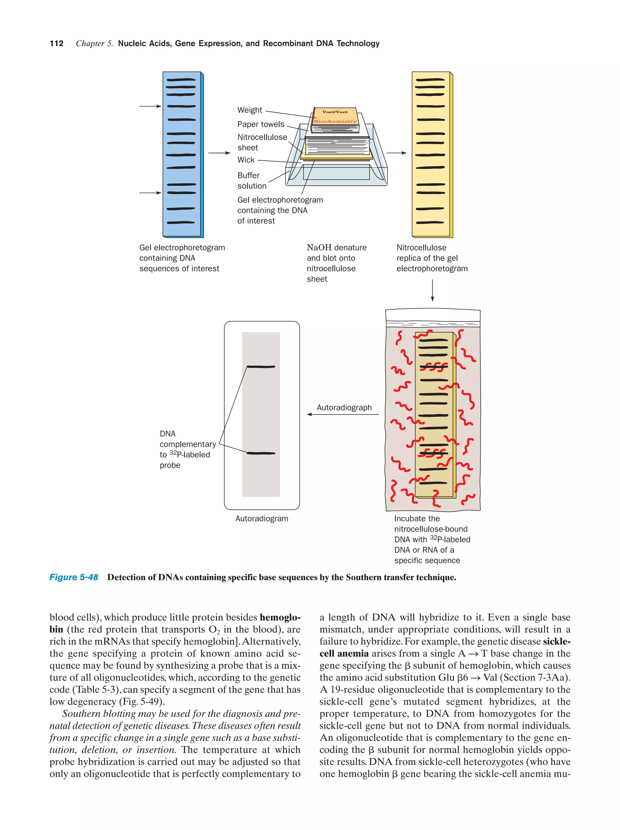 112

Chapter 5. Nucleic Acids, Gene Expression, and Recombinant DNA Technology

Weight
Paper towels

Voet/Voet

Biochemistry

Nitrocellulose
sheet
Wick
Buffer
solution
Gel electrophoretogram
containing the DNA
of interest
NaOH denature
and blot onto
nitrocellulose
sheet

Gel electrophoretogram
containing DNA
sequences of interest

Nitrocellulose
replica of the gel
electrophoretogram

Autoradiograph
DNA
complementary
to 32P-labeled
probe

Autoradiogram

Incubate the
nitrocellulose-bound
DNA with 32P-labeled
DNA or RNA of a
specific sequence

Figure 5-48 Detection of DNAs containing specific base sequences by the Southern transfer technique.

blood cells), which produce little protein besides hemoglobin (the red protein that transports O2 in the blood), are
rich in the mRNAs that specify hemoglobin]. Alternatively,
the gene specifying a protein of known amino acid sequence may be found by synthesizing a probe that is a mixture of all oligonucleotides, which, according to the genetic
code (Table 5-3), can specify a segment of the gene that has
low degeneracy (Fig. 5-49).
Southern blotting may be used for the diagnosis and prenatal detection of genetic diseases.These diseases often result
from a specific change in a single gene such as a base substitution, deletion, or insertion. The temperature at which
probe hybridization is carried out may be adjusted so that
only an oligonucleotide that is perfectly complementary to

a length of DNA will hybridize to it. Even a single base
mismatch, under appropriate conditions, will result in a
failure to hybridize. For example, the genetic disease sicklecell anemia arises from a single A S T base change in the
gene specifying the ␤ subunit of hemoglobin, which causes
the amino acid substitution Glu ␤6 S Val (Section 7-3Aa).
A 19-residue oligonucleotide that is complementary to the
sickle-cell gene’s mutated segment hybridizes, at the
proper temperature, to DNA from homozygotes for the
sickle-cell gene but not to DNA from normal individuals.
An oligonucleotide that is complementary to the gene encoding the ␤ subunit for normal hemoglobin yields opposite results. DNA from sickle-cell heterozygotes (who have
one hemoglobin ␤ gene bearing the sickle-cell anemia mu-

 