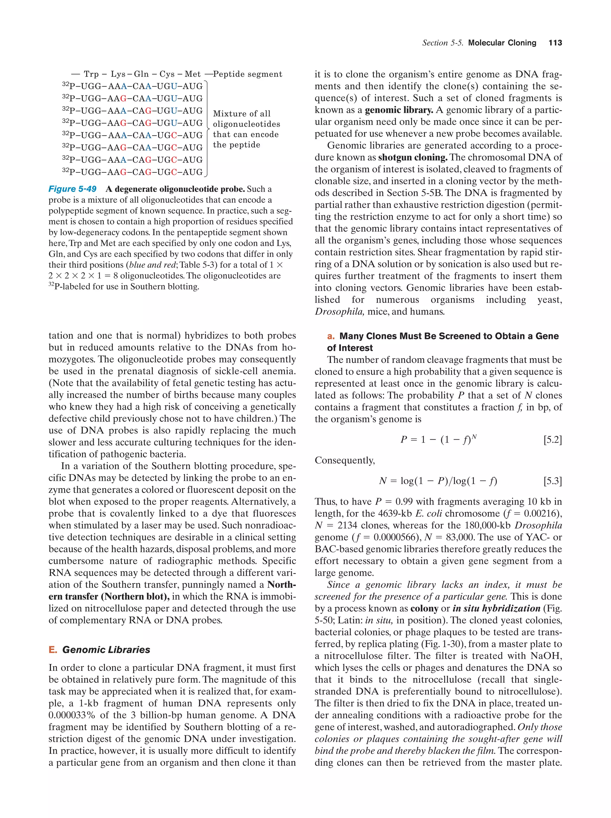 Section 5-5. Molecular Cloning

Trp – Lys – Gln – Cys – Met

Peptide segment

P – UGG – AAA – CAA –UGU– AUG
32 – UGG – AAG – CAA –UGU– AUG
P
32P – UGG – AAA – CAG –UGU– AUG
32P – UGG – AAG – CAG –UGU– AUG
32P – UGG – AAA – CAA – UGC – AUG
32P – UGG – AAG – CAA – UGC – AUG
32 – UGG – AAA – CAG – UGC – AUG
P
32 – UGG – AAG – CAG – UGC – AUG
P

Mixture of all
oligonucleotides
that can encode
the peptide

32

Figure 5-49 A degenerate oligonucleotide probe. Such a
probe is a mixture of all oligonucleotides that can encode a
polypeptide segment of known sequence. In practice, such a segment is chosen to contain a high proportion of residues specified
by low-degeneracy codons. In the pentapeptide segment shown
here, Trp and Met are each specified by only one codon and Lys,
Gln, and Cys are each specified by two codons that differ in only
their third positions (blue and red; Table 5-3) for a total of 1 ϫ
2 ϫ 2 ϫ 2 ϫ 1 ϭ 8 oligonucleotides. The oligonucleotides are
32
P-labeled for use in Southern blotting.

tation and one that is normal) hybridizes to both probes
but in reduced amounts relative to the DNAs from homozygotes. The oligonucleotide probes may consequently
be used in the prenatal diagnosis of sickle-cell anemia.
(Note that the availability of fetal genetic testing has actually increased the number of births because many couples
who knew they had a high risk of conceiving a genetically
defective child previously chose not to have children.) The
use of DNA probes is also rapidly replacing the much
slower and less accurate culturing techniques for the identification of pathogenic bacteria.
In a variation of the Southern blotting procedure, specific DNAs may be detected by linking the probe to an enzyme that generates a colored or fluorescent deposit on the
blot when exposed to the proper reagents. Alternatively, a
probe that is covalently linked to a dye that fluoresces
when stimulated by a laser may be used. Such nonradioactive detection techniques are desirable in a clinical setting
because of the health hazards, disposal problems, and more
cumbersome nature of radiographic methods. Specific
RNA sequences may be detected through a different variation of the Southern transfer, punningly named a Northern transfer (Northern blot), in which the RNA is immobilized on nitrocellulose paper and detected through the use
of complementary RNA or DNA probes.
E. Genomic Libraries
In order to clone a particular DNA fragment, it must first
be obtained in relatively pure form. The magnitude of this
task may be appreciated when it is realized that, for example, a 1-kb fragment of human DNA represents only
0.000033% of the 3 billion-bp human genome. A DNA
fragment may be identified by Southern blotting of a restriction digest of the genomic DNA under investigation.
In practice, however, it is usually more difficult to identify
a particular gene from an organism and then clone it than

113

it is to clone the organism’s entire genome as DNA fragments and then identify the clone(s) containing the sequence(s) of interest. Such a set of cloned fragments is
known as a genomic library. A genomic library of a particular organism need only be made once since it can be perpetuated for use whenever a new probe becomes available.
Genomic libraries are generated according to a procedure known as shotgun cloning. The chromosomal DNA of
the organism of interest is isolated, cleaved to fragments of
clonable size, and inserted in a cloning vector by the methods described in Section 5-5B. The DNA is fragmented by
partial rather than exhaustive restriction digestion (permitting the restriction enzyme to act for only a short time) so
that the genomic library contains intact representatives of
all the organism’s genes, including those whose sequences
contain restriction sites. Shear fragmentation by rapid stirring of a DNA solution or by sonication is also used but requires further treatment of the fragments to insert them
into cloning vectors. Genomic libraries have been established for numerous organisms including yeast,
Drosophila, mice, and humans.
a. Many Clones Must Be Screened to Obtain a Gene
of Interest

The number of random cleavage fragments that must be
cloned to ensure a high probability that a given sequence is
represented at least once in the genomic library is calculated as follows: The probability P that a set of N clones
contains a fragment that constitutes a fraction f, in bp, of
the organism’s genome is
P ϭ 1 Ϫ (1 Ϫ f) N

[5.2]

N ϭ log(1 Ϫ P)>log(1 Ϫ f)

[5.3]

Consequently,

Thus, to have P ϭ 0.99 with fragments averaging 10 kb in
length, for the 4639-kb E. coli chromosome (f ϭ 0.00216),
N ϭ 2134 clones, whereas for the 180,000-kb Drosophila
genome (f ϭ 0.0000566), N ϭ 83,000. The use of YAC- or
BAC-based genomic libraries therefore greatly reduces the
effort necessary to obtain a given gene segment from a
large genome.
Since a genomic library lacks an index, it must be
screened for the presence of a particular gene. This is done
by a process known as colony or in situ hybridization (Fig.
5-50; Latin: in situ, in position). The cloned yeast colonies,
bacterial colonies, or phage plaques to be tested are transferred, by replica plating (Fig. 1-30), from a master plate to
a nitrocellulose filter. The filter is treated with NaOH,
which lyses the cells or phages and denatures the DNA so
that it binds to the nitrocellulose (recall that singlestranded DNA is preferentially bound to nitrocellulose).
The filter is then dried to fix the DNA in place, treated under annealing conditions with a radioactive probe for the
gene of interest, washed, and autoradiographed. Only those
colonies or plaques containing the sought-after gene will
bind the probe and thereby blacken the film. The corresponding clones can then be retrieved from the master plate.

 