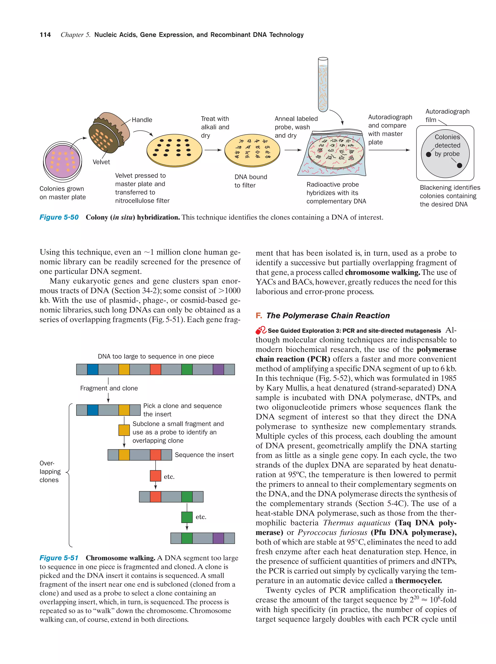 114

Chapter 5. Nucleic Acids, Gene Expression, and Recombinant DNA Technology

Treat with
alkali and
dry

Handle

Anneal labeled
probe, wash
and dry

Autoradiograph
and compare
with master
plate

Autoradiograph
film
Colonies
detected
by probe

Velvet

Colonies grown
on master plate

Velvet pressed to
master plate and
transferred to
nitrocellulose filter

DNA bound
to filter

Radioactive probe
hybridizes with its
complementary DNA

Blackening identifies
colonies containing
the desired DNA

Figure 5-50 Colony (in situ) hybridization. This technique identifies the clones containing a DNA of interest.

Using this technique, even an ϳ1 million clone human genomic library can be readily screened for the presence of
one particular DNA segment.
Many eukaryotic genes and gene clusters span enormous tracts of DNA (Section 34-2); some consist of Ͼ1000
kb. With the use of plasmid-, phage-, or cosmid-based genomic libraries, such long DNAs can only be obtained as a
series of overlapping fragments (Fig. 5-51). Each gene frag-

DNA too large to sequence in one piece

Fragment and clone
Pick a clone and sequence
the insert
Subclone a small fragment and
use as a probe to identify an
overlapping clone
Sequence the insert
Overlapping
clones

etc.

etc.

Figure 5-51 Chromosome walking. A DNA segment too large
to sequence in one piece is fragmented and cloned. A clone is
picked and the DNA insert it contains is sequenced. A small
fragment of the insert near one end is subcloned (cloned from a
clone) and used as a probe to select a clone containing an
overlapping insert, which, in turn, is sequenced. The process is
repeated so as to “walk” down the chromosome. Chromosome
walking can, of course, extend in both directions.

ment that has been isolated is, in turn, used as a probe to
identify a successive but partially overlapping fragment of
that gene, a process called chromosome walking. The use of
YACs and BACs, however, greatly reduces the need for this
laborious and error-prone process.
F. The Polymerase Chain Reaction
See Guided Exploration 3: PCR and site-directed mutagenesis Although molecular cloning techniques are indispensable to
modern biochemical research, the use of the polymerase
chain reaction (PCR) offers a faster and more convenient
method of amplifying a specific DNA segment of up to 6 kb.
In this technique (Fig. 5-52), which was formulated in 1985
by Kary Mullis, a heat denatured (strand-separated) DNA
sample is incubated with DNA polymerase, dNTPs, and
two oligonucleotide primers whose sequences flank the
DNA segment of interest so that they direct the DNA
polymerase to synthesize new complementary strands.
Multiple cycles of this process, each doubling the amount
of DNA present, geometrically amplify the DNA starting
from as little as a single gene copy. In each cycle, the two
strands of the duplex DNA are separated by heat denaturation at 95ºC, the temperature is then lowered to permit
the primers to anneal to their complementary segments on
the DNA, and the DNA polymerase directs the synthesis of
the complementary strands (Section 5-4C). The use of a
heat-stable DNA polymerase, such as those from the thermophilic bacteria Thermus aquaticus (Taq DNA polymerase) or Pyroccocus furiosus (Pfu DNA polymerase),
both of which are stable at 95°C, eliminates the need to add
fresh enzyme after each heat denaturation step. Hence, in
the presence of sufficient quantities of primers and dNTPs,
the PCR is carried out simply by cyclically varying the temperature in an automatic device called a thermocycler.
Twenty cycles of PCR amplification theoretically increase the amount of the target sequence by 220 Ϸ 106-fold
with high specificity (in practice, the number of copies of
target sequence largely doubles with each PCR cycle until

 