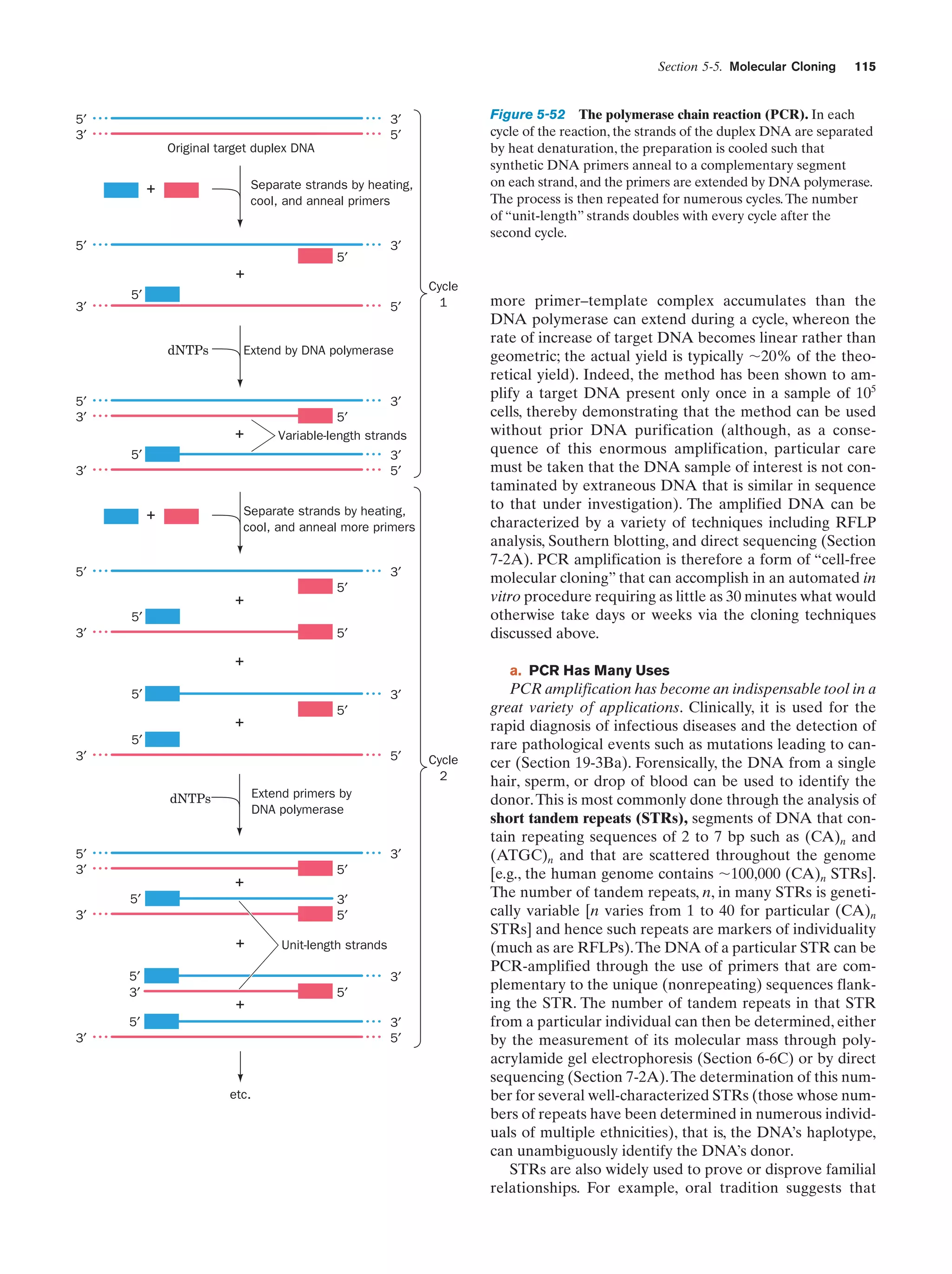 Section 5-5. Molecular Cloning

5′
3′

Figure 5-52 The polymerase chain reaction (PCR). In each
cycle of the reaction, the strands of the duplex DNA are separated
by heat denaturation, the preparation is cooled such that
synthetic DNA primers anneal to a complementary segment
on each strand, and the primers are extended by DNA polymerase.
The process is then repeated for numerous cycles. The number
of “unit-length” strands doubles with every cycle after the
second cycle.

3′
5′

Original target duplex DNA
Separate strands by heating,
cool, and anneal primers

+

5′

5′

3′

+
5′
5′

3′

dNTPs

Cycle
1

Extend by DNA polymerase

5′
3′

+

3′
5′
Variable-length strands

5′

3′
5′

3′

Separate strands by heating,
cool, and anneal more primers

+

5′

3′
5′

+
5′
3′

5′

+
3′
5′

5′
5′

3′

Extend primers by
DNA polymerase

dNTPs

5′
3′

3′
5′

+
5′

3′
5′

3′

+
5′
3′

Unit-length strands
3′

+

5′

5′
3′
5′

3′

etc.

more primer–template complex accumulates than the
DNA polymerase can extend during a cycle, whereon the
rate of increase of target DNA becomes linear rather than
geometric; the actual yield is typically ϳ20% of the theoretical yield). Indeed, the method has been shown to amplify a target DNA present only once in a sample of 105
cells, thereby demonstrating that the method can be used
without prior DNA purification (although, as a consequence of this enormous amplification, particular care
must be taken that the DNA sample of interest is not contaminated by extraneous DNA that is similar in sequence
to that under investigation). The amplified DNA can be
characterized by a variety of techniques including RFLP
analysis, Southern blotting, and direct sequencing (Section
7-2A). PCR amplification is therefore a form of “cell-free
molecular cloning” that can accomplish in an automated in
vitro procedure requiring as little as 30 minutes what would
otherwise take days or weeks via the cloning techniques
discussed above.
a. PCR Has Many Uses

5′

+

115

Cycle
2

PCR amplification has become an indispensable tool in a
great variety of applications. Clinically, it is used for the
rapid diagnosis of infectious diseases and the detection of
rare pathological events such as mutations leading to cancer (Section 19-3Ba). Forensically, the DNA from a single
hair, sperm, or drop of blood can be used to identify the
donor. This is most commonly done through the analysis of
short tandem repeats (STRs), segments of DNA that contain repeating sequences of 2 to 7 bp such as (CA)n and
(ATGC)n and that are scattered throughout the genome
[e.g., the human genome contains ϳ100,000 (CA)n STRs].
The number of tandem repeats, n, in many STRs is genetically variable [n varies from 1 to 40 for particular (CA)n
STRs] and hence such repeats are markers of individuality
(much as are RFLPs). The DNA of a particular STR can be
PCR-amplified through the use of primers that are complementary to the unique (nonrepeating) sequences flanking the STR. The number of tandem repeats in that STR
from a particular individual can then be determined, either
by the measurement of its molecular mass through polyacrylamide gel electrophoresis (Section 6-6C) or by direct
sequencing (Section 7-2A). The determination of this number for several well-characterized STRs (those whose numbers of repeats have been determined in numerous individuals of multiple ethnicities), that is, the DNA’s haplotype,
can unambiguously identify the DNA’s donor.
STRs are also widely used to prove or disprove familial
relationships. For example, oral tradition suggests that

 