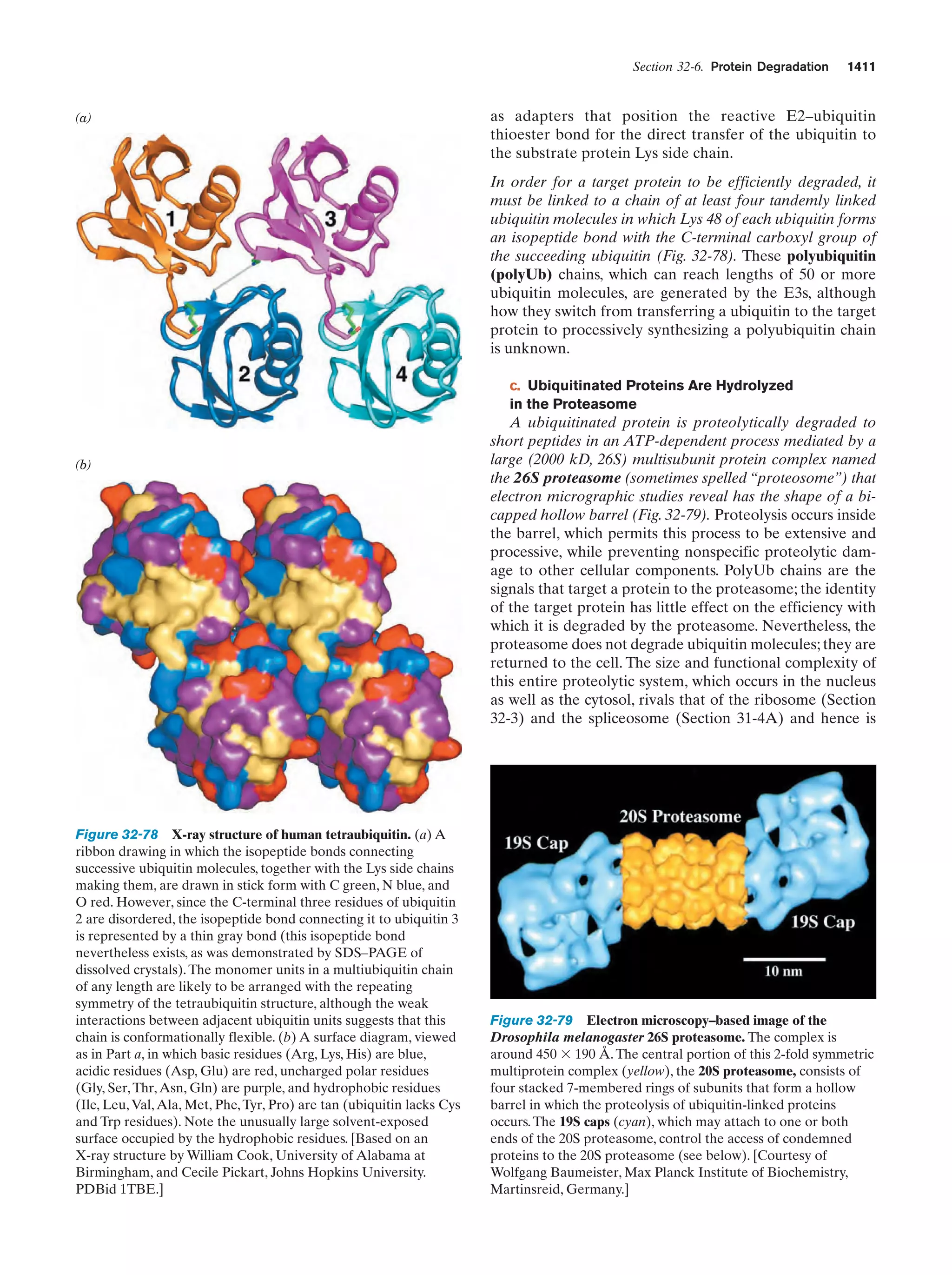 Biochemistry.4th.edition