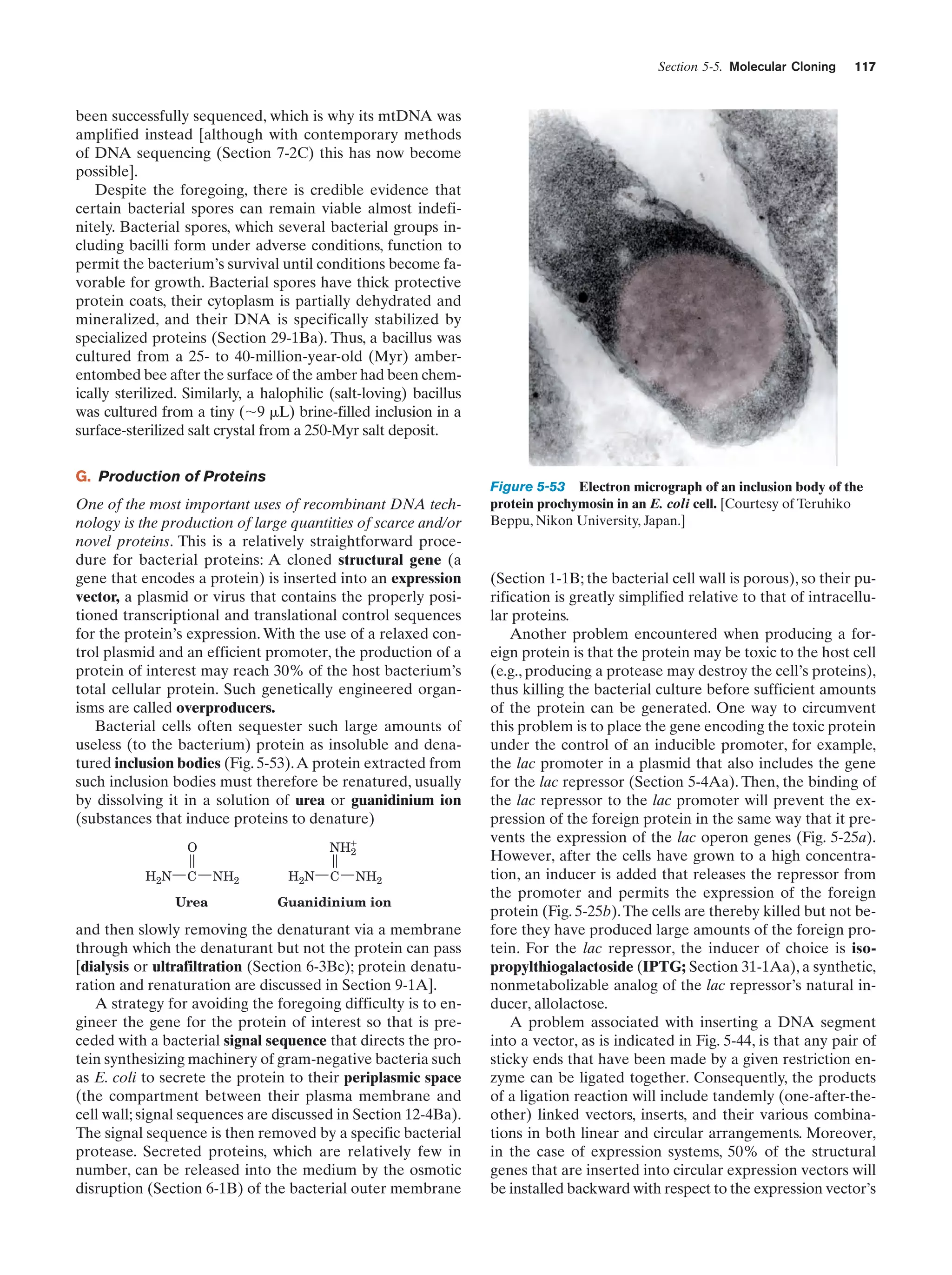Section 5-5. Molecular Cloning

117

been successfully sequenced, which is why its mtDNA was
amplified instead [although with contemporary methods
of DNA sequencing (Section 7-2C) this has now become
possible].
Despite the foregoing, there is credible evidence that
certain bacterial spores can remain viable almost indefinitely. Bacterial spores, which several bacterial groups including bacilli form under adverse conditions, function to
permit the bacterium’s survival until conditions become favorable for growth. Bacterial spores have thick protective
protein coats, their cytoplasm is partially dehydrated and
mineralized, and their DNA is specifically stabilized by
specialized proteins (Section 29-1Ba). Thus, a bacillus was
cultured from a 25- to 40-million-year-old (Myr) amberentombed bee after the surface of the amber had been chemically sterilized. Similarly, a halophilic (salt-loving) bacillus
was cultured from a tiny (ϳ9 ␮L) brine-filled inclusion in a
surface-sterilized salt crystal from a 250-Myr salt deposit.
G. Production of Proteins
One of the most important uses of recombinant DNA technology is the production of large quantities of scarce and/or
novel proteins. This is a relatively straightforward procedure for bacterial proteins: A cloned structural gene (a
gene that encodes a protein) is inserted into an expression
vector, a plasmid or virus that contains the properly positioned transcriptional and translational control sequences
for the protein’s expression. With the use of a relaxed control plasmid and an efficient promoter, the production of a
protein of interest may reach 30% of the host bacterium’s
total cellular protein. Such genetically engineered organisms are called overproducers.
Bacterial cells often sequester such large amounts of
useless (to the bacterium) protein as insoluble and denatured inclusion bodies (Fig. 5-53). A protein extracted from
such inclusion bodies must therefore be renatured, usually
by dissolving it in a solution of urea or guanidinium ion
(substances that induce proteins to denature)
NHϩ
2

O
H2N

C

Urea

NH2

H2N

C

NH2

Guanidinium ion

and then slowly removing the denaturant via a membrane
through which the denaturant but not the protein can pass
[dialysis or ultrafiltration (Section 6-3Bc); protein denaturation and renaturation are discussed in Section 9-1A].
A strategy for avoiding the foregoing difficulty is to engineer the gene for the protein of interest so that is preceded with a bacterial signal sequence that directs the protein synthesizing machinery of gram-negative bacteria such
as E. coli to secrete the protein to their periplasmic space
(the compartment between their plasma membrane and
cell wall; signal sequences are discussed in Section 12-4Ba).
The signal sequence is then removed by a specific bacterial
protease. Secreted proteins, which are relatively few in
number, can be released into the medium by the osmotic
disruption (Section 6-1B) of the bacterial outer membrane

Figure 5-53 Electron micrograph of an inclusion body of the
protein prochymosin in an E. coli cell. [Courtesy of Teruhiko
Beppu, Nikon University, Japan.]

(Section 1-1B; the bacterial cell wall is porous), so their purification is greatly simplified relative to that of intracellular proteins.
Another problem encountered when producing a foreign protein is that the protein may be toxic to the host cell
(e.g., producing a protease may destroy the cell’s proteins),
thus killing the bacterial culture before sufficient amounts
of the protein can be generated. One way to circumvent
this problem is to place the gene encoding the toxic protein
under the control of an inducible promoter, for example,
the lac promoter in a plasmid that also includes the gene
for the lac repressor (Section 5-4Aa). Then, the binding of
the lac repressor to the lac promoter will prevent the expression of the foreign protein in the same way that it prevents the expression of the lac operon genes (Fig. 5-25a).
However, after the cells have grown to a high concentration, an inducer is added that releases the repressor from
the promoter and permits the expression of the foreign
protein (Fig. 5-25b). The cells are thereby killed but not before they have produced large amounts of the foreign protein. For the lac repressor, the inducer of choice is isopropylthiogalactoside (IPTG; Section 31-1Aa), a synthetic,
nonmetabolizable analog of the lac repressor’s natural inducer, allolactose.
A problem associated with inserting a DNA segment
into a vector, as is indicated in Fig. 5-44, is that any pair of
sticky ends that have been made by a given restriction enzyme can be ligated together. Consequently, the products
of a ligation reaction will include tandemly (one-after-theother) linked vectors, inserts, and their various combinations in both linear and circular arrangements. Moreover,
in the case of expression systems, 50% of the structural
genes that are inserted into circular expression vectors will
be installed backward with respect to the expression vector’s

 