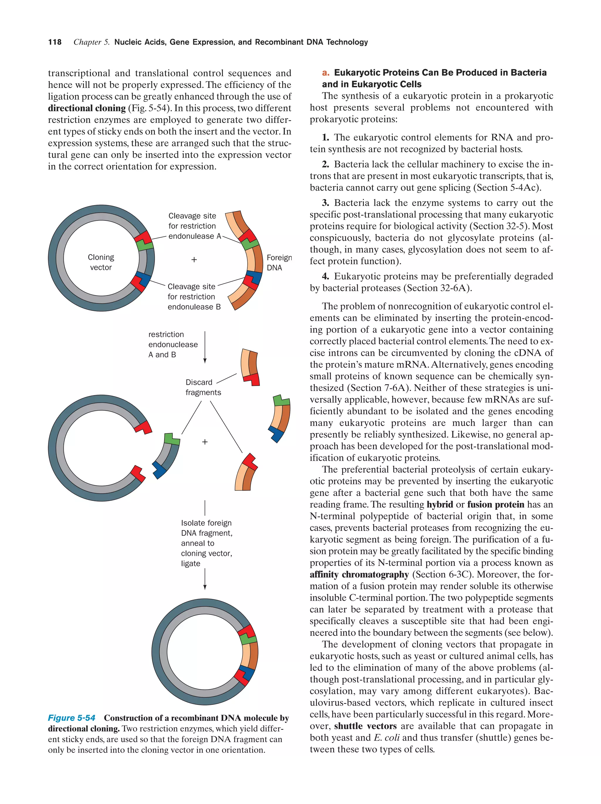 118

Chapter 5. Nucleic Acids, Gene Expression, and Recombinant DNA Technology

transcriptional and translational control sequences and
hence will not be properly expressed. The efficiency of the
ligation process can be greatly enhanced through the use of
directional cloning (Fig. 5-54). In this process, two different
restriction enzymes are employed to generate two different types of sticky ends on both the insert and the vector. In
expression systems, these are arranged such that the structural gene can only be inserted into the expression vector
in the correct orientation for expression.

Cleavage site
for restriction
endonulease A
Cloning
vector

Foreign
DNA

+
Cleavage site
for restriction
endonulease B

restriction
endonuclease
A and B

Discard
fragments

+

Isolate foreign
DNA fragment,
anneal to
cloning vector,
ligate

Figure 5-54 Construction of a recombinant DNA molecule by
directional cloning. Two restriction enzymes, which yield different sticky ends, are used so that the foreign DNA fragment can
only be inserted into the cloning vector in one orientation.

a. Eukaryotic Proteins Can Be Produced in Bacteria
and in Eukaryotic Cells

The synthesis of a eukaryotic protein in a prokaryotic
host presents several problems not encountered with
prokaryotic proteins:
1. The eukaryotic control elements for RNA and protein synthesis are not recognized by bacterial hosts.
2. Bacteria lack the cellular machinery to excise the introns that are present in most eukaryotic transcripts, that is,
bacteria cannot carry out gene splicing (Section 5-4Ac).
3. Bacteria lack the enzyme systems to carry out the
specific post-translational processing that many eukaryotic
proteins require for biological activity (Section 32-5). Most
conspicuously, bacteria do not glycosylate proteins (although, in many cases, glycosylation does not seem to affect protein function).
4. Eukaryotic proteins may be preferentially degraded
by bacterial proteases (Section 32-6A).
The problem of nonrecognition of eukaryotic control elements can be eliminated by inserting the protein-encoding portion of a eukaryotic gene into a vector containing
correctly placed bacterial control elements. The need to excise introns can be circumvented by cloning the cDNA of
the protein’s mature mRNA. Alternatively, genes encoding
small proteins of known sequence can be chemically synthesized (Section 7-6A). Neither of these strategies is universally applicable, however, because few mRNAs are sufficiently abundant to be isolated and the genes encoding
many eukaryotic proteins are much larger than can
presently be reliably synthesized. Likewise, no general approach has been developed for the post-translational modification of eukaryotic proteins.
The preferential bacterial proteolysis of certain eukaryotic proteins may be prevented by inserting the eukaryotic
gene after a bacterial gene such that both have the same
reading frame. The resulting hybrid or fusion protein has an
N-terminal polypeptide of bacterial origin that, in some
cases, prevents bacterial proteases from recognizing the eukaryotic segment as being foreign. The purification of a fusion protein may be greatly facilitated by the specific binding
properties of its N-terminal portion via a process known as
affinity chromatography (Section 6-3C). Moreover, the formation of a fusion protein may render soluble its otherwise
insoluble C-terminal portion. The two polypeptide segments
can later be separated by treatment with a protease that
specifically cleaves a susceptible site that had been engineered into the boundary between the segments (see below).
The development of cloning vectors that propagate in
eukaryotic hosts, such as yeast or cultured animal cells, has
led to the elimination of many of the above problems (although post-translational processing, and in particular glycosylation, may vary among different eukaryotes). Baculovirus-based vectors, which replicate in cultured insect
cells, have been particularly successful in this regard. Moreover, shuttle vectors are available that can propagate in
both yeast and E. coli and thus transfer (shuttle) genes between these two types of cells.

 