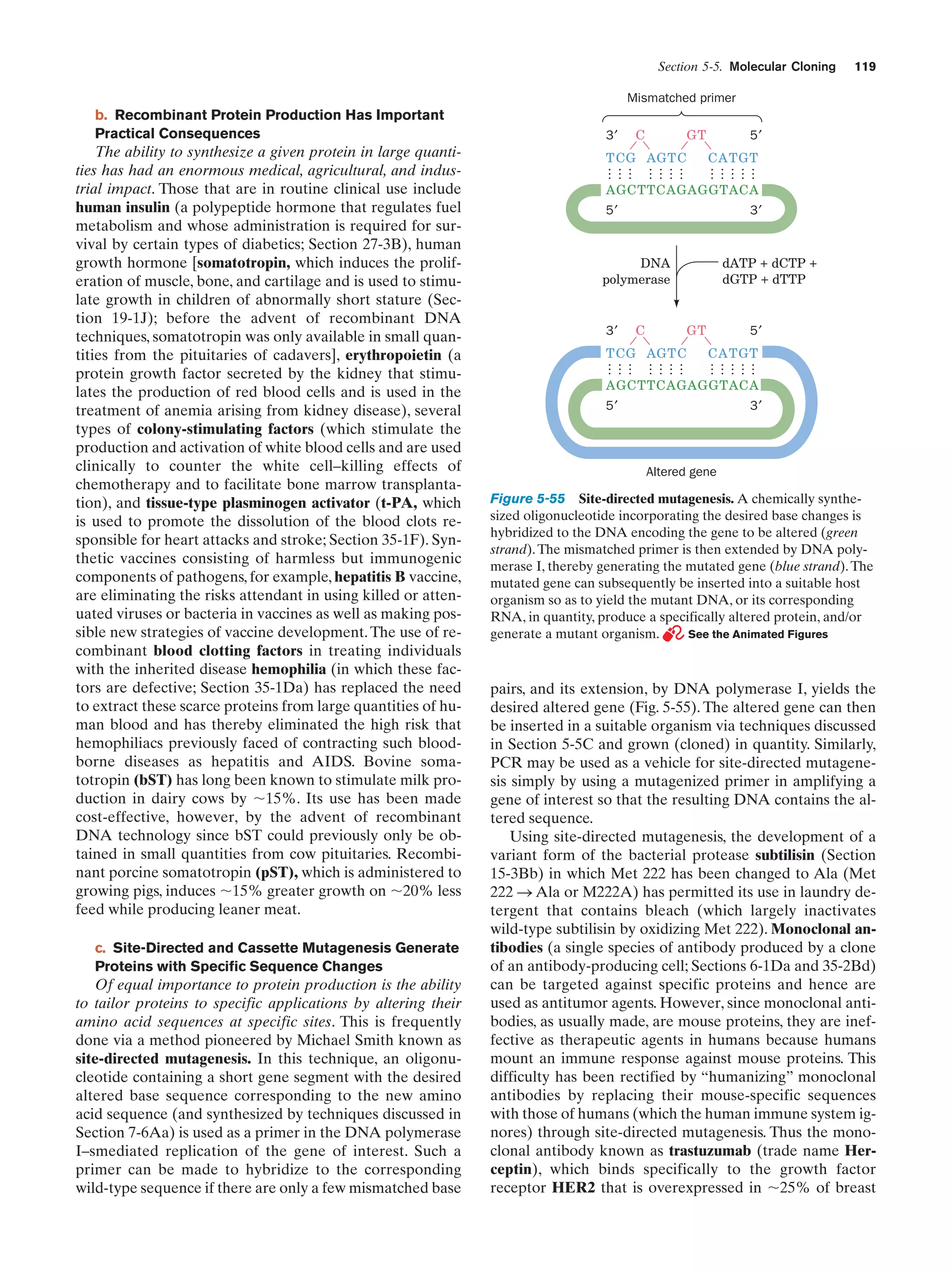 Section 5-5. Molecular Cloning

119

Mismatched primer

c. Site-Directed and Cassette Mutagenesis Generate
Proteins with Specific Sequence Changes

Of equal importance to protein production is the ability
to tailor proteins to specific applications by altering their
amino acid sequences at specific sites. This is frequently
done via a method pioneered by Michael Smith known as
site-directed mutagenesis. In this technique, an oligonucleotide containing a short gene segment with the desired
altered base sequence corresponding to the new amino
acid sequence (and synthesized by techniques discussed in
Section 7-6Aa) is used as a primer in the DNA polymerase
I–smediated replication of the gene of interest. Such a
primer can be made to hybridize to the corresponding
wild-type sequence if there are only a few mismatched base

3′

C

GT

5′
CA TGT

…
…
…
…
…

…
…
…
…

T CG AGT C
…
…
…

AGCTTCAGAGGTACA
5′

3′

DNA
polymerase

C

dATP + dCTP +
dGTP + dTTP

GT

T CG AGT C

5′
CA TGT

…
…
…
…
…

3′

…
…
…
…

The ability to synthesize a given protein in large quantities has had an enormous medical, agricultural, and industrial impact. Those that are in routine clinical use include
human insulin (a polypeptide hormone that regulates fuel
metabolism and whose administration is required for survival by certain types of diabetics; Section 27-3B), human
growth hormone [somatotropin, which induces the proliferation of muscle, bone, and cartilage and is used to stimulate growth in children of abnormally short stature (Section 19-1J); before the advent of recombinant DNA
techniques, somatotropin was only available in small quantities from the pituitaries of cadavers], erythropoietin (a
protein growth factor secreted by the kidney that stimulates the production of red blood cells and is used in the
treatment of anemia arising from kidney disease), several
types of colony-stimulating factors (which stimulate the
production and activation of white blood cells and are used
clinically to counter the white cell–killing effects of
chemotherapy and to facilitate bone marrow transplantation), and tissue-type plasminogen activator (t-PA, which
is used to promote the dissolution of the blood clots responsible for heart attacks and stroke; Section 35-1F). Synthetic vaccines consisting of harmless but immunogenic
components of pathogens, for example, hepatitis B vaccine,
are eliminating the risks attendant in using killed or attenuated viruses or bacteria in vaccines as well as making possible new strategies of vaccine development. The use of recombinant blood clotting factors in treating individuals
with the inherited disease hemophilia (in which these factors are defective; Section 35-1Da) has replaced the need
to extract these scarce proteins from large quantities of human blood and has thereby eliminated the high risk that
hemophiliacs previously faced of contracting such bloodborne diseases as hepatitis and AIDS. Bovine somatotropin (bST) has long been known to stimulate milk production in dairy cows by ϳ15%. Its use has been made
cost-effective, however, by the advent of recombinant
DNA technology since bST could previously only be obtained in small quantities from cow pituitaries. Recombinant porcine somatotropin (pST), which is administered to
growing pigs, induces ϳ15% greater growth on ϳ20% less
feed while producing leaner meat.

…
…
…

b. Recombinant Protein Production Has Important
Practical Consequences

AGCTTCAGAGGTACA
5′

3′

Altered gene

Figure 5-55 Site-directed mutagenesis. A chemically synthesized oligonucleotide incorporating the desired base changes is
hybridized to the DNA encoding the gene to be altered (green
strand). The mismatched primer is then extended by DNA polymerase I, thereby generating the mutated gene (blue strand). The
mutated gene can subsequently be inserted into a suitable host
organism so as to yield the mutant DNA, or its corresponding
RNA, in quantity, produce a specifically altered protein, and/or
generate a mutant organism.
See the Animated Figures

pairs, and its extension, by DNA polymerase I, yields the
desired altered gene (Fig. 5-55). The altered gene can then
be inserted in a suitable organism via techniques discussed
in Section 5-5C and grown (cloned) in quantity. Similarly,
PCR may be used as a vehicle for site-directed mutagenesis simply by using a mutagenized primer in amplifying a
gene of interest so that the resulting DNA contains the altered sequence.
Using site-directed mutagenesis, the development of a
variant form of the bacterial protease subtilisin (Section
15-3Bb) in which Met 222 has been changed to Ala (Met
222 S Ala or M222A) has permitted its use in laundry detergent that contains bleach (which largely inactivates
wild-type subtilisin by oxidizing Met 222). Monoclonal antibodies (a single species of antibody produced by a clone
of an antibody-producing cell; Sections 6-1Da and 35-2Bd)
can be targeted against specific proteins and hence are
used as antitumor agents. However, since monoclonal antibodies, as usually made, are mouse proteins, they are ineffective as therapeutic agents in humans because humans
mount an immune response against mouse proteins. This
difficulty has been rectified by “humanizing” monoclonal
antibodies by replacing their mouse-specific sequences
with those of humans (which the human immune system ignores) through site-directed mutagenesis. Thus the monoclonal antibody known as trastuzumab (trade name Herceptin), which binds specifically to the growth factor
receptor HER2 that is overexpressed in ϳ25% of breast

 