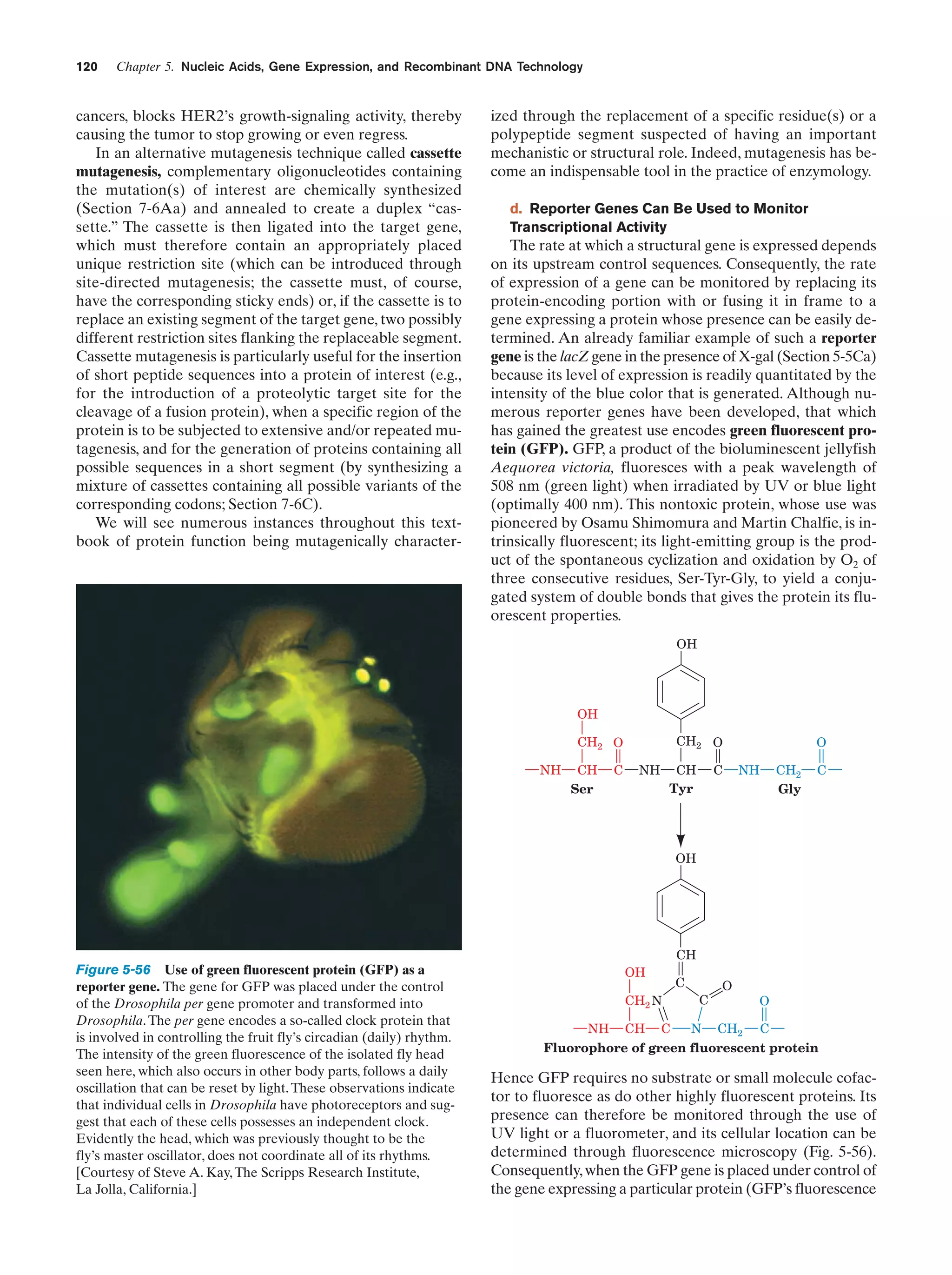 120

Chapter 5. Nucleic Acids, Gene Expression, and Recombinant DNA Technology

cancers, blocks HER2’s growth-signaling activity, thereby
causing the tumor to stop growing or even regress.
In an alternative mutagenesis technique called cassette
mutagenesis, complementary oligonucleotides containing
the mutation(s) of interest are chemically synthesized
(Section 7-6Aa) and annealed to create a duplex “cassette.” The cassette is then ligated into the target gene,
which must therefore contain an appropriately placed
unique restriction site (which can be introduced through
site-directed mutagenesis; the cassette must, of course,
have the corresponding sticky ends) or, if the cassette is to
replace an existing segment of the target gene, two possibly
different restriction sites flanking the replaceable segment.
Cassette mutagenesis is particularly useful for the insertion
of short peptide sequences into a protein of interest (e.g.,
for the introduction of a proteolytic target site for the
cleavage of a fusion protein), when a specific region of the
protein is to be subjected to extensive and/or repeated mutagenesis, and for the generation of proteins containing all
possible sequences in a short segment (by synthesizing a
mixture of cassettes containing all possible variants of the
corresponding codons; Section 7-6C).
We will see numerous instances throughout this textbook of protein function being mutagenically character-

ized through the replacement of a specific residue(s) or a
polypeptide segment suspected of having an important
mechanistic or structural role. Indeed, mutagenesis has become an indispensable tool in the practice of enzymology.
d. Reporter Genes Can Be Used to Monitor
Transcriptional Activity

The rate at which a structural gene is expressed depends
on its upstream control sequences. Consequently, the rate
of expression of a gene can be monitored by replacing its
protein-encoding portion with or fusing it in frame to a
gene expressing a protein whose presence can be easily determined. An already familiar example of such a reporter
gene is the lacZ gene in the presence of X-gal (Section 5-5Ca)
because its level of expression is readily quantitated by the
intensity of the blue color that is generated. Although numerous reporter genes have been developed, that which
has gained the greatest use encodes green fluorescent protein (GFP). GFP, a product of the bioluminescent jellyfish
Aequorea victoria, fluoresces with a peak wavelength of
508 nm (green light) when irradiated by UV or blue light
(optimally 400 nm). This nontoxic protein, whose use was
pioneered by Osamu Shimomura and Martin Chalfie, is intrinsically fluorescent; its light-emitting group is the product of the spontaneous cyclization and oxidation by O2 of
three consecutive residues, Ser-Tyr-Gly, to yield a conjugated system of double bonds that gives the protein its fluorescent properties.
OH

OH
CH2 O

CH2 O
NH

CH
Ser

C

NH

CH
Tyr

C

O
NH

CH2
Gly

C

OH

CH

Figure 5-56 Use of green fluorescent protein (GFP) as a
reporter gene. The gene for GFP was placed under the control
of the Drosophila per gene promoter and transformed into
Drosophila. The per gene encodes a so-called clock protein that
is involved in controlling the fruit fly’s circadian (daily) rhythm.
The intensity of the green fluorescence of the isolated fly head
seen here, which also occurs in other body parts, follows a daily
oscillation that can be reset by light. These observations indicate
that individual cells in Drosophila have photoreceptors and suggest that each of these cells possesses an independent clock.
Evidently the head, which was previously thought to be the
fly’s master oscillator, does not coordinate all of its rhythms.
[Courtesy of Steve A. Kay, The Scripps Research Institute,
La Jolla, California.]

OH
CH2 N

C
C

O

O

N CH2 C
NH CH C
Fluorophore of green fluorescent protein

Hence GFP requires no substrate or small molecule cofactor to fluoresce as do other highly fluorescent proteins. Its
presence can therefore be monitored through the use of
UV light or a fluorometer, and its cellular location can be
determined through fluorescence microscopy (Fig. 5-56).
Consequently, when the GFP gene is placed under control of
the gene expressing a particular protein (GFP’s fluorescence

 