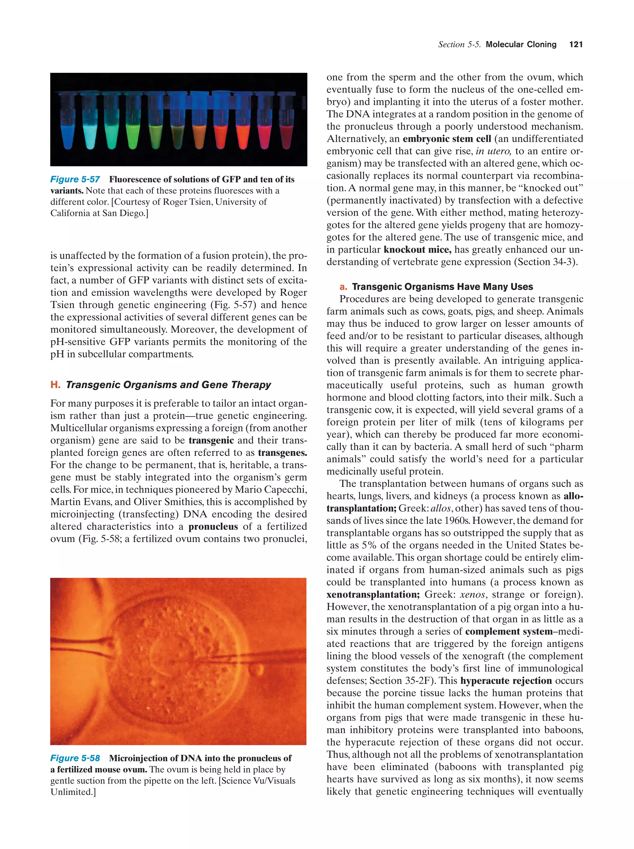 Section 5-5. Molecular Cloning

Figure 5-57 Fluorescence of solutions of GFP and ten of its
variants. Note that each of these proteins fluoresces with a
different color. [Courtesy of Roger Tsien, University of
California at San Diego.]

is unaffected by the formation of a fusion protein), the protein’s expressional activity can be readily determined. In
fact, a number of GFP variants with distinct sets of excitation and emission wavelengths were developed by Roger
Tsien through genetic engineering (Fig. 5-57) and hence
the expressional activities of several different genes can be
monitored simultaneously. Moreover, the development of
pH-sensitive GFP variants permits the monitoring of the
pH in subcellular compartments.
H. Transgenic Organisms and Gene Therapy
For many purposes it is preferable to tailor an intact organism rather than just a protein—true genetic engineering.
Multicellular organisms expressing a foreign (from another
organism) gene are said to be transgenic and their transplanted foreign genes are often referred to as transgenes.
For the change to be permanent, that is, heritable, a transgene must be stably integrated into the organism’s germ
cells. For mice, in techniques pioneered by Mario Capecchi,
Martin Evans, and Oliver Smithies, this is accomplished by
microinjecting (transfecting) DNA encoding the desired
altered characteristics into a pronucleus of a fertilized
ovum (Fig. 5-58; a fertilized ovum contains two pronuclei,

Figure 5-58 Microinjection of DNA into the pronucleus of
a fertilized mouse ovum. The ovum is being held in place by
gentle suction from the pipette on the left. [Science Vu/Visuals
Unlimited.]

121

one from the sperm and the other from the ovum, which
eventually fuse to form the nucleus of the one-celled embryo) and implanting it into the uterus of a foster mother.
The DNA integrates at a random position in the genome of
the pronucleus through a poorly understood mechanism.
Alternatively, an embryonic stem cell (an undifferentiated
embryonic cell that can give rise, in utero, to an entire organism) may be transfected with an altered gene, which occasionally replaces its normal counterpart via recombination. A normal gene may, in this manner, be “knocked out”
(permanently inactivated) by transfection with a defective
version of the gene. With either method, mating heterozygotes for the altered gene yields progeny that are homozygotes for the altered gene. The use of transgenic mice, and
in particular knockout mice, has greatly enhanced our understanding of vertebrate gene expression (Section 34-3).
a. Transgenic Organisms Have Many Uses

Procedures are being developed to generate transgenic
farm animals such as cows, goats, pigs, and sheep. Animals
may thus be induced to grow larger on lesser amounts of
feed and/or to be resistant to particular diseases, although
this will require a greater understanding of the genes involved than is presently available. An intriguing application of transgenic farm animals is for them to secrete pharmaceutically useful proteins, such as human growth
hormone and blood clotting factors, into their milk. Such a
transgenic cow, it is expected, will yield several grams of a
foreign protein per liter of milk (tens of kilograms per
year), which can thereby be produced far more economically than it can by bacteria. A small herd of such “pharm
animals” could satisfy the world’s need for a particular
medicinally useful protein.
The transplantation between humans of organs such as
hearts, lungs, livers, and kidneys (a process known as allotransplantation; Greek: allos, other) has saved tens of thousands of lives since the late 1960s. However, the demand for
transplantable organs has so outstripped the supply that as
little as 5% of the organs needed in the United States become available. This organ shortage could be entirely eliminated if organs from human-sized animals such as pigs
could be transplanted into humans (a process known as
xenotransplantation; Greek: xenos, strange or foreign).
However, the xenotransplantation of a pig organ into a human results in the destruction of that organ in as little as a
six minutes through a series of complement system–mediated reactions that are triggered by the foreign antigens
lining the blood vessels of the xenograft (the complement
system constitutes the body’s first line of immunological
defenses; Section 35-2F). This hyperacute rejection occurs
because the porcine tissue lacks the human proteins that
inhibit the human complement system. However, when the
organs from pigs that were made transgenic in these human inhibitory proteins were transplanted into baboons,
the hyperacute rejection of these organs did not occur.
Thus, although not all the problems of xenotransplantation
have been eliminated (baboons with transplanted pig
hearts have survived as long as six months), it now seems
likely that genetic engineering techniques will eventually

 