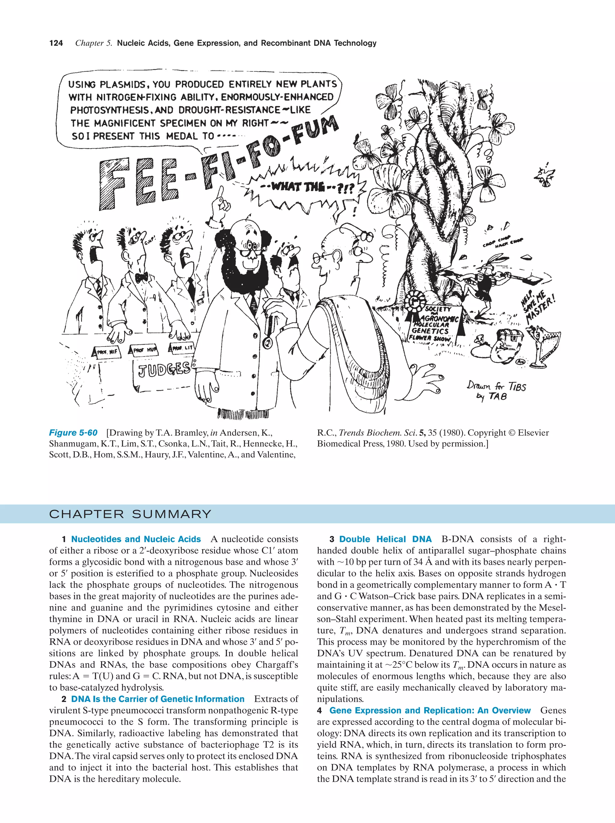124

Chapter 5. Nucleic Acids, Gene Expression, and Recombinant DNA Technology

Figure 5-60 [Drawing by T.A. Bramley, in Andersen, K.,
Shanmugam, K.T., Lim, S.T., Csonka, L.N., Tait, R., Hennecke, H.,
Scott, D.B., Hom, S.S.M., Haury, J.F., Valentine, A., and Valentine,

R.C., Trends Biochem. Sci. 5, 35 (1980). Copyright © Elsevier
Biomedical Press, 1980. Used by permission.]

C HAPTE R S U M MARY
1 Nucleotides and Nucleic Acids A nucleotide consists
of either a ribose or a 2¿-deoxyribose residue whose C1¿ atom
forms a glycosidic bond with a nitrogenous base and whose 3¿
or 5¿ position is esterified to a phosphate group. Nucleosides
lack the phosphate groups of nucleotides. The nitrogenous
bases in the great majority of nucleotides are the purines adenine and guanine and the pyrimidines cytosine and either
thymine in DNA or uracil in RNA. Nucleic acids are linear
polymers of nucleotides containing either ribose residues in
RNA or deoxyribose residues in DNA and whose 3¿ and 5¿ positions are linked by phosphate groups. In double helical
DNAs and RNAs, the base compositions obey Chargaff’s
rules:A ϭ T(U) and G ϭ C. RNA, but not DNA, is susceptible
to base-catalyzed hydrolysis.
2 DNA Is the Carrier of Genetic Information Extracts of
virulent S-type pneumococci transform nonpathogenic R-type
pneumococci to the S form. The transforming principle is
DNA. Similarly, radioactive labeling has demonstrated that
the genetically active substance of bacteriophage T2 is its
DNA.The viral capsid serves only to protect its enclosed DNA
and to inject it into the bacterial host. This establishes that
DNA is the hereditary molecule.

3 Double Helical DNA B-DNA consists of a righthanded double helix of antiparallel sugar–phosphate chains
with ϳ10 bp per turn of 34 Å and with its bases nearly perpendicular to the helix axis. Bases on opposite strands hydrogen
bond in a geometrically complementary manner to form A ؒ T
and G ؒ C Watson–Crick base pairs. DNA replicates in a semiconservative manner, as has been demonstrated by the Meselson–Stahl experiment. When heated past its melting temperature, Tm, DNA denatures and undergoes strand separation.
This process may be monitored by the hyperchromism of the
DNA’s UV spectrum. Denatured DNA can be renatured by
maintaining it at ϳ25°C below its Tm. DNA occurs in nature as
molecules of enormous lengths which, because they are also
quite stiff, are easily mechanically cleaved by laboratory manipulations.
4 Gene Expression and Replication: An Overview Genes
are expressed according to the central dogma of molecular biology: DNA directs its own replication and its transcription to
yield RNA, which, in turn, directs its translation to form proteins. RNA is synthesized from ribonucleoside triphosphates
on DNA templates by RNA polymerase, a process in which
the DNA template strand is read in its 3¿ to 5¿ direction and the

 