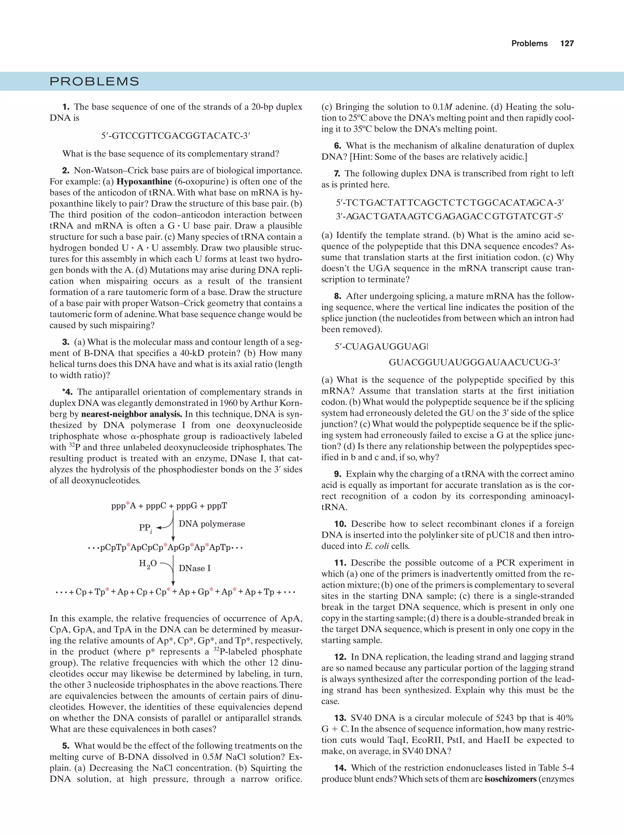 Problems

127

PROBLEMS
1. The base sequence of one of the strands of a 20-bp duplex
DNA is
5¿-GTCCGTTCGACGGTACATC-3¿
What is the base sequence of its complementary strand?
2. Non-Watson–Crick base pairs are of biological importance.
For example: (a) Hypoxanthine (6-oxopurine) is often one of the
bases of the anticodon of tRNA. With what base on mRNA is hypoxanthine likely to pair? Draw the structure of this base pair. (b)
The third position of the codon–anticodon interaction between
tRNA and mRNA is often a G ؒ U base pair. Draw a plausible
structure for such a base pair. (c) Many species of tRNA contain a
hydrogen bonded U ؒ A ؒ U assembly. Draw two plausible structures for this assembly in which each U forms at least two hydrogen bonds with the A. (d) Mutations may arise during DNA replication when mispairing occurs as a result of the transient
formation of a rare tautomeric form of a base. Draw the structure
of a base pair with proper Watson–Crick geometry that contains a
tautomeric form of adenine.What base sequence change would be
caused by such mispairing?
3. (a) What is the molecular mass and contour length of a segment of B-DNA that specifies a 40-kD protein? (b) How many
helical turns does this DNA have and what is its axial ratio (length
to width ratio)?
*4. The antiparallel orientation of complementary strands in
duplex DNA was elegantly demonstrated in 1960 by Arthur Kornberg by nearest-neighbor analysis. In this technique, DNA is synthesized by DNA polymerase I from one deoxynucleoside
triphosphate whose ␣-phosphate group is radioactively labeled
with 32P and three unlabeled deoxynucleoside triphosphates. The
resulting product is treated with an enzyme, DNase I, that catalyzes the hydrolysis of the phosphodiester bonds on the 3¿ sides
of all deoxynucleotides.
ppp*A + pppC + pppG + pppT
PPi

DNA polymerase

...pCpTp*ApCpCp*ApGp*Ap*ApTp...
H 2O

DNase I

... + Cp + Tp* + Ap + Cp + Cp* + Ap + Gp* + Ap* + Ap + Tp + ...
In this example, the relative frequencies of occurrence of ApA,
CpA, GpA, and TpA in the DNA can be determined by measuring the relative amounts of Ap*, Cp*, Gp*, and Tp*, respectively,
in the product (where p* represents a 32P-labeled phosphate
group). The relative frequencies with which the other 12 dinucleotides occur may likewise be determined by labeling, in turn,
the other 3 nucleoside triphosphates in the above reactions. There
are equivalencies between the amounts of certain pairs of dinucleotides. However, the identities of these equivalencies depend
on whether the DNA consists of parallel or antiparallel strands.
What are these equivalences in both cases?
5. What would be the effect of the following treatments on the
melting curve of B-DNA dissolved in 0.5M NaCl solution? Explain. (a) Decreasing the NaCl concentration. (b) Squirting the
DNA solution, at high pressure, through a narrow orifice.

(c) Bringing the solution to 0.1M adenine. (d) Heating the solution to 25ºC above the DNA’s melting point and then rapidly cooling it to 35ºC below the DNA’s melting point.
6. What is the mechanism of alkaline denaturation of duplex
DNA? [Hint: Some of the bases are relatively acidic.]
7. The following duplex DNA is transcribed from right to left
as is printed here.
5¿-TC TGACTAT TCAGCTC TC TGGCACATAGCA-3¿
3¿-AGAC TGATAAGTCGAGAGAC C GTGTATCGT -5¿
(a) Identify the template strand. (b) What is the amino acid sequence of the polypeptide that this DNA sequence encodes? Assume that translation starts at the first initiation codon. (c) Why
doesn’t the UGA sequence in the mRNA transcript cause transcription to terminate?
8. After undergoing splicing, a mature mRNA has the following sequence, where the vertical line indicates the position of the
splice junction (the nucleotides from between which an intron had
been removed).
5¿-CUAGAUGGUAG|
GUACGGUUAUGGGAUAACUCUG-3¿
(a) What is the sequence of the polypeptide specified by this
mRNA? Assume that translation starts at the first initiation
codon. (b) What would the polypeptide sequence be if the splicing
system had erroneously deleted the GU on the 3¿ side of the splice
junction? (c) What would the polypeptide sequence be if the splicing system had erroneously failed to excise a G at the splice junction? (d) Is there any relationship between the polypeptides specified in b and c and, if so, why?
9. Explain why the charging of a tRNA with the correct amino
acid is equally as important for accurate translation as is the correct recognition of a codon by its corresponding aminoacyltRNA.
10. Describe how to select recombinant clones if a foreign
DNA is inserted into the polylinker site of pUC18 and then introduced into E. coli cells.
11. Describe the possible outcome of a PCR experiment in
which (a) one of the primers is inadvertently omitted from the reaction mixture; (b) one of the primers is complementary to several
sites in the starting DNA sample; (c) there is a single-stranded
break in the target DNA sequence, which is present in only one
copy in the starting sample; (d) there is a double-stranded break in
the target DNA sequence, which is present in only one copy in the
starting sample.
12. In DNA replication, the leading strand and lagging strand
are so named because any particular portion of the lagging strand
is always synthesized after the corresponding portion of the leading strand has been synthesized. Explain why this must be the
case.
13. SV40 DNA is a circular molecule of 5243 bp that is 40%
G ϩ C. In the absence of sequence information, how many restriction cuts would TaqI, EcoRII, PstI, and HaeII be expected to
make, on average, in SV40 DNA?
14. Which of the restriction endonucleases listed in Table 5-4
produce blunt ends? Which sets of them are isoschizomers (enzymes

 