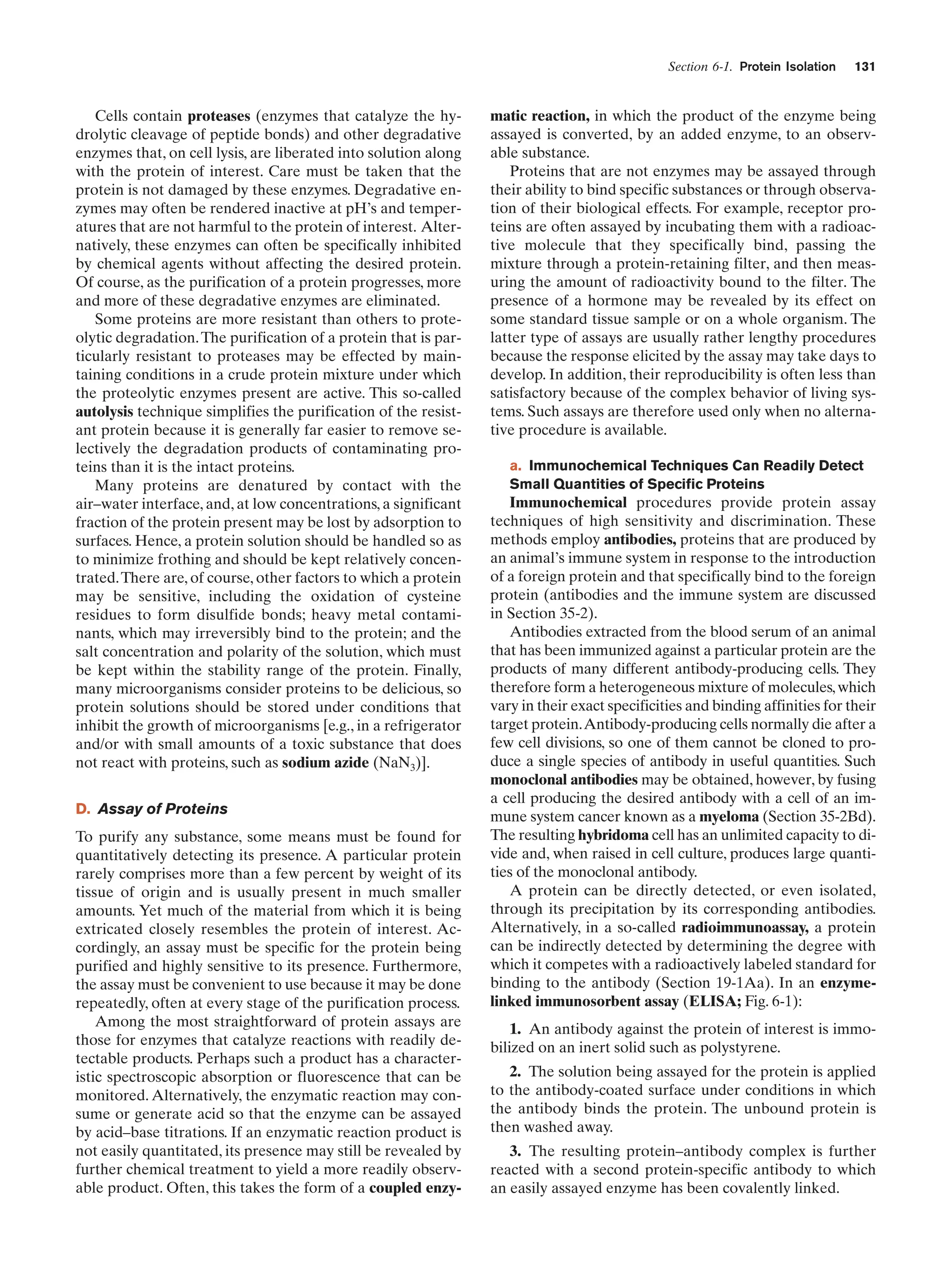 Section 6-1. Protein Isolation

Cells contain proteases (enzymes that catalyze the hydrolytic cleavage of peptide bonds) and other degradative
enzymes that, on cell lysis, are liberated into solution along
with the protein of interest. Care must be taken that the
protein is not damaged by these enzymes. Degradative enzymes may often be rendered inactive at pH’s and temperatures that are not harmful to the protein of interest. Alternatively, these enzymes can often be specifically inhibited
by chemical agents without affecting the desired protein.
Of course, as the purification of a protein progresses, more
and more of these degradative enzymes are eliminated.
Some proteins are more resistant than others to proteolytic degradation. The purification of a protein that is particularly resistant to proteases may be effected by maintaining conditions in a crude protein mixture under which
the proteolytic enzymes present are active. This so-called
autolysis technique simplifies the purification of the resistant protein because it is generally far easier to remove selectively the degradation products of contaminating proteins than it is the intact proteins.
Many proteins are denatured by contact with the
air–water interface, and, at low concentrations, a significant
fraction of the protein present may be lost by adsorption to
surfaces. Hence, a protein solution should be handled so as
to minimize frothing and should be kept relatively concentrated. There are, of course, other factors to which a protein
may be sensitive, including the oxidation of cysteine
residues to form disulfide bonds; heavy metal contaminants, which may irreversibly bind to the protein; and the
salt concentration and polarity of the solution, which must
be kept within the stability range of the protein. Finally,
many microorganisms consider proteins to be delicious, so
protein solutions should be stored under conditions that
inhibit the growth of microorganisms [e.g., in a refrigerator
and/or with small amounts of a toxic substance that does
not react with proteins, such as sodium azide (NaN3)].
D. Assay of Proteins
To purify any substance, some means must be found for
quantitatively detecting its presence. A particular protein
rarely comprises more than a few percent by weight of its
tissue of origin and is usually present in much smaller
amounts. Yet much of the material from which it is being
extricated closely resembles the protein of interest. Accordingly, an assay must be specific for the protein being
purified and highly sensitive to its presence. Furthermore,
the assay must be convenient to use because it may be done
repeatedly, often at every stage of the purification process.
Among the most straightforward of protein assays are
those for enzymes that catalyze reactions with readily detectable products. Perhaps such a product has a characteristic spectroscopic absorption or fluorescence that can be
monitored. Alternatively, the enzymatic reaction may consume or generate acid so that the enzyme can be assayed
by acid–base titrations. If an enzymatic reaction product is
not easily quantitated, its presence may still be revealed by
further chemical treatment to yield a more readily observable product. Often, this takes the form of a coupled enzy-

131

matic reaction, in which the product of the enzyme being
assayed is converted, by an added enzyme, to an observable substance.
Proteins that are not enzymes may be assayed through
their ability to bind specific substances or through observation of their biological effects. For example, receptor proteins are often assayed by incubating them with a radioactive molecule that they specifically bind, passing the
mixture through a protein-retaining filter, and then measuring the amount of radioactivity bound to the filter. The
presence of a hormone may be revealed by its effect on
some standard tissue sample or on a whole organism. The
latter type of assays are usually rather lengthy procedures
because the response elicited by the assay may take days to
develop. In addition, their reproducibility is often less than
satisfactory because of the complex behavior of living systems. Such assays are therefore used only when no alternative procedure is available.
a. Immunochemical Techniques Can Readily Detect
Small Quantities of Specific Proteins

Immunochemical procedures provide protein assay
techniques of high sensitivity and discrimination. These
methods employ antibodies, proteins that are produced by
an animal’s immune system in response to the introduction
of a foreign protein and that specifically bind to the foreign
protein (antibodies and the immune system are discussed
in Section 35-2).
Antibodies extracted from the blood serum of an animal
that has been immunized against a particular protein are the
products of many different antibody-producing cells. They
therefore form a heterogeneous mixture of molecules, which
vary in their exact specificities and binding affinities for their
target protein.Antibody-producing cells normally die after a
few cell divisions, so one of them cannot be cloned to produce a single species of antibody in useful quantities. Such
monoclonal antibodies may be obtained, however, by fusing
a cell producing the desired antibody with a cell of an immune system cancer known as a myeloma (Section 35-2Bd).
The resulting hybridoma cell has an unlimited capacity to divide and, when raised in cell culture, produces large quantities of the monoclonal antibody.
A protein can be directly detected, or even isolated,
through its precipitation by its corresponding antibodies.
Alternatively, in a so-called radioimmunoassay, a protein
can be indirectly detected by determining the degree with
which it competes with a radioactively labeled standard for
binding to the antibody (Section 19-1Aa). In an enzymelinked immunosorbent assay (ELISA; Fig. 6-1):
1. An antibody against the protein of interest is immobilized on an inert solid such as polystyrene.
2. The solution being assayed for the protein is applied
to the antibody-coated surface under conditions in which
the antibody binds the protein. The unbound protein is
then washed away.
3. The resulting protein–antibody complex is further
reacted with a second protein-specific antibody to which
an easily assayed enzyme has been covalently linked.

 