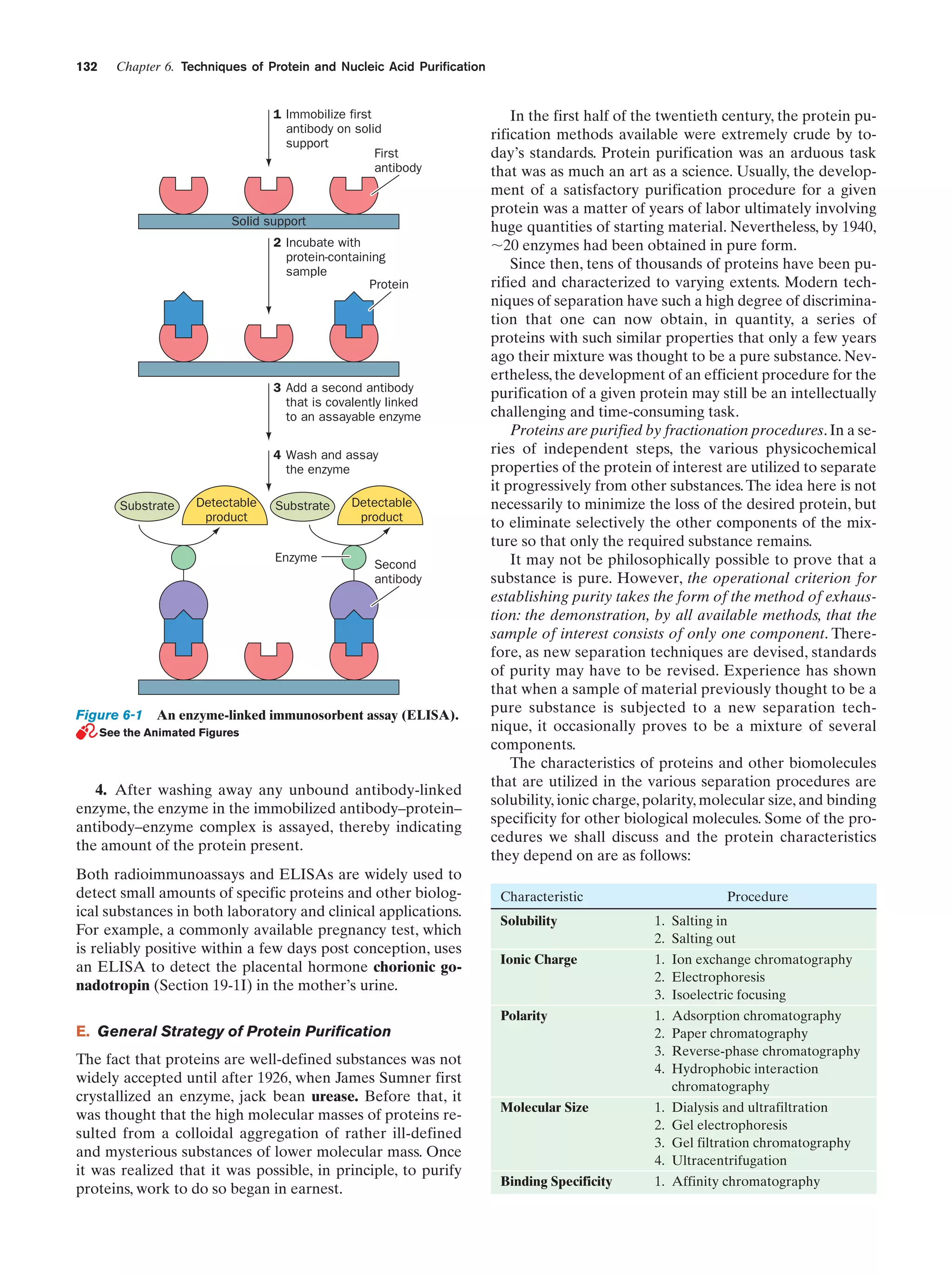 132

Chapter 6. Techniques of Protein and Nucleic Acid Purification

1 Immobilize first
antibody on solid
support
First
antibody

Solid support
2 Incubate with
protein-containing
sample
Protein

3 Add a second antibody
that is covalently linked
to an assayable enzyme
4 Wash and assay
the enzyme
Substrate

Detectable
product

Substrate

Enzyme

Detectable
product

Second
antibody

Figure 6-1 An enzyme-linked immunosorbent assay (ELISA).
See the Animated Figures

4. After washing away any unbound antibody-linked
enzyme, the enzyme in the immobilized antibody–protein–
antibody–enzyme complex is assayed, thereby indicating
the amount of the protein present.
Both radioimmunoassays and ELISAs are widely used to
detect small amounts of specific proteins and other biological substances in both laboratory and clinical applications.
For example, a commonly available pregnancy test, which
is reliably positive within a few days post conception, uses
an ELISA to detect the placental hormone chorionic gonadotropin (Section 19-1I) in the mother’s urine.

In the first half of the twentieth century, the protein purification methods available were extremely crude by today’s standards. Protein purification was an arduous task
that was as much an art as a science. Usually, the development of a satisfactory purification procedure for a given
protein was a matter of years of labor ultimately involving
huge quantities of starting material. Nevertheless, by 1940,
ϳ20 enzymes had been obtained in pure form.
Since then, tens of thousands of proteins have been purified and characterized to varying extents. Modern techniques of separation have such a high degree of discrimination that one can now obtain, in quantity, a series of
proteins with such similar properties that only a few years
ago their mixture was thought to be a pure substance. Nevertheless, the development of an efficient procedure for the
purification of a given protein may still be an intellectually
challenging and time-consuming task.
Proteins are purified by fractionation procedures. In a series of independent steps, the various physicochemical
properties of the protein of interest are utilized to separate
it progressively from other substances. The idea here is not
necessarily to minimize the loss of the desired protein, but
to eliminate selectively the other components of the mixture so that only the required substance remains.
It may not be philosophically possible to prove that a
substance is pure. However, the operational criterion for
establishing purity takes the form of the method of exhaustion: the demonstration, by all available methods, that the
sample of interest consists of only one component. Therefore, as new separation techniques are devised, standards
of purity may have to be revised. Experience has shown
that when a sample of material previously thought to be a
pure substance is subjected to a new separation technique, it occasionally proves to be a mixture of several
components.
The characteristics of proteins and other biomolecules
that are utilized in the various separation procedures are
solubility, ionic charge, polarity, molecular size, and binding
specificity for other biological molecules. Some of the procedures we shall discuss and the protein characteristics
they depend on are as follows:
Characteristic

Procedure

Solubility

1. Salting in
2. Salting out

Ionic Charge

1. Ion exchange chromatography
2. Electrophoresis
3. Isoelectric focusing

Polarity

1.
2.
3.
4.

Adsorption chromatography
Paper chromatography
Reverse-phase chromatography
Hydrophobic interaction
chromatography

Molecular Size

1.
2.
3.
4.

Dialysis and ultrafiltration
Gel electrophoresis
Gel filtration chromatography
Ultracentrifugation

Binding Specificity

1. Affinity chromatography

E. General Strategy of Protein Purification
The fact that proteins are well-defined substances was not
widely accepted until after 1926, when James Sumner first
crystallized an enzyme, jack bean urease. Before that, it
was thought that the high molecular masses of proteins resulted from a colloidal aggregation of rather ill-defined
and mysterious substances of lower molecular mass. Once
it was realized that it was possible, in principle, to purify
proteins, work to do so began in earnest.

 