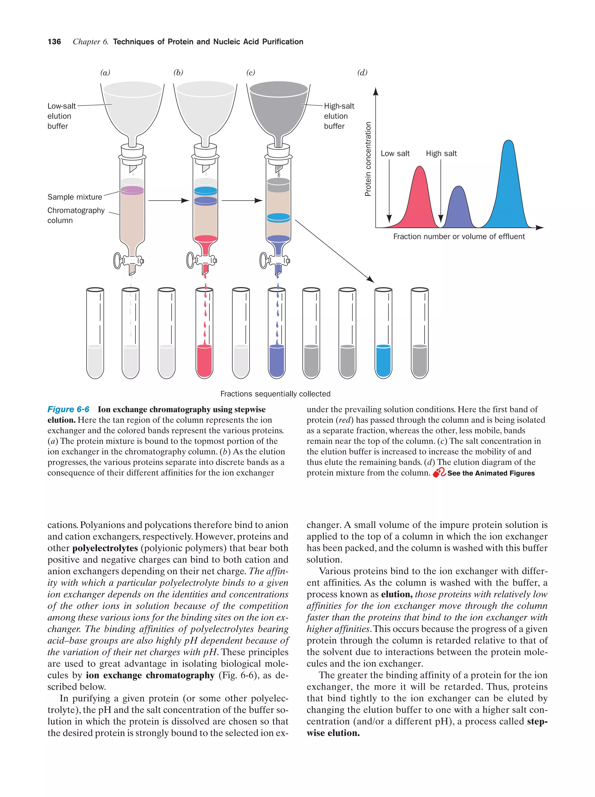 Chapter 6. Techniques of Protein and Nucleic Acid Purification

(a)

(b)

(c)

Low-salt
elution
buffer

(d)

High-salt
elution
buffer

Sample mixture

Protein concentration

136

Low salt

High salt

Chromatography
column
Fraction number or volume of effluent

Fractions sequentially collected

Figure 6-6 Ion exchange chromatography using stepwise
elution. Here the tan region of the column represents the ion
exchanger and the colored bands represent the various proteins.
(a) The protein mixture is bound to the topmost portion of the
ion exchanger in the chromatography column. (b) As the elution
progresses, the various proteins separate into discrete bands as a
consequence of their different affinities for the ion exchanger

under the prevailing solution conditions. Here the first band of
protein (red) has passed through the column and is being isolated
as a separate fraction, whereas the other, less mobile, bands
remain near the top of the column. (c) The salt concentration in
the elution buffer is increased to increase the mobility of and
thus elute the remaining bands. (d) The elution diagram of the
protein mixture from the column.
See the Animated Figures

cations. Polyanions and polycations therefore bind to anion
and cation exchangers, respectively. However, proteins and
other polyelectrolytes (polyionic polymers) that bear both
positive and negative charges can bind to both cation and
anion exchangers depending on their net charge. The affinity with which a particular polyelectrolyte binds to a given
ion exchanger depends on the identities and concentrations
of the other ions in solution because of the competition
among these various ions for the binding sites on the ion exchanger. The binding affinities of polyelectrolytes bearing
acid–base groups are also highly pH dependent because of
the variation of their net charges with pH. These principles
are used to great advantage in isolating biological molecules by ion exchange chromatography (Fig. 6-6), as described below.
In purifying a given protein (or some other polyelectrolyte), the pH and the salt concentration of the buffer solution in which the protein is dissolved are chosen so that
the desired protein is strongly bound to the selected ion ex-

changer. A small volume of the impure protein solution is
applied to the top of a column in which the ion exchanger
has been packed, and the column is washed with this buffer
solution.
Various proteins bind to the ion exchanger with different affinities. As the column is washed with the buffer, a
process known as elution, those proteins with relatively low
affinities for the ion exchanger move through the column
faster than the proteins that bind to the ion exchanger with
higher affinities.This occurs because the progress of a given
protein through the column is retarded relative to that of
the solvent due to interactions between the protein molecules and the ion exchanger.
The greater the binding affinity of a protein for the ion
exchanger, the more it will be retarded. Thus, proteins
that bind tightly to the ion exchanger can be eluted by
changing the elution buffer to one with a higher salt concentration (and/or a different pH), a process called stepwise elution.

 