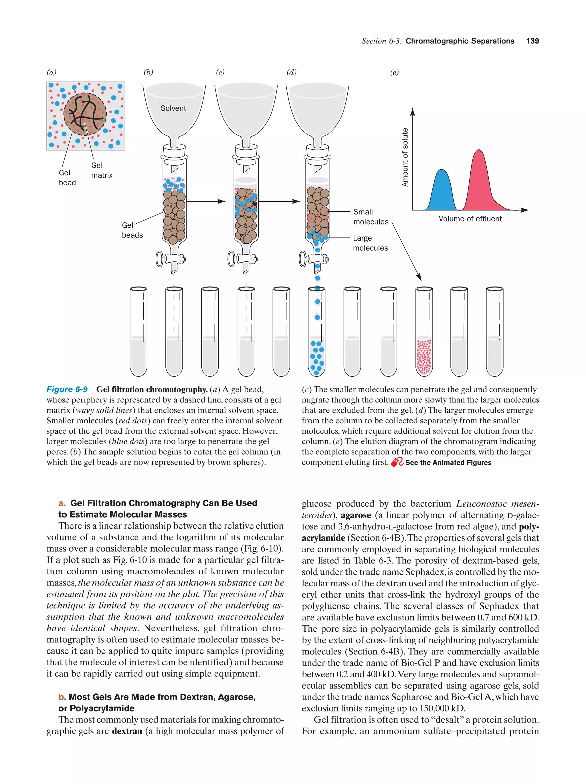 Section 6-3. Chromatographic Separations

(a)

(b)

(c)

(d)

139

(e)

Gel
bead

Amount of solute

Solvent

Gel
matrix

Gel
beads

Figure 6-9 Gel filtration chromatography. (a) A gel bead,
whose periphery is represented by a dashed line, consists of a gel
matrix (wavy solid lines) that encloses an internal solvent space.
Smaller molecules (red dots) can freely enter the internal solvent
space of the gel bead from the external solvent space. However,
larger molecules (blue dots) are too large to penetrate the gel
pores. (b) The sample solution begins to enter the gel column (in
which the gel beads are now represented by brown spheres).

a. Gel Filtration Chromatography Can Be Used
to Estimate Molecular Masses

There is a linear relationship between the relative elution
volume of a substance and the logarithm of its molecular
mass over a considerable molecular mass range (Fig. 6-10).
If a plot such as Fig. 6-10 is made for a particular gel filtration column using macromolecules of known molecular
masses, the molecular mass of an unknown substance can be
estimated from its position on the plot. The precision of this
technique is limited by the accuracy of the underlying assumption that the known and unknown macromolecules
have identical shapes. Nevertheless, gel filtration chromatography is often used to estimate molecular masses because it can be applied to quite impure samples (providing
that the molecule of interest can be identified) and because
it can be rapidly carried out using simple equipment.
b. Most Gels Are Made from Dextran, Agarose,
or Polyacrylamide

The most commonly used materials for making chromatographic gels are dextran (a high molecular mass polymer of

Small
molecules

Volume of effluent

Large
molecules

(c) The smaller molecules can penetrate the gel and consequently
migrate through the column more slowly than the larger molecules
that are excluded from the gel. (d) The larger molecules emerge
from the column to be collected separately from the smaller
molecules, which require additional solvent for elution from the
column. (e) The elution diagram of the chromatogram indicating
the complete separation of the two components, with the larger
component eluting first.
See the Animated Figures

glucose produced by the bacterium Leuconostoc mesenteroides), agarose (a linear polymer of alternating D-galactose and 3,6-anhydro-L-galactose from red algae), and polyacrylamide (Section 6-4B).The properties of several gels that
are commonly employed in separating biological molecules
are listed in Table 6-3. The porosity of dextran-based gels,
sold under the trade name Sephadex, is controlled by the molecular mass of the dextran used and the introduction of glyceryl ether units that cross-link the hydroxyl groups of the
polyglucose chains. The several classes of Sephadex that
are available have exclusion limits between 0.7 and 600 kD.
The pore size in polyacrylamide gels is similarly controlled
by the extent of cross-linking of neighboring polyacrylamide
molecules (Section 6-4B). They are commercially available
under the trade name of Bio-Gel P and have exclusion limits
between 0.2 and 400 kD. Very large molecules and supramolecular assemblies can be separated using agarose gels, sold
under the trade names Sepharose and Bio-Gel A, which have
exclusion limits ranging up to 150,000 kD.
Gel filtration is often used to “desalt” a protein solution.
For example, an ammonium sulfate–precipitated protein

 