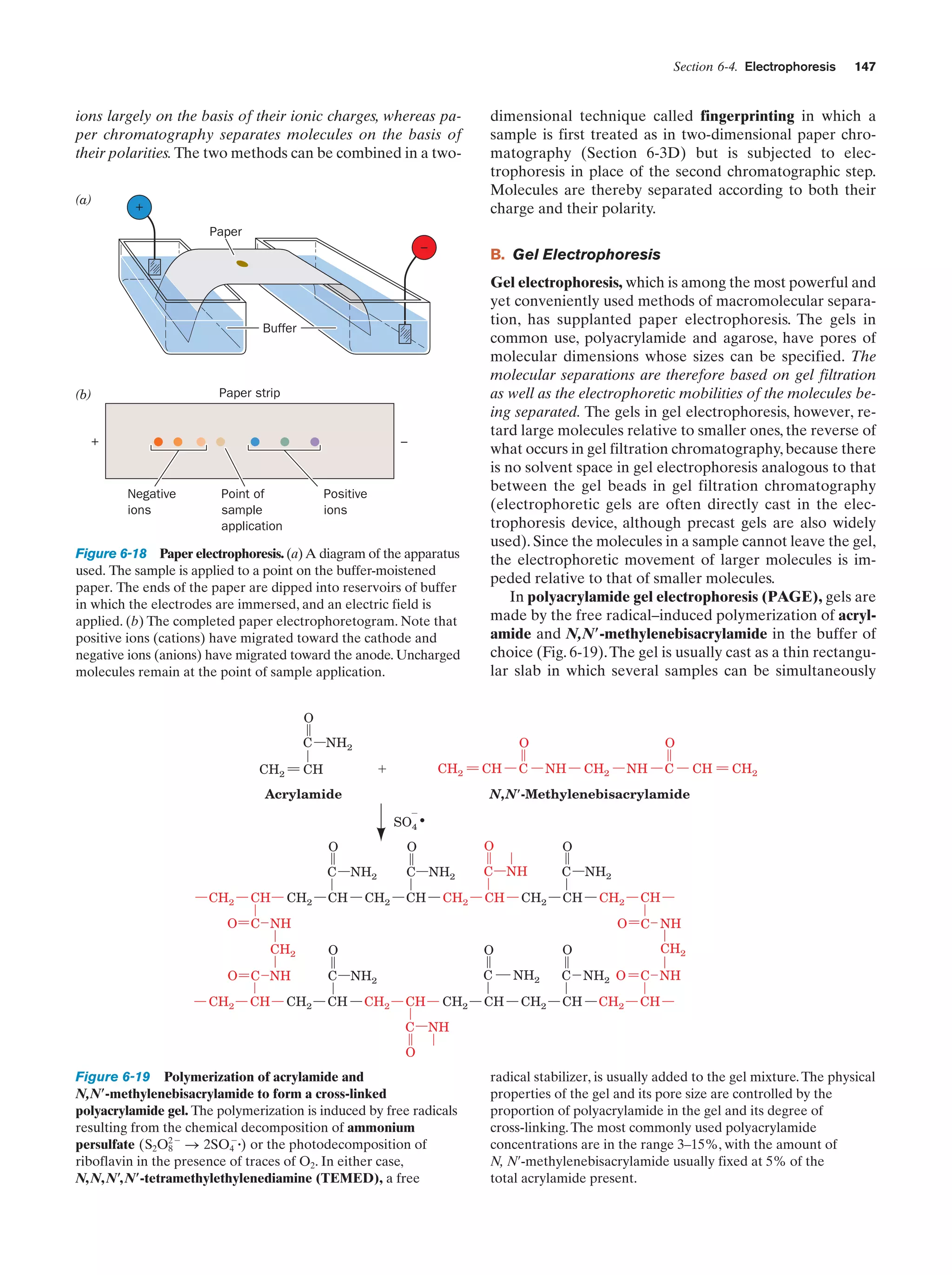 Section 6-4. Electrophoresis

ions largely on the basis of their ionic charges, whereas paper chromatography separates molecules on the basis of
their polarities. The two methods can be combined in a two(a)

+

147

dimensional technique called fingerprinting in which a
sample is first treated as in two-dimensional paper chromatography (Section 6-3D) but is subjected to electrophoresis in place of the second chromatographic step.
Molecules are thereby separated according to both their
charge and their polarity.

Paper
–

B. Gel Electrophoresis

Buffer

Paper strip

(b)

+

–

Negative
ions

Point of
sample
application

Positive
ions

Figure 6-18 Paper electrophoresis. (a) A diagram of the apparatus
used. The sample is applied to a point on the buffer-moistened
paper. The ends of the paper are dipped into reservoirs of buffer
in which the electrodes are immersed, and an electric field is
applied. (b) The completed paper electrophoretogram. Note that
positive ions (cations) have migrated toward the cathode and
negative ions (anions) have migrated toward the anode. Uncharged
molecules remain at the point of sample application.

Gel electrophoresis, which is among the most powerful and
yet conveniently used methods of macromolecular separation, has supplanted paper electrophoresis. The gels in
common use, polyacrylamide and agarose, have pores of
molecular dimensions whose sizes can be specified. The
molecular separations are therefore based on gel filtration
as well as the electrophoretic mobilities of the molecules being separated. The gels in gel electrophoresis, however, retard large molecules relative to smaller ones, the reverse of
what occurs in gel filtration chromatography, because there
is no solvent space in gel electrophoresis analogous to that
between the gel beads in gel filtration chromatography
(electrophoretic gels are often directly cast in the electrophoresis device, although precast gels are also widely
used). Since the molecules in a sample cannot leave the gel,
the electrophoretic movement of larger molecules is impeded relative to that of smaller molecules.
In polyacrylamide gel electrophoresis (PAGE), gels are
made by the free radical–induced polymerization of acrylamide and N,N؅-methylenebisacrylamide in the buffer of
choice (Fig. 6-19). The gel is usually cast as a thin rectangular slab in which several samples can be simultaneously

O
C

NH2
CH2

ϩ

CH

CH2

O
CH

C

O
NH

CH2

NH

C

CH

CH2

N,N؅-Methylenebisacrylamide

Acrylamide
Ϫ

SO4
O

O
C
CH2
O

CH

CH2

CH2

CH2

C
CH

NH2
CH2

CH

O
NH
CH2

C
CH

C NH
CH2

O

CH

NH2

O
C

CH2
O

C

CH

CH

C

NH2
CH2

CH
C

CH2

CH

CH
C NH
CH2

O

O

O

C NH
CH2

NH2

NH2
CH2

C NH2 O

C NH

CH

CH

CH2

NH

O

Figure 6-19 Polymerization of acrylamide and
N,N؅-methylenebisacrylamide to form a cross-linked
polyacrylamide gel. The polymerization is induced by free radicals
resulting from the chemical decomposition of ammonium
Ϫ
persulfate (S2O2Ϫ S 2SO4 ؒ) or the photodecomposition of
8
riboflavin in the presence of traces of O2. In either case,
N, N, N؅, N؅-tetramethylethylenediamine (TEMED), a free

radical stabilizer, is usually added to the gel mixture. The physical
properties of the gel and its pore size are controlled by the
proportion of polyacrylamide in the gel and its degree of
cross-linking. The most commonly used polyacrylamide
concentrations are in the range 3–15%, with the amount of
N, N¿-methylenebisacrylamide usually fixed at 5% of the
total acrylamide present.

 