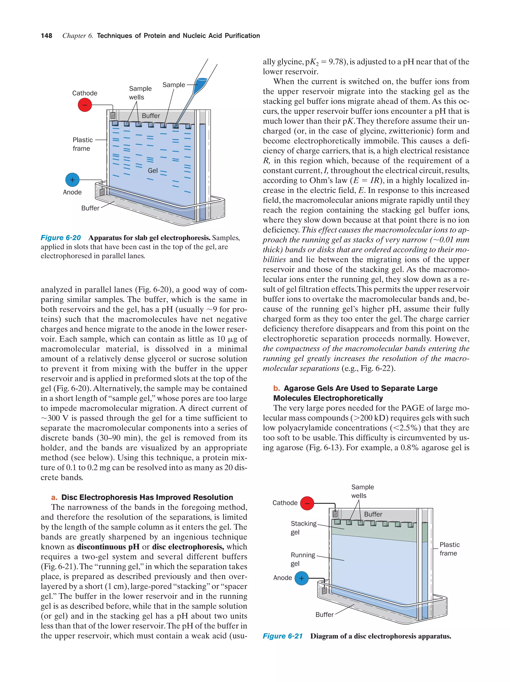 148

Chapter 6. Techniques of Protein and Nucleic Acid Purification

Cathode

Sample
wells

Sample

–
Buffer

Plastic
frame
Gel

+
Anode
Buffer

Figure 6-20 Apparatus for slab gel electrophoresis. Samples,
applied in slots that have been cast in the top of the gel, are
electrophoresed in parallel lanes.

analyzed in parallel lanes (Fig. 6-20), a good way of comparing similar samples. The buffer, which is the same in
both reservoirs and the gel, has a pH (usually ϳ9 for proteins) such that the macromolecules have net negative
charges and hence migrate to the anode in the lower reservoir. Each sample, which can contain as little as 10 ␮g of
macromolecular material, is dissolved in a minimal
amount of a relatively dense glycerol or sucrose solution
to prevent it from mixing with the buffer in the upper
reservoir and is applied in preformed slots at the top of the
gel (Fig. 6-20). Alternatively, the sample may be contained
in a short length of “sample gel,” whose pores are too large
to impede macromolecular migration. A direct current of
ϳ300 V is passed through the gel for a time sufficient to
separate the macromolecular components into a series of
discrete bands (30–90 min), the gel is removed from its
holder, and the bands are visualized by an appropriate
method (see below). Using this technique, a protein mixture of 0.1 to 0.2 mg can be resolved into as many as 20 discrete bands.
a. Disc Electrophoresis Has Improved Resolution

The narrowness of the bands in the foregoing method,
and therefore the resolution of the separations, is limited
by the length of the sample column as it enters the gel. The
bands are greatly sharpened by an ingenious technique
known as discontinuous pH or disc electrophoresis, which
requires a two-gel system and several different buffers
(Fig. 6-21). The “running gel,” in which the separation takes
place, is prepared as described previously and then overlayered by a short (1 cm), large-pored “stacking” or “spacer
gel.” The buffer in the lower reservoir and in the running
gel is as described before, while that in the sample solution
(or gel) and in the stacking gel has a pH about two units
less than that of the lower reservoir.The pH of the buffer in
the upper reservoir, which must contain a weak acid (usu-

ally glycine, pK2 ϭ 9.78), is adjusted to a pH near that of the
lower reservoir.
When the current is switched on, the buffer ions from
the upper reservoir migrate into the stacking gel as the
stacking gel buffer ions migrate ahead of them. As this occurs, the upper reservoir buffer ions encounter a pH that is
much lower than their pK. They therefore assume their uncharged (or, in the case of glycine, zwitterionic) form and
become electrophoretically immobile. This causes a deficiency of charge carriers, that is, a high electrical resistance
R, in this region which, because of the requirement of a
constant current, I, throughout the electrical circuit, results,
according to Ohm’s law (E ϭ IR), in a highly localized increase in the electric field, E. In response to this increased
field, the macromolecular anions migrate rapidly until they
reach the region containing the stacking gel buffer ions,
where they slow down because at that point there is no ion
deficiency. This effect causes the macromolecular ions to approach the running gel as stacks of very narrow (ϳ0.01 mm
thick) bands or disks that are ordered according to their mobilities and lie between the migrating ions of the upper
reservoir and those of the stacking gel. As the macromolecular ions enter the running gel, they slow down as a result of gel filtration effects.This permits the upper reservoir
buffer ions to overtake the macromolecular bands and, because of the running gel’s higher pH, assume their fully
charged form as they too enter the gel. The charge carrier
deficiency therefore disappears and from this point on the
electrophoretic separation proceeds normally. However,
the compactness of the macromolecular bands entering the
running gel greatly increases the resolution of the macromolecular separations (e.g., Fig. 6-22).
b. Agarose Gels Are Used to Separate Large
Molecules Electrophoretically

The very large pores needed for the PAGE of large molecular mass compounds (Ͼ200 kD) requires gels with such
low polyacrylamide concentrations (Ͻ2.5%) that they are
too soft to be usable. This difficulty is circumvented by using agarose (Fig. 6-13). For example, a 0.8% agarose gel is

Sample
wells

–

Cathode

Buffer
Stacking
gel
Plastic
frame

Running
gel
Anode

+

Buffer

Figure 6-21 Diagram of a disc electrophoresis apparatus.

 