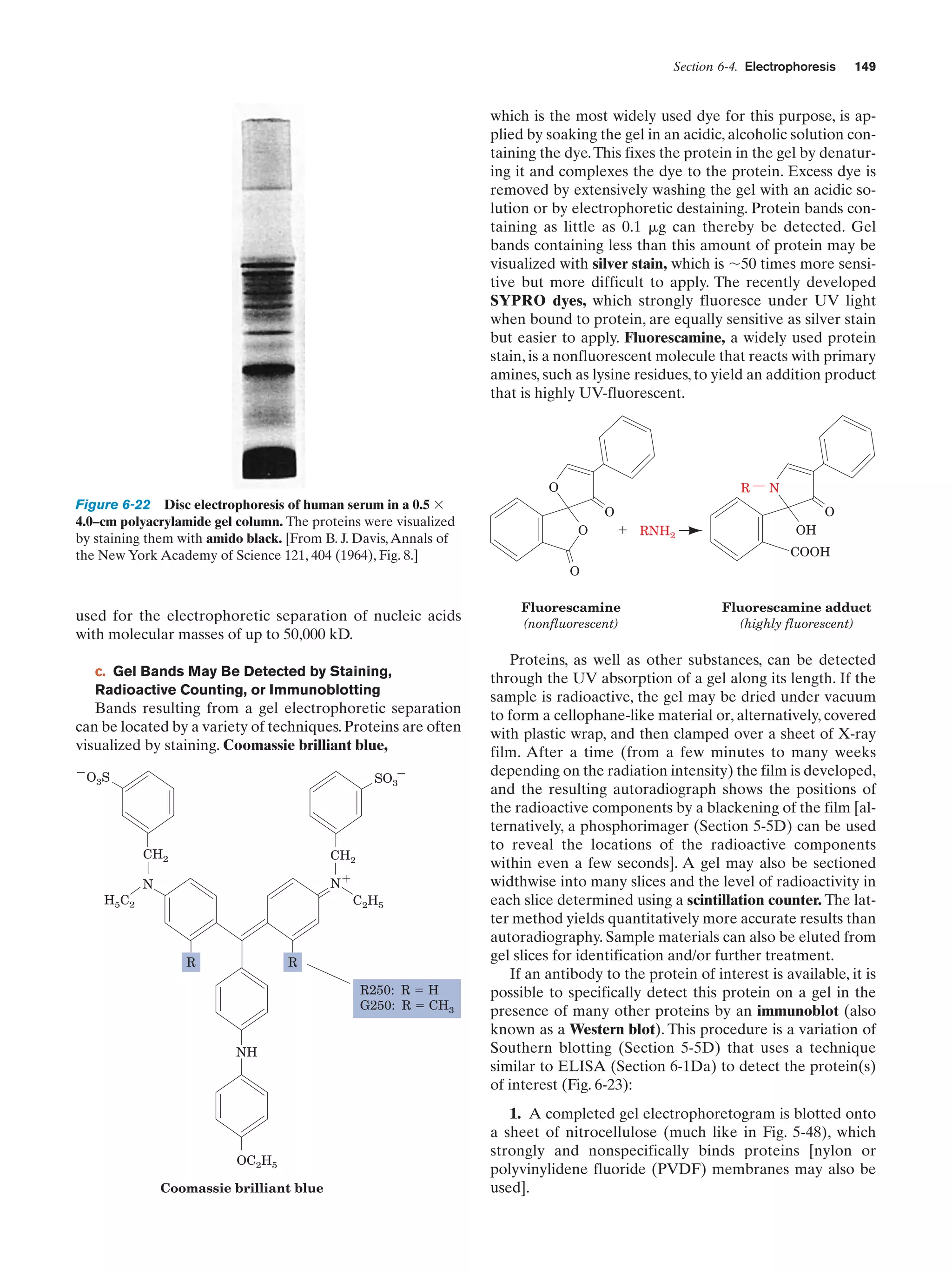 Section 6-4. Electrophoresis

149

which is the most widely used dye for this purpose, is applied by soaking the gel in an acidic, alcoholic solution containing the dye. This fixes the protein in the gel by denaturing it and complexes the dye to the protein. Excess dye is
removed by extensively washing the gel with an acidic solution or by electrophoretic destaining. Protein bands containing as little as 0.1 ␮g can thereby be detected. Gel
bands containing less than this amount of protein may be
visualized with silver stain, which is ϳ50 times more sensitive but more difficult to apply. The recently developed
SYPRO dyes, which strongly fluoresce under UV light
when bound to protein, are equally sensitive as silver stain
but easier to apply. Fluorescamine, a widely used protein
stain, is a nonfluorescent molecule that reacts with primary
amines, such as lysine residues, to yield an addition product
that is highly UV-fluorescent.

Figure 6-22 Disc electrophoresis of human serum in a 0.5 ϫ
4.0–cm polyacrylamide gel column. The proteins were visualized
by staining them with amido black. [From B. J. Davis, Annals of
the New York Academy of Science 121, 404 (1964), Fig. 8.]

O

R

N
O

O
O

ϩ RNH2

OH
COOH

O

used for the electrophoretic separation of nucleic acids
with molecular masses of up to 50,000 kD.
c. Gel Bands May Be Detected by Staining,
Radioactive Counting, or Immunoblotting

Bands resulting from a gel electrophoretic separation
can be located by a variety of techniques. Proteins are often
visualized by staining. Coomassie brilliant blue,
ϪO S
3

SO3Ϫ

CH2
H5C2

CH2

N

Nϩ
C2H5

R

R
R250: R ϭ H
G250: R ϭ CH3
NH

OC2H5
Coomassie brilliant blue

Fluorescamine
(nonfluorescent)

Fluorescamine adduct
(highly fluorescent)

Proteins, as well as other substances, can be detected
through the UV absorption of a gel along its length. If the
sample is radioactive, the gel may be dried under vacuum
to form a cellophane-like material or, alternatively, covered
with plastic wrap, and then clamped over a sheet of X-ray
film. After a time (from a few minutes to many weeks
depending on the radiation intensity) the film is developed,
and the resulting autoradiograph shows the positions of
the radioactive components by a blackening of the film [alternatively, a phosphorimager (Section 5-5D) can be used
to reveal the locations of the radioactive components
within even a few seconds]. A gel may also be sectioned
widthwise into many slices and the level of radioactivity in
each slice determined using a scintillation counter. The latter method yields quantitatively more accurate results than
autoradiography. Sample materials can also be eluted from
gel slices for identification and/or further treatment.
If an antibody to the protein of interest is available, it is
possible to specifically detect this protein on a gel in the
presence of many other proteins by an immunoblot (also
known as a Western blot). This procedure is a variation of
Southern blotting (Section 5-5D) that uses a technique
similar to ELISA (Section 6-1Da) to detect the protein(s)
of interest (Fig. 6-23):
1. A completed gel electrophoretogram is blotted onto
a sheet of nitrocellulose (much like in Fig. 5-48), which
strongly and nonspecifically binds proteins [nylon or
polyvinylidene fluoride (PVDF) membranes may also be
used].

 