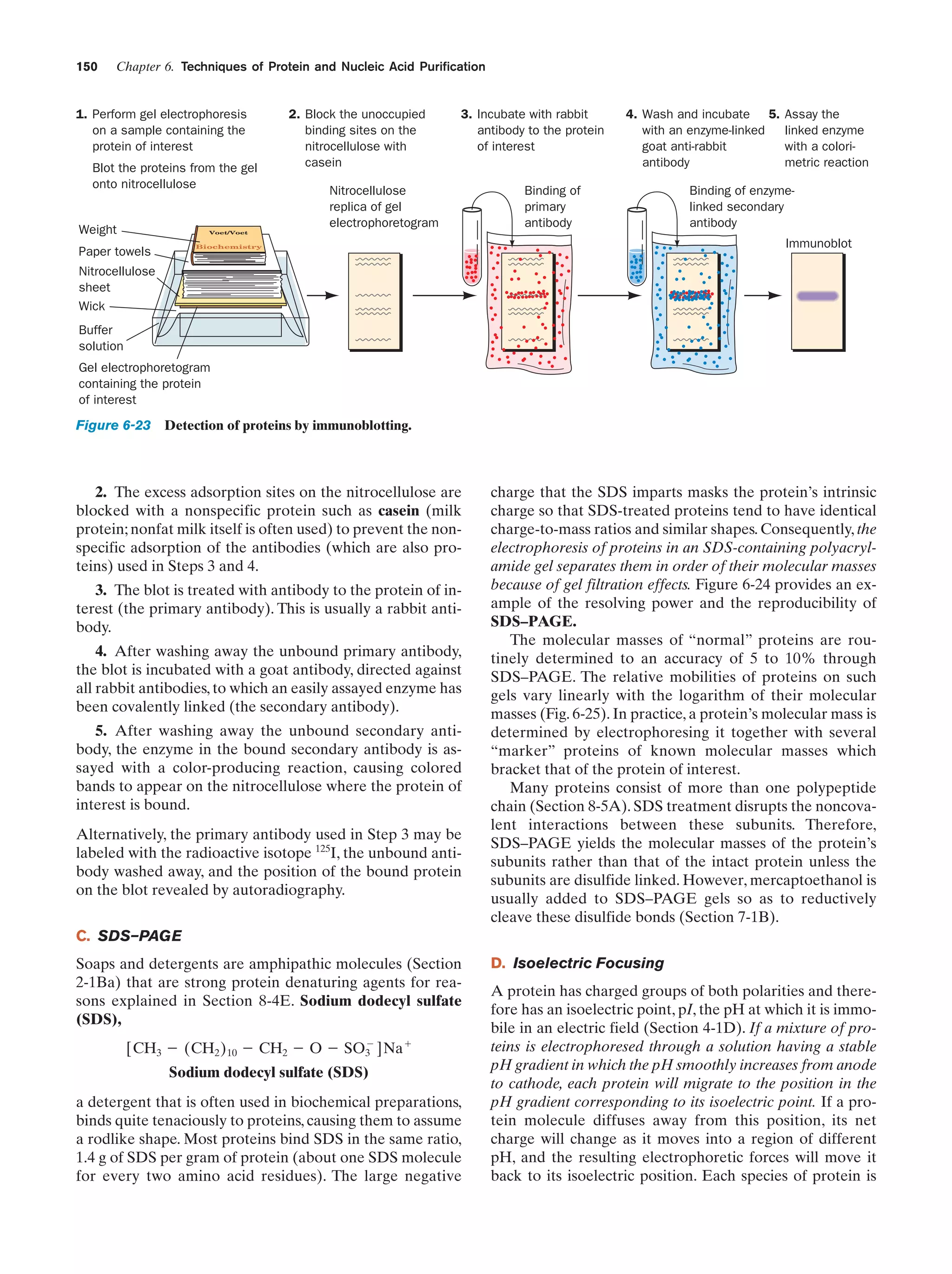 150

Chapter 6. Techniques of Protein and Nucleic Acid Purification

1. Perform gel electrophoresis
on a sample containing the
protein of interest
Blot the proteins from the gel
onto nitrocellulose

Weight

2. Block the unoccupied
binding sites on the
nitrocellulose with
casein

3. Incubate with rabbit
antibody to the protein
of interest

Nitrocellulose
replica of gel
electrophoretogram

4. Wash and incubate 5.
with an enzyme-linked
goat anti-rabbit
antibody

Binding of
primary
antibody

Assay the
linked enzyme
with a colorimetric reaction

Binding of enzymelinked secondary
antibody

Voet/Voet

Immunoblot

Biochemistry

Paper towels
Nitrocellulose
sheet
Wick
Buffer
solution

Gel electrophoretogram
containing the protein
of interest

Figure 6-23 Detection of proteins by immunoblotting.

2. The excess adsorption sites on the nitrocellulose are
blocked with a nonspecific protein such as casein (milk
protein; nonfat milk itself is often used) to prevent the nonspecific adsorption of the antibodies (which are also proteins) used in Steps 3 and 4.
3. The blot is treated with antibody to the protein of interest (the primary antibody). This is usually a rabbit antibody.
4. After washing away the unbound primary antibody,
the blot is incubated with a goat antibody, directed against
all rabbit antibodies, to which an easily assayed enzyme has
been covalently linked (the secondary antibody).
5. After washing away the unbound secondary antibody, the enzyme in the bound secondary antibody is assayed with a color-producing reaction, causing colored
bands to appear on the nitrocellulose where the protein of
interest is bound.
Alternatively, the primary antibody used in Step 3 may be
labeled with the radioactive isotope 125I, the unbound antibody washed away, and the position of the bound protein
on the blot revealed by autoradiography.

charge that the SDS imparts masks the protein’s intrinsic
charge so that SDS-treated proteins tend to have identical
charge-to-mass ratios and similar shapes. Consequently, the
electrophoresis of proteins in an SDS-containing polyacrylamide gel separates them in order of their molecular masses
because of gel filtration effects. Figure 6-24 provides an example of the resolving power and the reproducibility of
SDS–PAGE.
The molecular masses of “normal” proteins are routinely determined to an accuracy of 5 to 10% through
SDS–PAGE. The relative mobilities of proteins on such
gels vary linearly with the logarithm of their molecular
masses (Fig. 6-25). In practice, a protein’s molecular mass is
determined by electrophoresing it together with several
“marker” proteins of known molecular masses which
bracket that of the protein of interest.
Many proteins consist of more than one polypeptide
chain (Section 8-5A). SDS treatment disrupts the noncovalent interactions between these subunits. Therefore,
SDS–PAGE yields the molecular masses of the protein’s
subunits rather than that of the intact protein unless the
subunits are disulfide linked. However, mercaptoethanol is
usually added to SDS–PAGE gels so as to reductively
cleave these disulfide bonds (Section 7-1B).

C. SDS–PAGE
Soaps and detergents are amphipathic molecules (Section
2-1Ba) that are strong protein denaturing agents for reasons explained in Section 8-4E. Sodium dodecyl sulfate
(SDS),
Ϫ
[CH3 Ϫ (CH2 ) 10 Ϫ CH2 Ϫ O Ϫ SO3 ]Na ϩ

Sodium dodecyl sulfate (SDS)
a detergent that is often used in biochemical preparations,
binds quite tenaciously to proteins, causing them to assume
a rodlike shape. Most proteins bind SDS in the same ratio,
1.4 g of SDS per gram of protein (about one SDS molecule
for every two amino acid residues). The large negative

D. Isoelectric Focusing
A protein has charged groups of both polarities and therefore has an isoelectric point, pI, the pH at which it is immobile in an electric field (Section 4-1D). If a mixture of proteins is electrophoresed through a solution having a stable
pH gradient in which the pH smoothly increases from anode
to cathode, each protein will migrate to the position in the
pH gradient corresponding to its isoelectric point. If a protein molecule diffuses away from this position, its net
charge will change as it moves into a region of different
pH, and the resulting electrophoretic forces will move it
back to its isoelectric position. Each species of protein is

 