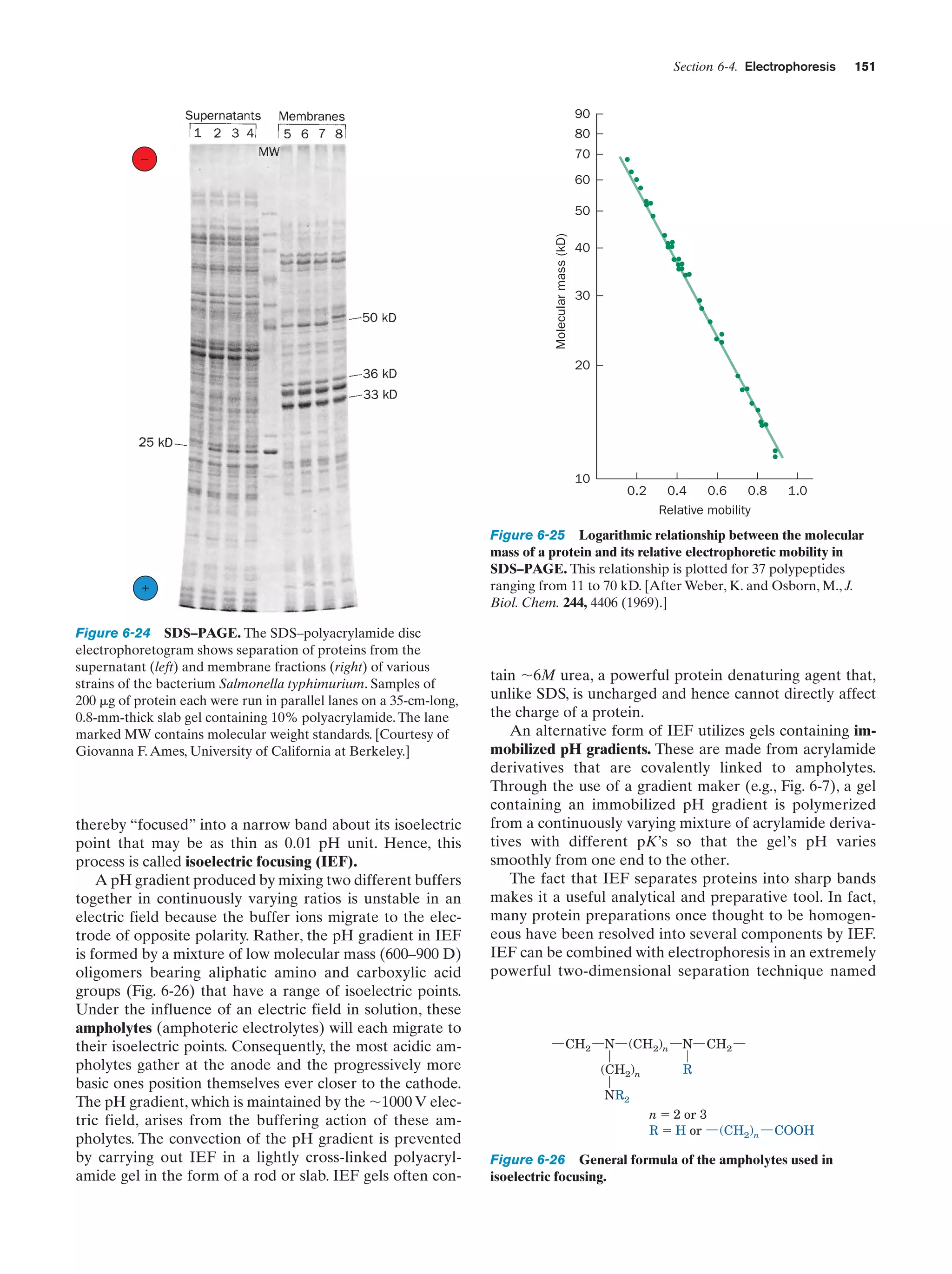 Section 6-4. Electrophoresis

151

90
80
70

–

60

Molecular mass (kD)

50
40

30

20

10
0.2

+

Figure 6-24 SDS–PAGE. The SDS–polyacrylamide disc
electrophoretogram shows separation of proteins from the
supernatant (left) and membrane fractions (right) of various
strains of the bacterium Salmonella typhimurium. Samples of
200 ␮g of protein each were run in parallel lanes on a 35-cm-long,
0.8-mm-thick slab gel containing 10% polyacrylamide. The lane
marked MW contains molecular weight standards. [Courtesy of
Giovanna F. Ames, University of California at Berkeley.]

thereby “focused” into a narrow band about its isoelectric
point that may be as thin as 0.01 pH unit. Hence, this
process is called isoelectric focusing (IEF).
A pH gradient produced by mixing two different buffers
together in continuously varying ratios is unstable in an
electric field because the buffer ions migrate to the electrode of opposite polarity. Rather, the pH gradient in IEF
is formed by a mixture of low molecular mass (600–900 D)
oligomers bearing aliphatic amino and carboxylic acid
groups (Fig. 6-26) that have a range of isoelectric points.
Under the influence of an electric field in solution, these
ampholytes (amphoteric electrolytes) will each migrate to
their isoelectric points. Consequently, the most acidic ampholytes gather at the anode and the progressively more
basic ones position themselves ever closer to the cathode.
The pH gradient, which is maintained by the ϳ1000 V electric field, arises from the buffering action of these ampholytes. The convection of the pH gradient is prevented
by carrying out IEF in a lightly cross-linked polyacrylamide gel in the form of a rod or slab. IEF gels often con-

0.4
0.6
0.8
Relative mobility

1.0

Figure 6-25 Logarithmic relationship between the molecular
mass of a protein and its relative electrophoretic mobility in
SDS–PAGE. This relationship is plotted for 37 polypeptides
ranging from 11 to 70 kD. [After Weber, K. and Osborn, M., J.
Biol. Chem. 244, 4406 (1969).]

tain ϳ6M urea, a powerful protein denaturing agent that,
unlike SDS, is uncharged and hence cannot directly affect
the charge of a protein.
An alternative form of IEF utilizes gels containing immobilized pH gradients. These are made from acrylamide
derivatives that are covalently linked to ampholytes.
Through the use of a gradient maker (e.g., Fig. 6-7), a gel
containing an immobilized pH gradient is polymerized
from a continuously varying mixture of acrylamide derivatives with different pK’s so that the gel’s pH varies
smoothly from one end to the other.
The fact that IEF separates proteins into sharp bands
makes it a useful analytical and preparative tool. In fact,
many protein preparations once thought to be homogeneous have been resolved into several components by IEF.
IEF can be combined with electrophoresis in an extremely
powerful two-dimensional separation technique named

CH2

N

(CH2)n

(CH2)n

N

CH2

R

NR2
n ϭ 2 or 3
R ϭ H or (CH2)n

COOH

Figure 6-26 General formula of the ampholytes used in
isoelectric focusing.

 