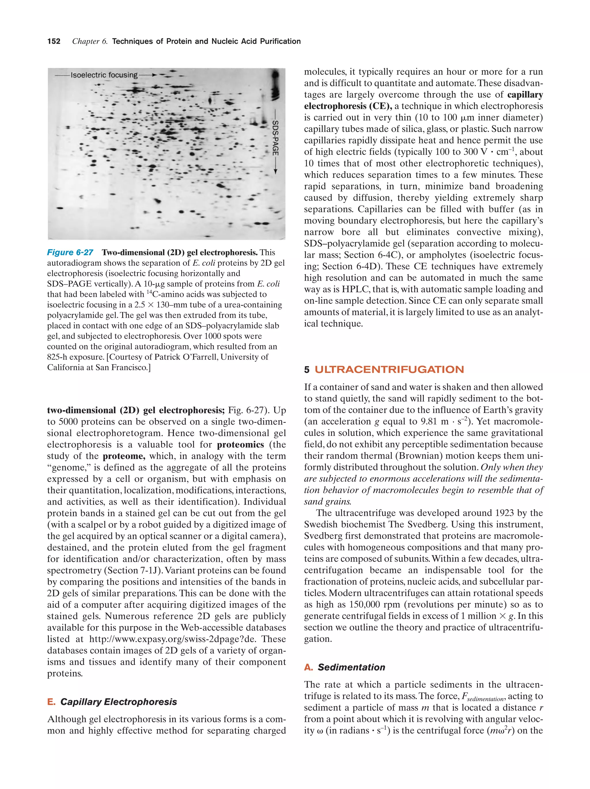 152

Chapter 6. Techniques of Protein and Nucleic Acid Purification

Figure 6-27 Two-dimensional (2D) gel electrophoresis. This
autoradiogram shows the separation of E. coli proteins by 2D gel
electrophoresis (isoelectric focusing horizontally and
SDS–PAGE vertically). A 10-␮g sample of proteins from E. coli
that had been labeled with 14C-amino acids was subjected to
isoelectric focusing in a 2.5 ϫ 130–mm tube of a urea-containing
polyacrylamide gel. The gel was then extruded from its tube,
placed in contact with one edge of an SDS–polyacrylamide slab
gel, and subjected to electrophoresis. Over 1000 spots were
counted on the original autoradiogram, which resulted from an
825-h exposure. [Courtesy of Patrick O’Farrell, University of
California at San Francisco.]

two-dimensional (2D) gel electrophoresis; Fig. 6-27). Up
to 5000 proteins can be observed on a single two-dimensional electrophoretogram. Hence two-dimensional gel
electrophoresis is a valuable tool for proteomics (the
study of the proteome, which, in analogy with the term
“genome,” is defined as the aggregate of all the proteins
expressed by a cell or organism, but with emphasis on
their quantitation, localization, modifications, interactions,
and activities, as well as their identification). Individual
protein bands in a stained gel can be cut out from the gel
(with a scalpel or by a robot guided by a digitized image of
the gel acquired by an optical scanner or a digital camera),
destained, and the protein eluted from the gel fragment
for identification and/or characterization, often by mass
spectrometry (Section 7-1J). Variant proteins can be found
by comparing the positions and intensities of the bands in
2D gels of similar preparations. This can be done with the
aid of a computer after acquiring digitized images of the
stained gels. Numerous reference 2D gels are publicly
available for this purpose in the Web-accessible databases
listed at http://www.expasy.org/swiss-2dpage?de. These
databases contain images of 2D gels of a variety of organisms and tissues and identify many of their component
proteins.
E. Capillary Electrophoresis
Although gel electrophoresis in its various forms is a common and highly effective method for separating charged

molecules, it typically requires an hour or more for a run
and is difficult to quantitate and automate. These disadvantages are largely overcome through the use of capillary
electrophoresis (CE), a technique in which electrophoresis
is carried out in very thin (10 to 100 ␮m inner diameter)
capillary tubes made of silica, glass, or plastic. Such narrow
capillaries rapidly dissipate heat and hence permit the use
of high electric fields (typically 100 to 300 V ؒ cm–1, about
10 times that of most other electrophoretic techniques),
which reduces separation times to a few minutes. These
rapid separations, in turn, minimize band broadening
caused by diffusion, thereby yielding extremely sharp
separations. Capillaries can be filled with buffer (as in
moving boundary electrophoresis, but here the capillary’s
narrow bore all but eliminates convective mixing),
SDS–polyacrylamide gel (separation according to molecular mass; Section 6-4C), or ampholytes (isoelectric focusing; Section 6-4D). These CE techniques have extremely
high resolution and can be automated in much the same
way as is HPLC, that is, with automatic sample loading and
on-line sample detection. Since CE can only separate small
amounts of material, it is largely limited to use as an analytical technique.

5 ULTRACENTRIFUGATION
If a container of sand and water is shaken and then allowed
to stand quietly, the sand will rapidly sediment to the bottom of the container due to the influence of Earth’s gravity
(an acceleration g equal to 9.81 m . s–2). Yet macromolecules in solution, which experience the same gravitational
field, do not exhibit any perceptible sedimentation because
their random thermal (Brownian) motion keeps them uniformly distributed throughout the solution. Only when they
are subjected to enormous accelerations will the sedimentation behavior of macromolecules begin to resemble that of
sand grains.
The ultracentrifuge was developed around 1923 by the
Swedish biochemist The Svedberg. Using this instrument,
Svedberg first demonstrated that proteins are macromolecules with homogeneous compositions and that many proteins are composed of subunits.Within a few decades, ultracentrifugation became an indispensable tool for the
fractionation of proteins, nucleic acids, and subcellular particles. Modern ultracentrifuges can attain rotational speeds
as high as 150,000 rpm (revolutions per minute) so as to
generate centrifugal fields in excess of 1 million ϫ g. In this
section we outline the theory and practice of ultracentrifugation.
A. Sedimentation
The rate at which a particle sediments in the ultracentrifuge is related to its mass. The force, Fsedimentation, acting to
sediment a particle of mass m that is located a distance r
from a point about which it is revolving with angular velocity ␻ (in radians ؒ s–1) is the centrifugal force (m␻2r) on the

 
