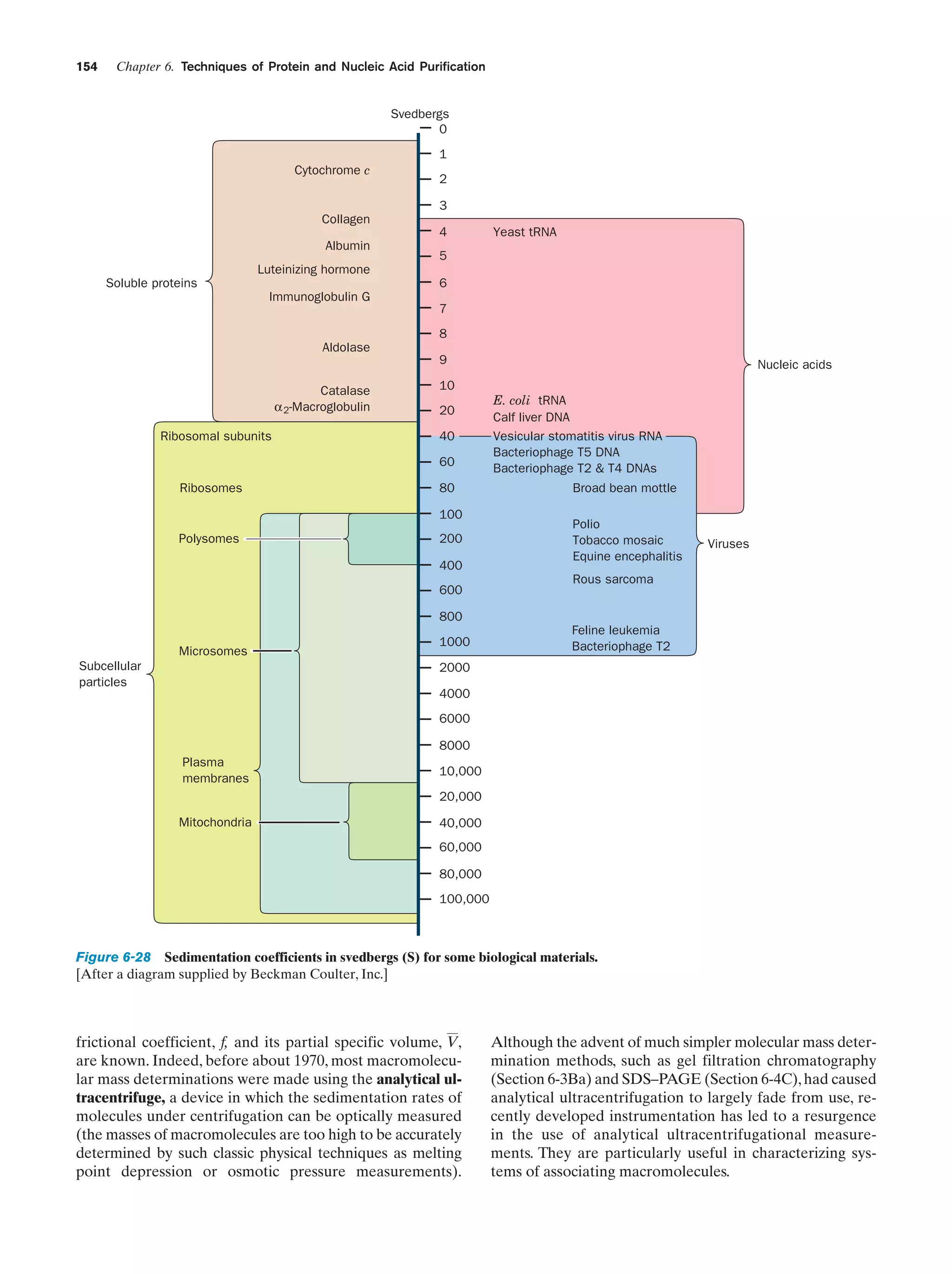 154

Chapter 6. Techniques of Protein and Nucleic Acid Purification

Svedbergs
0

1
Cytochrome c

2
3

Collagen
4
Albumin

Yeast tRNA

5

Luteinizing hormone
6

Soluble proteins
Immunoglobulin G

7
8
Aldolase
9
Catalase
α 2-Macroglobulin

Ribosomal subunits

20
40
60

Ribosomes

80
100

Polysomes

Nucleic acids

10

200
400
600

E. coli tRNA
Calf liver DNA
Vesicular stomatitis virus RNA
Bacteriophage T5 DNA
Bacteriophage T2 & T4 DNAs

Broad bean mottle
Polio
Tobacco mosaic
Equine encephalitis

Viruses

Rous sarcoma

800
Microsomes
Subcellular
particles

1000

Feline leukemia
Bacteriophage T2

2000
4000
6000
8000
Plasma
membranes

10,000
20,000

Mitochondria

40,000
60,000
80,000
100,000

Figure 6-28 Sedimentation coefficients in svedbergs (S) for some biological materials.
[After a diagram supplied by Beckman Coulter, Inc.]

frictional coefficient, f, and its partial specific volume, V,
are known. Indeed, before about 1970, most macromolecular mass determinations were made using the analytical ultracentrifuge, a device in which the sedimentation rates of
molecules under centrifugation can be optically measured
(the masses of macromolecules are too high to be accurately
determined by such classic physical techniques as melting
point depression or osmotic pressure measurements).

Although the advent of much simpler molecular mass determination methods, such as gel filtration chromatography
(Section 6-3Ba) and SDS–PAGE (Section 6-4C), had caused
analytical ultracentrifugation to largely fade from use, recently developed instrumentation has led to a resurgence
in the use of analytical ultracentrifugational measurements. They are particularly useful in characterizing systems of associating macromolecules.

 