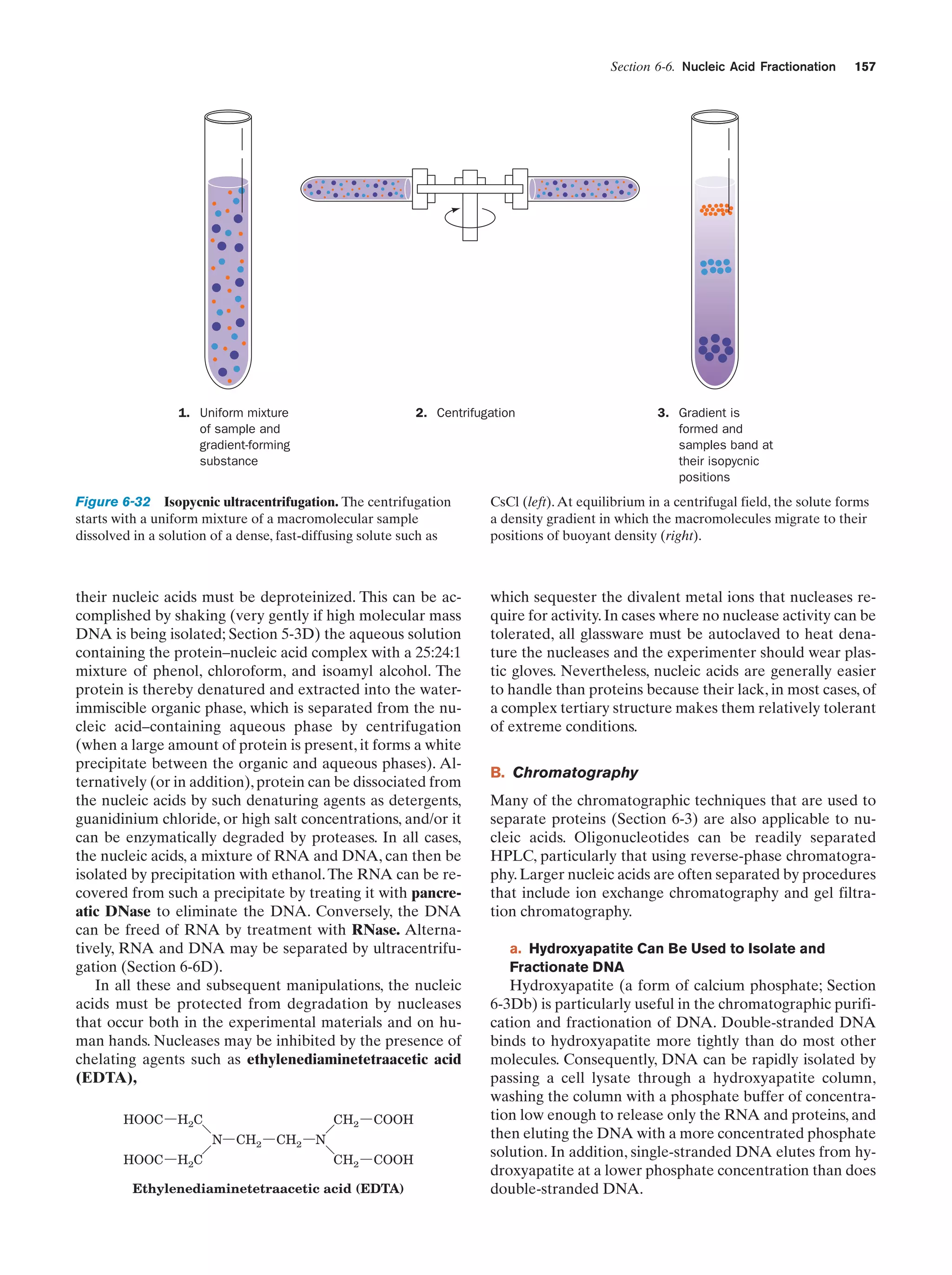 Section 6-6. Nucleic Acid Fractionation

1. Uniform mixture
of sample and
gradient-forming
substance

2. Centrifugation

157

3. Gradient is
formed and
samples band at
their isopycnic
positions

Figure 6-32 Isopycnic ultracentrifugation. The centrifugation
starts with a uniform mixture of a macromolecular sample
dissolved in a solution of a dense, fast-diffusing solute such as

CsCl (left). At equilibrium in a centrifugal field, the solute forms
a density gradient in which the macromolecules migrate to their
positions of buoyant density (right).

their nucleic acids must be deproteinized. This can be accomplished by shaking (very gently if high molecular mass
DNA is being isolated; Section 5-3D) the aqueous solution
containing the protein–nucleic acid complex with a 25:24:1
mixture of phenol, chloroform, and isoamyl alcohol. The
protein is thereby denatured and extracted into the waterimmiscible organic phase, which is separated from the nucleic acid–containing aqueous phase by centrifugation
(when a large amount of protein is present, it forms a white
precipitate between the organic and aqueous phases). Alternatively (or in addition), protein can be dissociated from
the nucleic acids by such denaturing agents as detergents,
guanidinium chloride, or high salt concentrations, and/or it
can be enzymatically degraded by proteases. In all cases,
the nucleic acids, a mixture of RNA and DNA, can then be
isolated by precipitation with ethanol. The RNA can be recovered from such a precipitate by treating it with pancreatic DNase to eliminate the DNA. Conversely, the DNA
can be freed of RNA by treatment with RNase. Alternatively, RNA and DNA may be separated by ultracentrifugation (Section 6-6D).
In all these and subsequent manipulations, the nucleic
acids must be protected from degradation by nucleases
that occur both in the experimental materials and on human hands. Nucleases may be inhibited by the presence of
chelating agents such as ethylenediaminetetraacetic acid
(EDTA),

which sequester the divalent metal ions that nucleases require for activity. In cases where no nuclease activity can be
tolerated, all glassware must be autoclaved to heat denature the nucleases and the experimenter should wear plastic gloves. Nevertheless, nucleic acids are generally easier
to handle than proteins because their lack, in most cases, of
a complex tertiary structure makes them relatively tolerant
of extreme conditions.

HOOC

H2C

CH2
N

HOOC

H2C

CH2

CH2

COOH

CH2

COOH

N

Ethylenediaminetetraacetic acid (EDTA)

B. Chromatography
Many of the chromatographic techniques that are used to
separate proteins (Section 6-3) are also applicable to nucleic acids. Oligonucleotides can be readily separated
HPLC, particularly that using reverse-phase chromatography. Larger nucleic acids are often separated by procedures
that include ion exchange chromatography and gel filtration chromatography.
a. Hydroxyapatite Can Be Used to Isolate and
Fractionate DNA

Hydroxyapatite (a form of calcium phosphate; Section
6-3Db) is particularly useful in the chromatographic purification and fractionation of DNA. Double-stranded DNA
binds to hydroxyapatite more tightly than do most other
molecules. Consequently, DNA can be rapidly isolated by
passing a cell lysate through a hydroxyapatite column,
washing the column with a phosphate buffer of concentration low enough to release only the RNA and proteins, and
then eluting the DNA with a more concentrated phosphate
solution. In addition, single-stranded DNA elutes from hydroxyapatite at a lower phosphate concentration than does
double-stranded DNA.

 