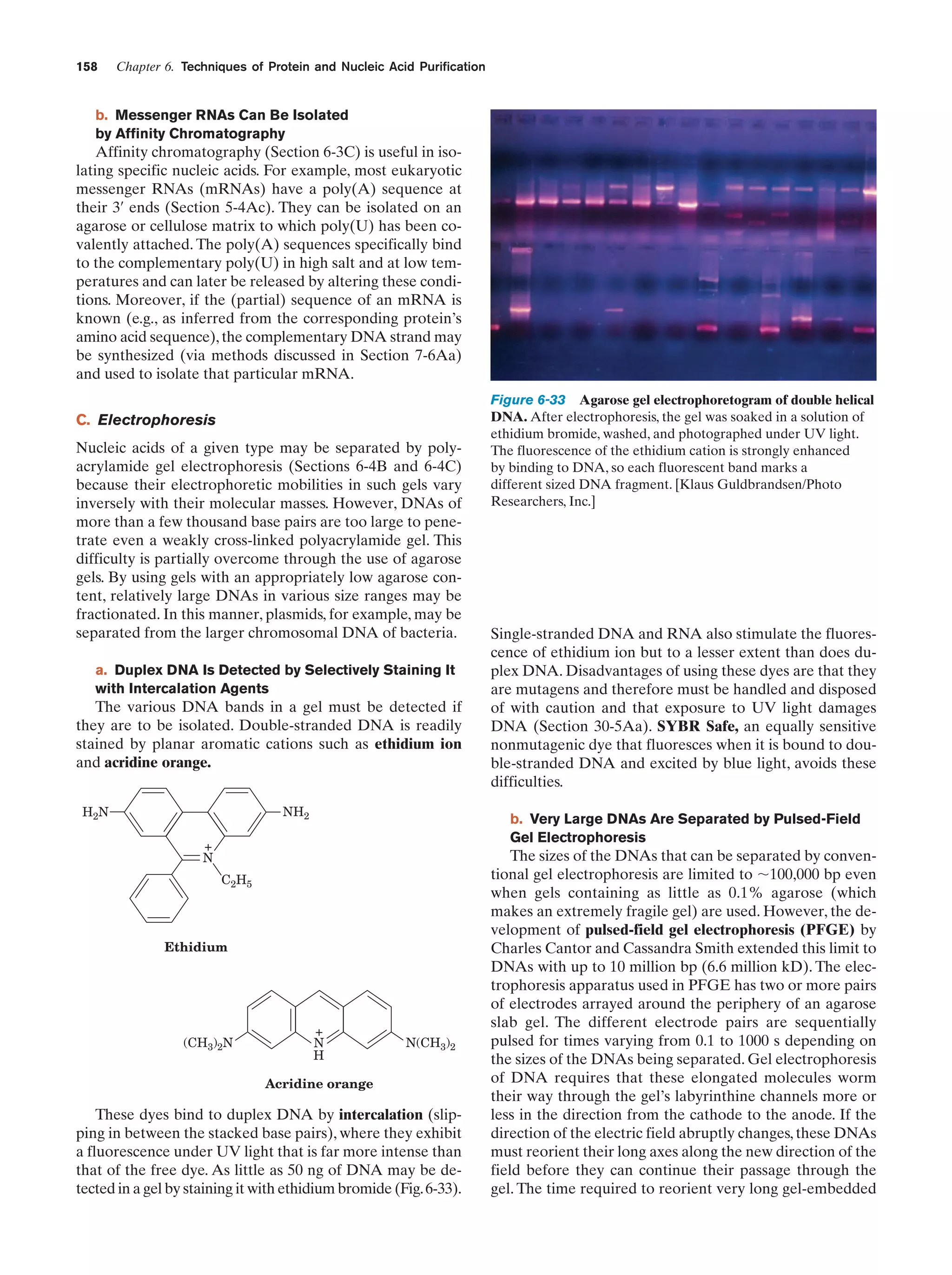 158

Chapter 6. Techniques of Protein and Nucleic Acid Purification

b. Messenger RNAs Can Be Isolated
by Affinity Chromatography

Affinity chromatography (Section 6-3C) is useful in isolating specific nucleic acids. For example, most eukaryotic
messenger RNAs (mRNAs) have a poly(A) sequence at
their 3¿ ends (Section 5-4Ac). They can be isolated on an
agarose or cellulose matrix to which poly(U) has been covalently attached. The poly(A) sequences specifically bind
to the complementary poly(U) in high salt and at low temperatures and can later be released by altering these conditions. Moreover, if the (partial) sequence of an mRNA is
known (e.g., as inferred from the corresponding protein’s
amino acid sequence), the complementary DNA strand may
be synthesized (via methods discussed in Section 7-6Aa)
and used to isolate that particular mRNA.
C. Electrophoresis
Nucleic acids of a given type may be separated by polyacrylamide gel electrophoresis (Sections 6-4B and 6-4C)
because their electrophoretic mobilities in such gels vary
inversely with their molecular masses. However, DNAs of
more than a few thousand base pairs are too large to penetrate even a weakly cross-linked polyacrylamide gel. This
difficulty is partially overcome through the use of agarose
gels. By using gels with an appropriately low agarose content, relatively large DNAs in various size ranges may be
fractionated. In this manner, plasmids, for example, may be
separated from the larger chromosomal DNA of bacteria.
a. Duplex DNA Is Detected by Selectively Staining It
with Intercalation Agents

The various DNA bands in a gel must be detected if
they are to be isolated. Double-stranded DNA is readily
stained by planar aromatic cations such as ethidium ion
and acridine orange.
NH2

H2N

Single-stranded DNA and RNA also stimulate the fluorescence of ethidium ion but to a lesser extent than does duplex DNA. Disadvantages of using these dyes are that they
are mutagens and therefore must be handled and disposed
of with caution and that exposure to UV light damages
DNA (Section 30-5Aa). SYBR Safe, an equally sensitive
nonmutagenic dye that fluoresces when it is bound to double-stranded DNA and excited by blue light, avoids these
difficulties.
b. Very Large DNAs Are Separated by Pulsed-Field
Gel Electrophoresis

+
N
C2H5

Ethidium

(CH3)2N

Figure 6-33 Agarose gel electrophoretogram of double helical
DNA. After electrophoresis, the gel was soaked in a solution of
ethidium bromide, washed, and photographed under UV light.
The fluorescence of the ethidium cation is strongly enhanced
by binding to DNA, so each fluorescent band marks a
different sized DNA fragment. [Klaus Guldbrandsen/Photo
Researchers, Inc.]

+
N
H

N(CH3)2

Acridine orange

These dyes bind to duplex DNA by intercalation (slipping in between the stacked base pairs), where they exhibit
a fluorescence under UV light that is far more intense than
that of the free dye. As little as 50 ng of DNA may be detected in a gel by staining it with ethidium bromide (Fig. 6-33).

The sizes of the DNAs that can be separated by conventional gel electrophoresis are limited to ϳ100,000 bp even
when gels containing as little as 0.1% agarose (which
makes an extremely fragile gel) are used. However, the development of pulsed-field gel electrophoresis (PFGE) by
Charles Cantor and Cassandra Smith extended this limit to
DNAs with up to 10 million bp (6.6 million kD). The electrophoresis apparatus used in PFGE has two or more pairs
of electrodes arrayed around the periphery of an agarose
slab gel. The different electrode pairs are sequentially
pulsed for times varying from 0.1 to 1000 s depending on
the sizes of the DNAs being separated. Gel electrophoresis
of DNA requires that these elongated molecules worm
their way through the gel’s labyrinthine channels more or
less in the direction from the cathode to the anode. If the
direction of the electric field abruptly changes, these DNAs
must reorient their long axes along the new direction of the
field before they can continue their passage through the
gel. The time required to reorient very long gel-embedded

 