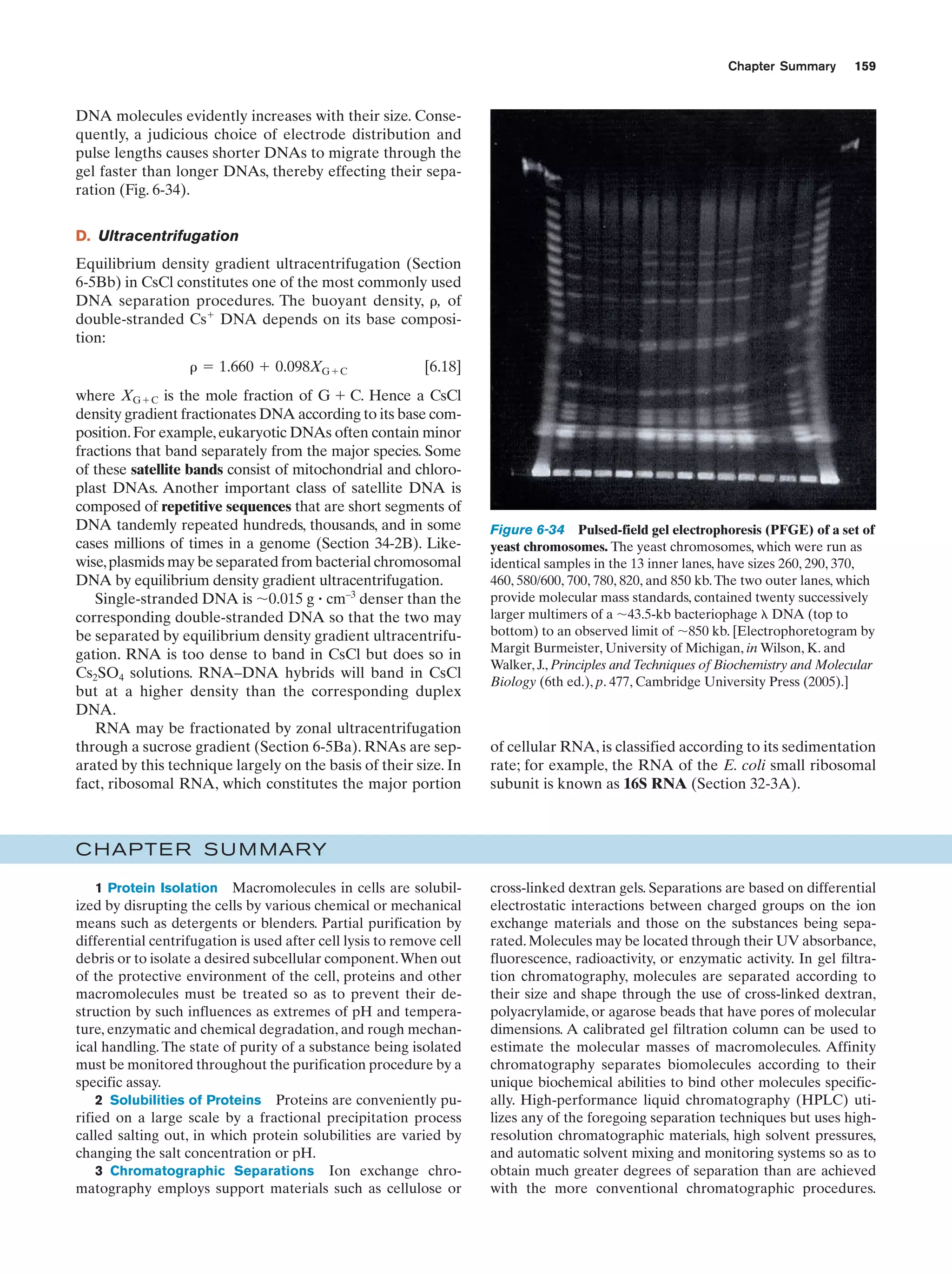 Chapter Summary

159

DNA molecules evidently increases with their size. Consequently, a judicious choice of electrode distribution and
pulse lengths causes shorter DNAs to migrate through the
gel faster than longer DNAs, thereby effecting their separation (Fig. 6-34).
D. Ultracentrifugation
Equilibrium density gradient ultracentrifugation (Section
6-5Bb) in CsCl constitutes one of the most commonly used
DNA separation procedures. The buoyant density, ␳, of
double-stranded Csϩ DNA depends on its base composition:
␳ ϭ 1.660 ϩ 0.098XGϩC

[6.18]

where XGϩC is the mole fraction of G ϩ C. Hence a CsCl
density gradient fractionates DNA according to its base composition. For example, eukaryotic DNAs often contain minor
fractions that band separately from the major species. Some
of these satellite bands consist of mitochondrial and chloroplast DNAs. Another important class of satellite DNA is
composed of repetitive sequences that are short segments of
DNA tandemly repeated hundreds, thousands, and in some
cases millions of times in a genome (Section 34-2B). Likewise, plasmids may be separated from bacterial chromosomal
DNA by equilibrium density gradient ultracentrifugation.
Single-stranded DNA is ϳ0.015 g ؒ cm–3 denser than the
corresponding double-stranded DNA so that the two may
be separated by equilibrium density gradient ultracentrifugation. RNA is too dense to band in CsCl but does so in
Cs2SO4 solutions. RNA–DNA hybrids will band in CsCl
but at a higher density than the corresponding duplex
DNA.
RNA may be fractionated by zonal ultracentrifugation
through a sucrose gradient (Section 6-5Ba). RNAs are separated by this technique largely on the basis of their size. In
fact, ribosomal RNA, which constitutes the major portion

Figure 6-34 Pulsed-field gel electrophoresis (PFGE) of a set of
yeast chromosomes. The yeast chromosomes, which were run as
identical samples in the 13 inner lanes, have sizes 260, 290, 370,
460, 580/600, 700, 780, 820, and 850 kb. The two outer lanes, which
provide molecular mass standards, contained twenty successively
larger multimers of a ϳ43.5-kb bacteriophage ␭ DNA (top to
bottom) to an observed limit of ϳ850 kb. [Electrophoretogram by
Margit Burmeister, University of Michigan, in Wilson, K. and
Walker, J., Principles and Techniques of Biochemistry and Molecular
Biology (6th ed.), p. 477, Cambridge University Press (2005).]

of cellular RNA, is classified according to its sedimentation
rate; for example, the RNA of the E. coli small ribosomal
subunit is known as 16S RNA (Section 32-3A).

C HAPTE R S U M MARY
1 Protein Isolation Macromolecules in cells are solubilized by disrupting the cells by various chemical or mechanical
means such as detergents or blenders. Partial purification by
differential centrifugation is used after cell lysis to remove cell
debris or to isolate a desired subcellular component.When out
of the protective environment of the cell, proteins and other
macromolecules must be treated so as to prevent their destruction by such influences as extremes of pH and temperature, enzymatic and chemical degradation, and rough mechanical handling. The state of purity of a substance being isolated
must be monitored throughout the purification procedure by a
specific assay.
2 Solubilities of Proteins Proteins are conveniently purified on a large scale by a fractional precipitation process
called salting out, in which protein solubilities are varied by
changing the salt concentration or pH.
3 Chromatographic Separations Ion exchange chromatography employs support materials such as cellulose or

cross-linked dextran gels. Separations are based on differential
electrostatic interactions between charged groups on the ion
exchange materials and those on the substances being separated. Molecules may be located through their UV absorbance,
fluorescence, radioactivity, or enzymatic activity. In gel filtration chromatography, molecules are separated according to
their size and shape through the use of cross-linked dextran,
polyacrylamide, or agarose beads that have pores of molecular
dimensions. A calibrated gel filtration column can be used to
estimate the molecular masses of macromolecules. Affinity
chromatography separates biomolecules according to their
unique biochemical abilities to bind other molecules specifically. High-performance liquid chromatography (HPLC) utilizes any of the foregoing separation techniques but uses highresolution chromatographic materials, high solvent pressures,
and automatic solvent mixing and monitoring systems so as to
obtain much greater degrees of separation than are achieved
with the more conventional chromatographic procedures.

 