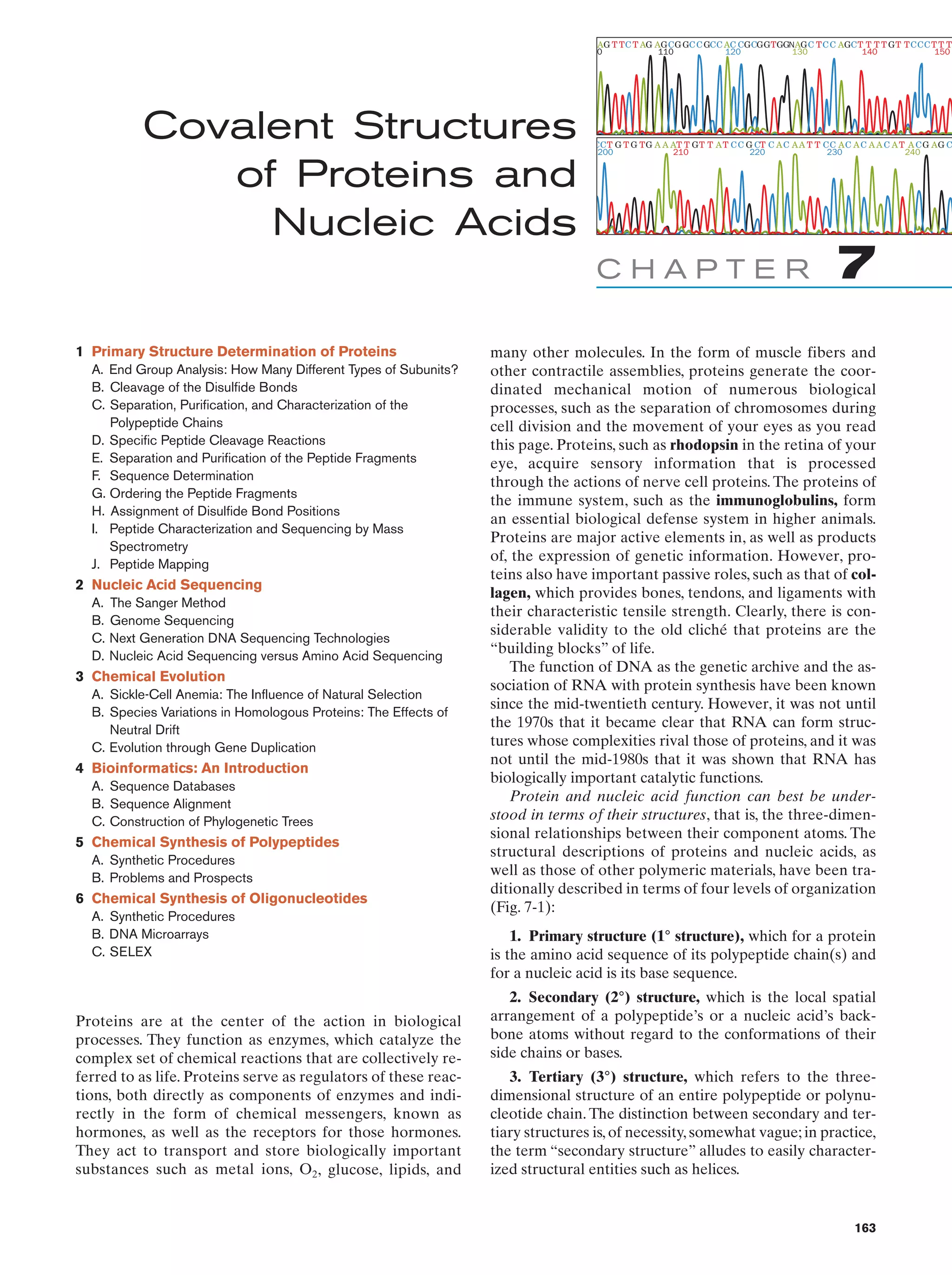 AG T T C T AG AG C G GC C GCC AC CG CGGTGGNAG C T C C AGC T T T T G T T CCC T T T A
0
110
120
130
140
150

Covalent Structures
of Proteins and
Nucleic Acids

CC T G T G T G A A AT T G T T A T C C G CT C A C A A T T CC A C A C A A C A T A C G A G C C
200
210
220
230
240

CHAPTER
1 Primary Structure Determination of Proteins
A. End Group Analysis: How Many Different Types of Subunits?
B. Cleavage of the Disulfide Bonds
C. Separation, Purification, and Characterization of the
Polypeptide Chains
D. Specific Peptide Cleavage Reactions
E. Separation and Purification of the Peptide Fragments
F. Sequence Determination
G. Ordering the Peptide Fragments
H. Assignment of Disulfide Bond Positions
I. Peptide Characterization and Sequencing by Mass
Spectrometry
J. Peptide Mapping

2 Nucleic Acid Sequencing
A.
B.
C.
D.

The Sanger Method
Genome Sequencing
Next Generation DNA Sequencing Technologies
Nucleic Acid Sequencing versus Amino Acid Sequencing

3 Chemical Evolution
A. Sickle-Cell Anemia: The Influence of Natural Selection
B. Species Variations in Homologous Proteins: The Effects of
Neutral Drift
C. Evolution through Gene Duplication

4 Bioinformatics: An Introduction
A. Sequence Databases
B. Sequence Alignment
C. Construction of Phylogenetic Trees

5 Chemical Synthesis of Polypeptides
A. Synthetic Procedures
B. Problems and Prospects

6 Chemical Synthesis of Oligonucleotides
A. Synthetic Procedures
B. DNA Microarrays
C. SELEX

Proteins are at the center of the action in biological
processes. They function as enzymes, which catalyze the
complex set of chemical reactions that are collectively referred to as life. Proteins serve as regulators of these reactions, both directly as components of enzymes and indirectly in the form of chemical messengers, known as
hormones, as well as the receptors for those hormones.
They act to transport and store biologically important
substances such as metal ions, O2, glucose, lipids, and

7

many other molecules. In the form of muscle fibers and
other contractile assemblies, proteins generate the coordinated mechanical motion of numerous biological
processes, such as the separation of chromosomes during
cell division and the movement of your eyes as you read
this page. Proteins, such as rhodopsin in the retina of your
eye, acquire sensory information that is processed
through the actions of nerve cell proteins. The proteins of
the immune system, such as the immunoglobulins, form
an essential biological defense system in higher animals.
Proteins are major active elements in, as well as products
of, the expression of genetic information. However, proteins also have important passive roles, such as that of collagen, which provides bones, tendons, and ligaments with
their characteristic tensile strength. Clearly, there is considerable validity to the old cliché that proteins are the
“building blocks” of life.
The function of DNA as the genetic archive and the association of RNA with protein synthesis have been known
since the mid-twentieth century. However, it was not until
the 1970s that it became clear that RNA can form structures whose complexities rival those of proteins, and it was
not until the mid-1980s that it was shown that RNA has
biologically important catalytic functions.
Protein and nucleic acid function can best be understood in terms of their structures, that is, the three-dimensional relationships between their component atoms. The
structural descriptions of proteins and nucleic acids, as
well as those of other polymeric materials, have been traditionally described in terms of four levels of organization
(Fig. 7-1):
1. Primary structure (1° structure), which for a protein
is the amino acid sequence of its polypeptide chain(s) and
for a nucleic acid is its base sequence.
2. Secondary (2°) structure, which is the local spatial
arrangement of a polypeptide’s or a nucleic acid’s backbone atoms without regard to the conformations of their
side chains or bases.
3. Tertiary (3°) structure, which refers to the threedimensional structure of an entire polypeptide or polynucleotide chain. The distinction between secondary and tertiary structures is, of necessity, somewhat vague; in practice,
the term “secondary structure” alludes to easily characterized structural entities such as helices.

163

 