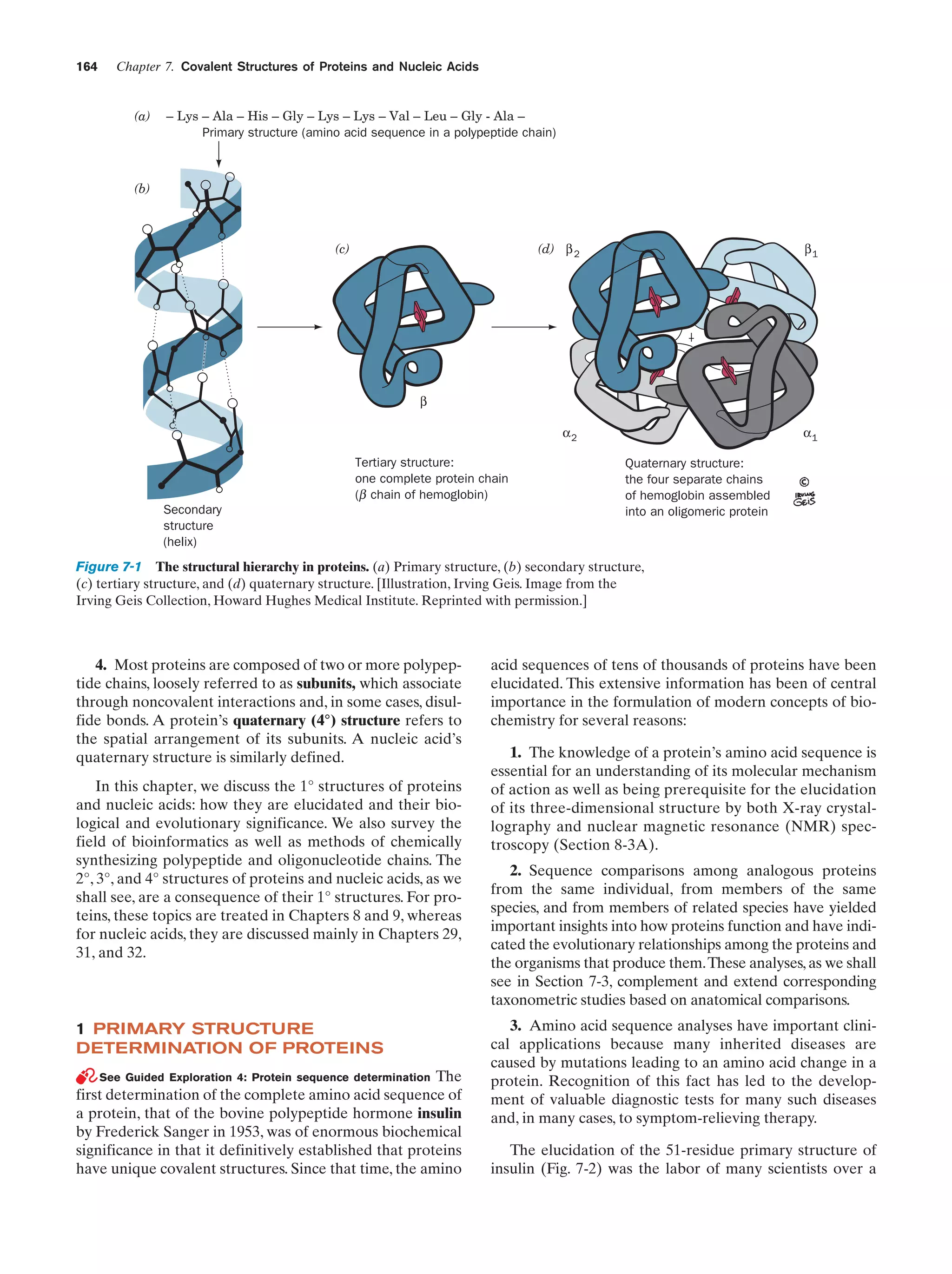 164

Chapter 7. Covalent Structures of Proteins and Nucleic Acids

(a)

– Lys – Ala – His – Gly – Lys – Lys – Val – Leu – Gly - Ala –
Primary structure (amino acid sequence in a polypeptide chain)

(b)

(d) β 2

β1

α2

(c)

α1

β

Tertiary structure:
one complete protein chain
(β chain of hemoglobin)
Secondary
structure
(helix)

Quaternary structure:
the four separate chains
of hemoglobin assembled
into an oligomeric protein

Figure 7-1 The structural hierarchy in proteins. (a) Primary structure, (b) secondary structure,
(c) tertiary structure, and (d) quaternary structure. [Illustration, Irving Geis. Image from the
Irving Geis Collection, Howard Hughes Medical Institute. Reprinted with permission.]

4. Most proteins are composed of two or more polypeptide chains, loosely referred to as subunits, which associate
through noncovalent interactions and, in some cases, disulfide bonds. A protein’s quaternary (4°) structure refers to
the spatial arrangement of its subunits. A nucleic acid’s
quaternary structure is similarly defined.
In this chapter, we discuss the 1° structures of proteins
and nucleic acids: how they are elucidated and their biological and evolutionary significance. We also survey the
field of bioinformatics as well as methods of chemically
synthesizing polypeptide and oligonucleotide chains. The
2°, 3°, and 4° structures of proteins and nucleic acids, as we
shall see, are a consequence of their 1° structures. For proteins, these topics are treated in Chapters 8 and 9, whereas
for nucleic acids, they are discussed mainly in Chapters 29,
31, and 32.

1 PRIMARY STRUCTURE
DETERMINATION OF PROTEINS
See Guided Exploration 4: Protein sequence determination The
first determination of the complete amino acid sequence of
a protein, that of the bovine polypeptide hormone insulin
by Frederick Sanger in 1953, was of enormous biochemical
significance in that it definitively established that proteins
have unique covalent structures. Since that time, the amino

acid sequences of tens of thousands of proteins have been
elucidated. This extensive information has been of central
importance in the formulation of modern concepts of biochemistry for several reasons:
1. The knowledge of a protein’s amino acid sequence is
essential for an understanding of its molecular mechanism
of action as well as being prerequisite for the elucidation
of its three-dimensional structure by both X-ray crystallography and nuclear magnetic resonance (NMR) spectroscopy (Section 8-3A).
2. Sequence comparisons among analogous proteins
from the same individual, from members of the same
species, and from members of related species have yielded
important insights into how proteins function and have indicated the evolutionary relationships among the proteins and
the organisms that produce them.These analyses, as we shall
see in Section 7-3, complement and extend corresponding
taxonometric studies based on anatomical comparisons.
3. Amino acid sequence analyses have important clinical applications because many inherited diseases are
caused by mutations leading to an amino acid change in a
protein. Recognition of this fact has led to the development of valuable diagnostic tests for many such diseases
and, in many cases, to symptom-relieving therapy.
The elucidation of the 51-residue primary structure of
insulin (Fig. 7-2) was the labor of many scientists over a

 