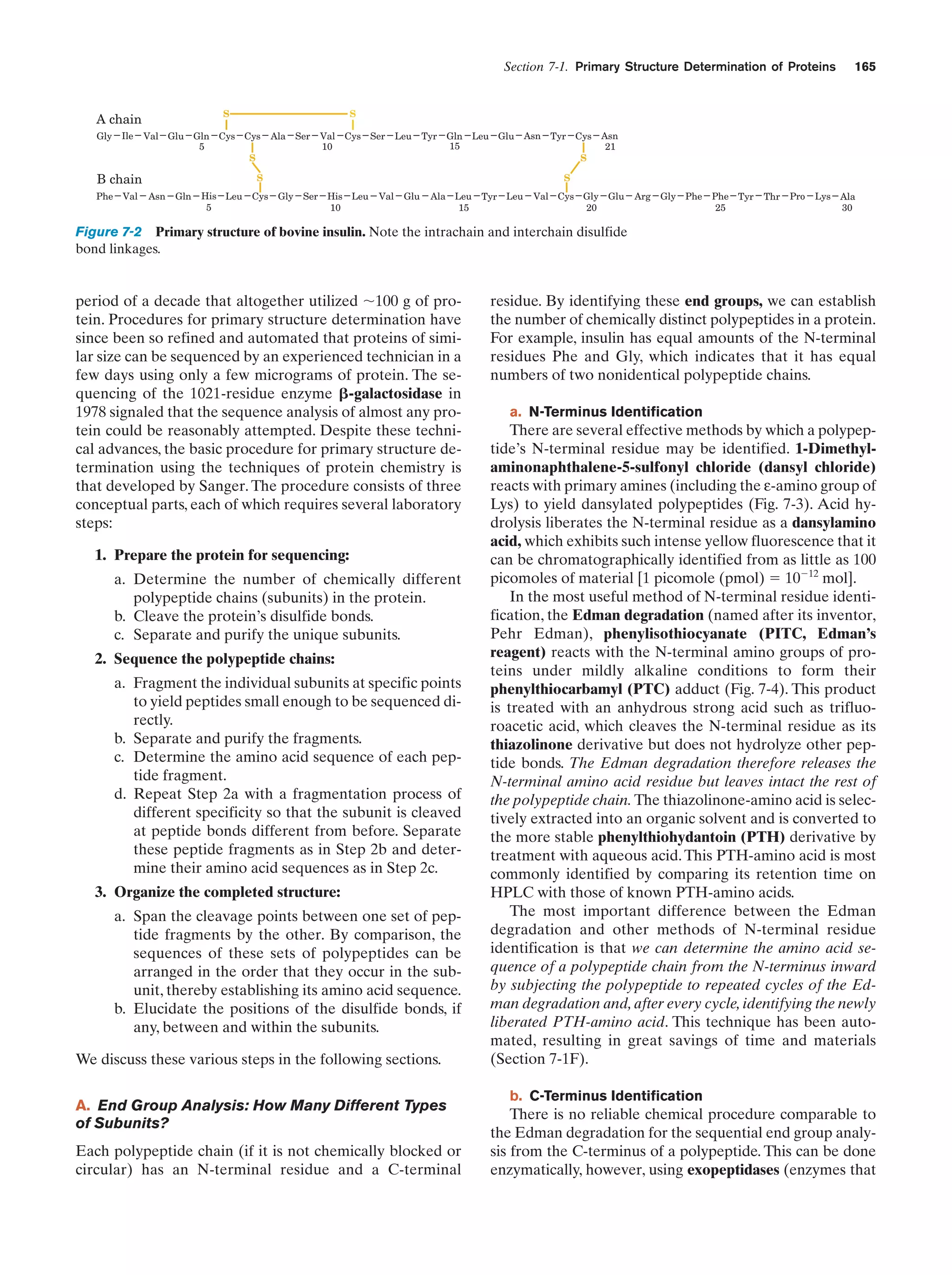 Section 7-1. Primary Structure Determination of Proteins

S

A chain
Gly

Ile

Phe

Val

S

Val Glu Gln Cys Cys
5
S

B chain

Ala

Ser

Val
10

Cys Ser

Leu

Tyr

Gln
15

Leu Glu

Gln

His Leu
5

Cys

Asn

Tyr Cys

Asn
21

S

S
Asn

165

S
Gly

Ser His Leu
10

Val

Glu

Ala Leu
15

Tyr Leu

Val Cys Gly
20

Glu

Arg

Gly

Phe

Phe Tyr
25

Thr

Pro

Lys

Ala
30

Figure 7-2 Primary structure of bovine insulin. Note the intrachain and interchain disulfide
bond linkages.

period of a decade that altogether utilized ϳ100 g of protein. Procedures for primary structure determination have
since been so refined and automated that proteins of similar size can be sequenced by an experienced technician in a
few days using only a few micrograms of protein. The sequencing of the 1021-residue enzyme ␤-galactosidase in
1978 signaled that the sequence analysis of almost any protein could be reasonably attempted. Despite these technical advances, the basic procedure for primary structure determination using the techniques of protein chemistry is
that developed by Sanger. The procedure consists of three
conceptual parts, each of which requires several laboratory
steps:
1. Prepare the protein for sequencing:
a. Determine the number of chemically different
polypeptide chains (subunits) in the protein.
b. Cleave the protein’s disulfide bonds.
c. Separate and purify the unique subunits.
2. Sequence the polypeptide chains:
a. Fragment the individual subunits at specific points
to yield peptides small enough to be sequenced directly.
b. Separate and purify the fragments.
c. Determine the amino acid sequence of each peptide fragment.
d. Repeat Step 2a with a fragmentation process of
different specificity so that the subunit is cleaved
at peptide bonds different from before. Separate
these peptide fragments as in Step 2b and determine their amino acid sequences as in Step 2c.
3. Organize the completed structure:
a. Span the cleavage points between one set of peptide fragments by the other. By comparison, the
sequences of these sets of polypeptides can be
arranged in the order that they occur in the subunit, thereby establishing its amino acid sequence.
b. Elucidate the positions of the disulfide bonds, if
any, between and within the subunits.
We discuss these various steps in the following sections.
A. End Group Analysis: How Many Different Types
of Subunits?
Each polypeptide chain (if it is not chemically blocked or
circular) has an N-terminal residue and a C-terminal

residue. By identifying these end groups, we can establish
the number of chemically distinct polypeptides in a protein.
For example, insulin has equal amounts of the N-terminal
residues Phe and Gly, which indicates that it has equal
numbers of two nonidentical polypeptide chains.
a. N-Terminus Identification

There are several effective methods by which a polypeptide’s N-terminal residue may be identified. 1-Dimethylaminonaphthalene-5-sulfonyl chloride (dansyl chloride)
reacts with primary amines (including the ε-amino group of
Lys) to yield dansylated polypeptides (Fig. 7-3). Acid hydrolysis liberates the N-terminal residue as a dansylamino
acid, which exhibits such intense yellow fluorescence that it
can be chromatographically identified from as little as 100
picomoles of material [1 picomole (pmol) ϭ 10Ϫ12 mol].
In the most useful method of N-terminal residue identification, the Edman degradation (named after its inventor,
Pehr Edman), phenylisothiocyanate (PITC, Edman’s
reagent) reacts with the N-terminal amino groups of proteins under mildly alkaline conditions to form their
phenylthiocarbamyl (PTC) adduct (Fig. 7-4). This product
is treated with an anhydrous strong acid such as trifluoroacetic acid, which cleaves the N-terminal residue as its
thiazolinone derivative but does not hydrolyze other peptide bonds. The Edman degradation therefore releases the
N-terminal amino acid residue but leaves intact the rest of
the polypeptide chain. The thiazolinone-amino acid is selectively extracted into an organic solvent and is converted to
the more stable phenylthiohydantoin (PTH) derivative by
treatment with aqueous acid. This PTH-amino acid is most
commonly identified by comparing its retention time on
HPLC with those of known PTH-amino acids.
The most important difference between the Edman
degradation and other methods of N-terminal residue
identification is that we can determine the amino acid sequence of a polypeptide chain from the N-terminus inward
by subjecting the polypeptide to repeated cycles of the Edman degradation and, after every cycle, identifying the newly
liberated PTH-amino acid. This technique has been automated, resulting in great savings of time and materials
(Section 7-1F).
b. C-Terminus Identification

There is no reliable chemical procedure comparable to
the Edman degradation for the sequential end group analysis from the C-terminus of a polypeptide. This can be done
enzymatically, however, using exopeptidases (enzymes that

 