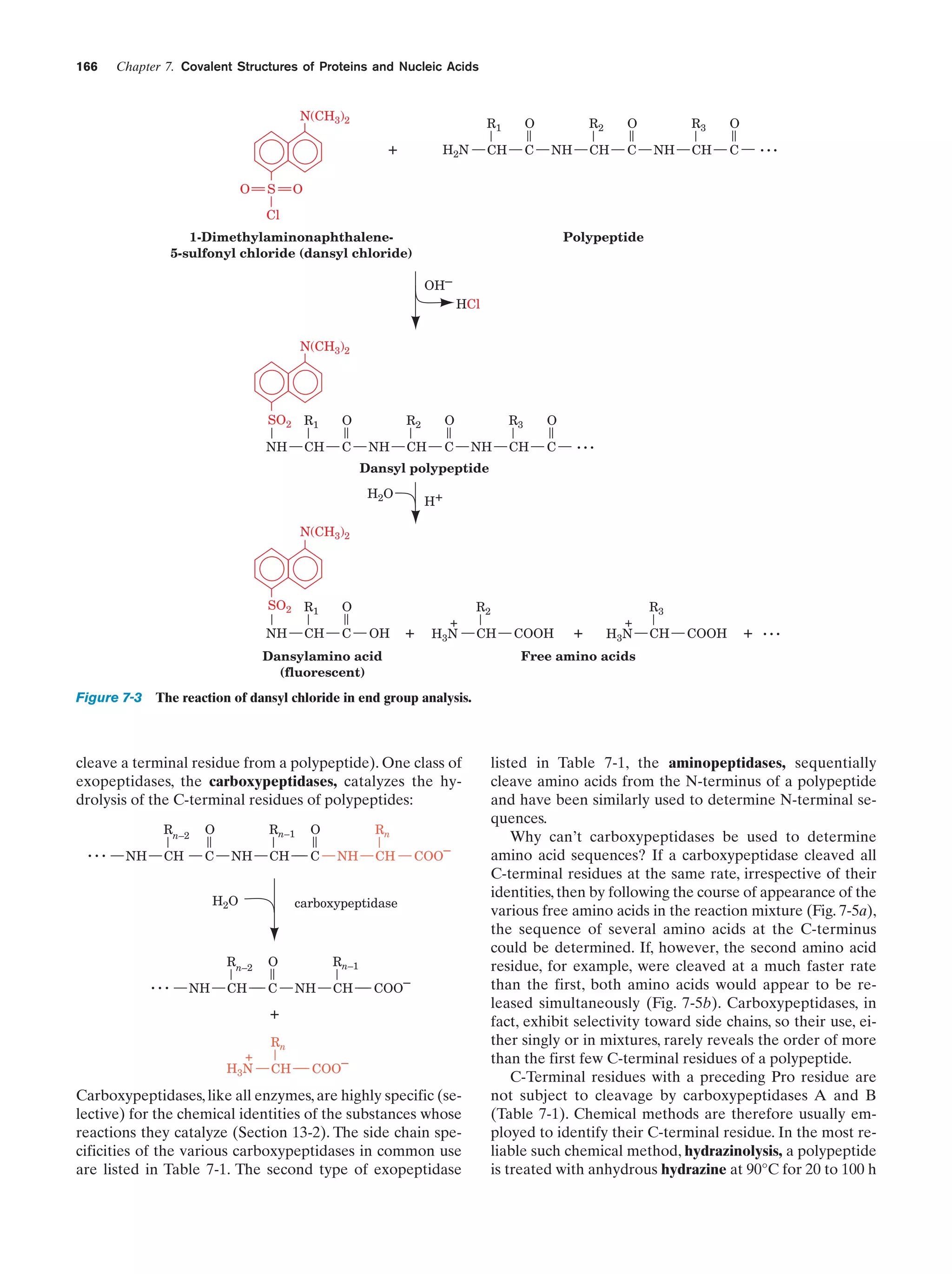 166

Chapter 7. Covalent Structures of Proteins and Nucleic Acids

N(CH3)2

R1

+
O

S

CH

H2N

O
C

R2
CH

NH

O
C

R3
NH

O

CH

C

...

O

Cl

1-Dimethylaminonaphthalene5-sulfonyl chloride (dansyl chloride)

Polypeptide
OH–
HCl

N(CH3)2

SO2 R1
CH

NH

O
C

R2
NH

O

CH

C

R3
NH

O

CH

C

...

Dansyl polypeptide
H2O

H+

N(CH3)2

SO2 R1
CH

NH

O
C

OH

+

+
H3N

R2
CH

COOH

+

+
H3N

R3
CH

COOH

+

...

Free amino acids

Dansylamino acid
(fluorescent)

Figure 7-3 The reaction of dansyl chloride in end group analysis.

cleave a terminal residue from a polypeptide). One class of
exopeptidases, the carboxypeptidases, catalyzes the hydrolysis of the C-terminal residues of polypeptides:

...

Rn–2
NH

O

CH

C

Rn–1
NH

CH

C

H2O

...

NH

CH

COO–

carboxypeptidase

Rn–2
NH

Rn

O

O

CH

C

Rn–1
NH

CH

COO–

+
+
H3N

Rn
CH

COO–

Carboxypeptidases, like all enzymes, are highly specific (selective) for the chemical identities of the substances whose
reactions they catalyze (Section 13-2). The side chain specificities of the various carboxypeptidases in common use
are listed in Table 7-1. The second type of exopeptidase

listed in Table 7-1, the aminopeptidases, sequentially
cleave amino acids from the N-terminus of a polypeptide
and have been similarly used to determine N-terminal sequences.
Why can’t carboxypeptidases be used to determine
amino acid sequences? If a carboxypeptidase cleaved all
C-terminal residues at the same rate, irrespective of their
identities, then by following the course of appearance of the
various free amino acids in the reaction mixture (Fig. 7-5a),
the sequence of several amino acids at the C-terminus
could be determined. If, however, the second amino acid
residue, for example, were cleaved at a much faster rate
than the first, both amino acids would appear to be released simultaneously (Fig. 7-5b). Carboxypeptidases, in
fact, exhibit selectivity toward side chains, so their use, either singly or in mixtures, rarely reveals the order of more
than the first few C-terminal residues of a polypeptide.
C-Terminal residues with a preceding Pro residue are
not subject to cleavage by carboxypeptidases A and B
(Table 7-1). Chemical methods are therefore usually employed to identify their C-terminal residue. In the most reliable such chemical method, hydrazinolysis, a polypeptide
is treated with anhydrous hydrazine at 90°C for 20 to 100 h

 